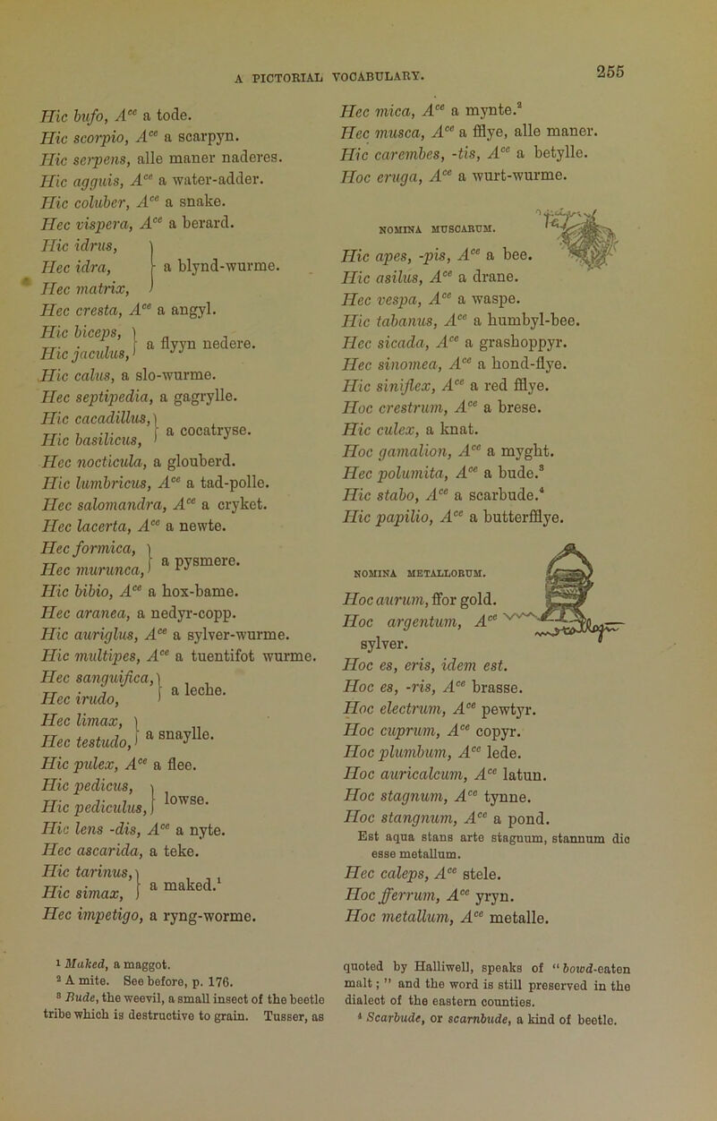 Hie bufo, yl a tode. Hie seorpio, A“ a scarpyn. Hie serpens, alle maner naderes. Hie agguis, A“ a water-adder. Hie coluber, yl®® a snake. Hec vispera, A‘^ a berard. Hie idrus, | Hec idra, [ a blynd-wurme. Hec matrix, > Hec cresta, A” a angyl. Hie biceps, ) ^ ^ -rr- • 7 fa flyyn nedere. Hicjactdus,’ Hie calus, a slo-wurme. Hec septipedia, a gagrylle. Hie cacadillus,] -TT- , 1 a cocatryse. Hie basihcus, ' *' Hec noctieula, a glouberd. Hie lumbricus, A‘^ a tad-polle. Hec salomandra, a cryket. Hec lacerta, A‘° a newte. Hec formica, ] r a pysmere. Hec murunca, > Hie bibio, A“’ a hox-bame. Hec aranea, a nedyr-copp. Hie auriglus, a sylver-wnrme. Hie midtipes, A°‘ a tuentifot wurme. Hec sangidfica,\ XT ■ j fa leebe. Hec trudo, > Hec Umax, l Hectestvdo.l Hie pulex, A° a flee. Hie pedicus, Hie pediculus, Hie lens -dis, A°^ a nyte. Hec ascarida, a teke. Hie tarinus,] lowse. Hie simax, I ^ Hec impetigo, a ryng-worme. Hec mica, a mynte.* Hec musca, a fiflye, alle maner. Hie carembes, -tis, A‘’‘ a betylle. Hoc eruga, a wurt-wurme. NOMINA MVSOABUM. Hie apes, -pis, A^’ a bee. Hie asilus, A^^ a drane. Hec vespa, A‘ a waspe. Hie tabanus, a bumbyl-bee. Hec sicada, A‘‘ a grashoppyr. Hec sinomea, J. a hond-flye. Hie siniflex, A‘’‘ a red fflye. Hoc crestrum, A'^^ a brese. Hie culex, a knat. Hoc gamalion, J. a myght. Hec polumita, A‘^ a bude.® Hie stabo, A‘ a scarbude.^ Hie papilio, A‘^“ a butterfldye. NOMINA METAIiMEUM. Hoc auriim, flfor gold. Hoc argentum, A‘^° sylver. Hoc es, eris, idem est. Hoc es, -ris, A’^^ brasse. Hoc eleetrum, A° pewtyr. Hoc cuprum, A°^ copyr. Hoc plumbum, lede. Hoc auricalcum, A‘ latun. Hoc stagnum, A‘^ tynne. Hoc stangnum, a pond. Est aqua stans arte stagnum, stannum dio esse metallum. Hec caleps, A°‘ stele. Hoc fferrum, A^^ yryn. Hoc metallum, A°^ metalle. 1 Malted, a maggot, a A mite. See before, p. 176. ® Bade, the weevil, a small insect of the beetle tribe which is destructive to grain. Tusser, as quoted by Halliwell, speaks of “ boiod-eaten malt; ” and the word is still preserved in the dialect of the eastern counties. « Scarhude, or scambxide, a kind of beetle.