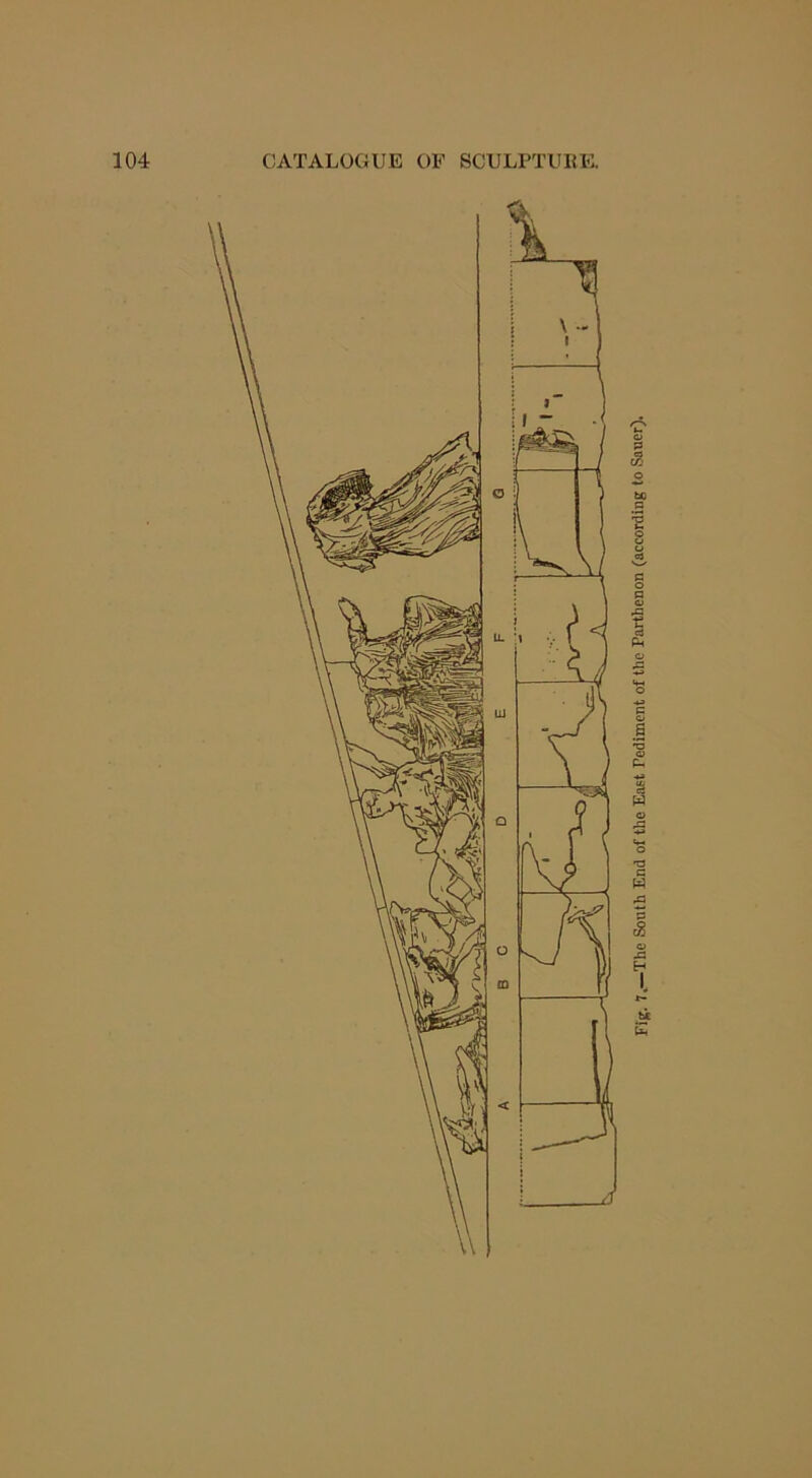 Fig. 7,—The South End of the East Pediment of the Parthenon (according to Sauer).