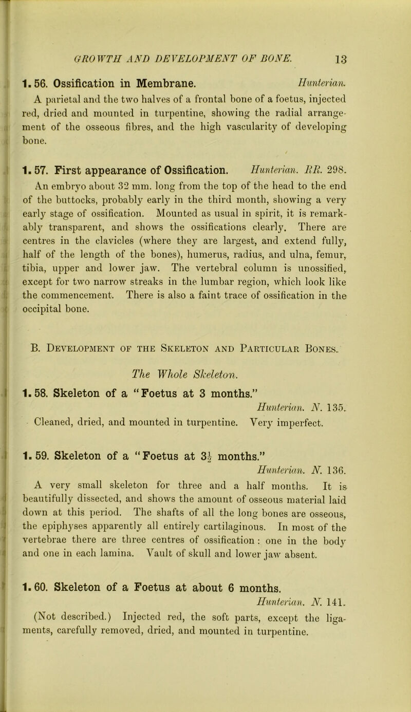 1.56. Ossification in Membrane. Hunterian. A parietal and the two halves of a frontal bone of a foetus, injected red, dried and mounted in turpentine, showing the radial arrange- ment of the osseous fibres, and the high vascularity of developing bone. 1.57. First appearance of Ossification. Hunterian. RR. 298. An embryo about 32 mm. long from the top of the head to the end of the buttocks, probably early in the third month, showing a very early stage of ossification. Mounted as usual in spirit, it is remark- ably transparent, and shows the ossifications clearly. There are centres in the clavicles (where they are largest, and extend fully, half of the length of the bones), humerus, radius, and ulna, femur, tibia, upper and lower jaw. The vertebral column is unossified, except for two narrow streaks in the lumbar region, which look like the commencement. There is also a faint trace of ossification in the occipital bone. B. Development of the Skeleton and Particular Bones.. The Whole Skeleton. 1.58. Skeleton of a “Foetus at 3 months.” Hunterian. N. 135. Cleaned, dried, and mounted in turpentine. Very imperfect. 1.59. Skeleton of a “Foetus at 3J months.” Hunterian. N. 136. A very small skeleton for three and a half months. It is beautifully dissected, and shows the amount of osseous material laid down at this period. The shafts of all the long bones are osseous, the epiphyses apparently all entirely cartilaginous. In most of the vertebrae there are three centres of ossification : one in the body and one in each lamina. Vault of skull and lower jaw absent. 1.60. Skeleton of a Foetus at about 6 months. Hunterian. N. 141. (Not described.) Injected red, the soft parts, except the liga- ments, carefully removed, dried, and mounted in turpentine. 1