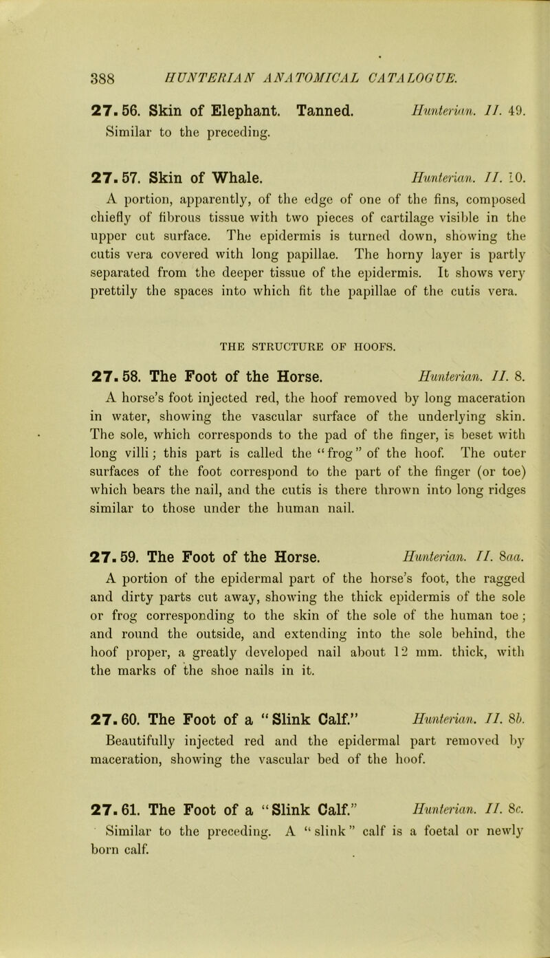 27. 56. Skin of Elephant. Tanned. Hunterian. II. 49. Similar to the preceding. 27.57. Skin of Whale. Hunterian. II. 10. A portion, apparently, of the edge of one of the fins, composed chiefly of fibrous tissue with two pieces of cartilage visible in the upper cut surface. The epidermis is turned down, showing the cutis vera covered with long papillae. The horny layer is partly separated from the deeper tissue of the epidermis. It shows very prettily the spaces into which fit the papillae of the cutis vera. THE STRUCTURE OF HOOFS. 27. 58. The Foot of the Horse. Hunterian. II. 8. A horse’s foot injected red, the hoof removed by long maceration in water, showing the vascular surface of the underlying skin. The sole, which corresponds to the pad of the finger, is beset with long villi; this part is called the “frog” of the hoof. The outer surfaces of the foot correspond to the part of the finger (or toe) which bears the nail, and the cutis is there thrown into long ridges similar to those under the human nail. 27.59. The Foot of the Horse. Hunterian. II. 8aa. A portion of the epidermal part of the horse’s foot, the ragged and dirty parts cut away, showing the thick epidermis of the sole or frog corresponding to the skin of the sole of the human toe; and round the outside, and extending into the sole behind, the hoof proper, a greatly developed nail about 12 mm. thick, with the marks of the shoe nails in it. 27. 60. The Foot of a “ Slink Calf.” Hunterian. II. 8b. Beautifully injected red and the epidermal part removed by maceration, showing the vascular bed of the hoof. 27.61. The Foot of a “Slink Calf.” Iluntei ian. II. 8c. Similar to the preceding. A “ slink ” calf is a foetal or newly born calf.