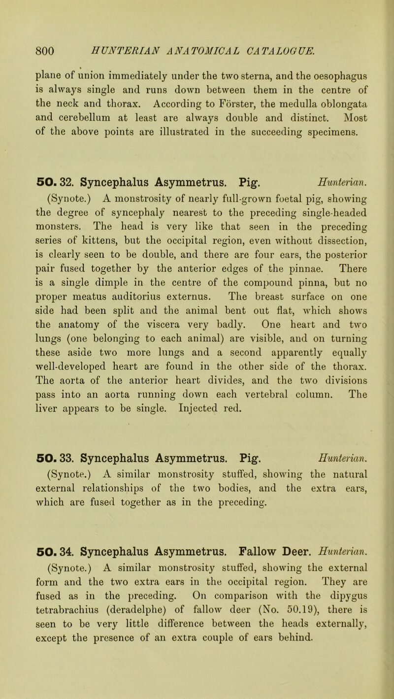 plane of union immediately under the two sterna, and the oesophagus is always single and runs down between them in the centre of the neck and thorax. According to Forster, the medulla oblongata and cerebellum at least are always double and distinct. Most of the above points are illustrated in the succeeding specimens. 50.32. Syncephalus Asymmetrus. Pig. Hunterian. (Synote.) A monstrosity of nearly full-grown foetal pig, showing the degree of syncephaly nearest to the preceding single-headed monsters. The head is very like that seen in the preceding series of kittens, but the occipital region, even without dissection, is clearly seen to be double, and there are four ears, the posterior pair fused together by the anterior edges of the pinnae. There is a single dimple in the centre of the compound pinna, but no proper meatus auditorius externus. The breast surface on one side had been split and the animal bent out flat, which shows the anatomy of the viscera very badly. One heart and two lungs (one belonging to each animal) are visible, and on turning these aside two more lungs and a second apparently equally well-developed heart are found in the other side of the thorax. The aorta of the anterior heart divides, and the two divisions pass into an aorta running down each vertebral column. The liver appears to be single. Injected red. 50.33. Syncephalus Asymmetrus. Pig. Hunterian. (Synote.) A similar monstrosity stuffed, showing the natural external relationships of the two bodies, and the extra ears, which are fused together as in the preceding. 50. 34. Syncephalus Asymmetrus. Fallow Deer. Hunterian. (Synote.) A similar monstrosity stuffed, showing the external form and the two extra ears in the occipital region. They are fused as in the preceding. On comparison with the dipygus tetrabrachius (deradelphe) of fallow deer (No. 50.19), there is seen to be very little difference between the heads externally, except the presence of an extra couple of ears behind.