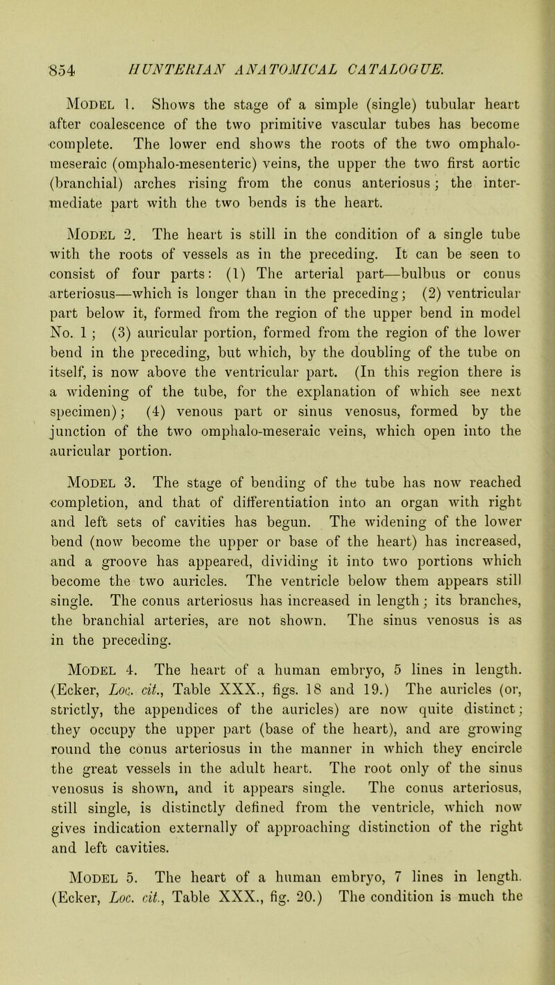 Model 1. Shows the stage of a simple (single) tubular heart after coalescence of the two primitive vascular tubes has become complete. The lower end shows the roots of the two omphalo- meseraic (omphalo-mesenteric) veins, the upper the two first aortic (branchial) arches rising from the conus anteriosus; the inter- mediate part with the two bends is the heart. Model 2. The heart is still in the condition of a single tube with the roots of vessels as in the preceding. It can be seen to consist of four parts: (1) The arterial part—bulbus or conus arteriosus—which is longer than in the preceding; (2) ventricular part below it, formed from the region of the upper bend in model No. 1 ; (3) auricular portion, formed from the region of the lower bend in the preceding, but which, by the doubling of the tube on itself, is now above the ventricular part. (In this region there is a widening of the tube, for the explanation of which see next specimen); (4) venous part or sinus venosus, formed by the junction of the two omphalo-meseraic veins, which open into the auricular portion. Model 3. The statue of bending of the tube has now reached completion, and that of differentiation into an organ with right and left sets of cavities has begun. The widening of the lower bend (now become the upper or base of the heart) has increased, and a groove has appeared, dividing it into two portions which become the two auricles. The ventricle below them appears still single. The conus arteriosus has increased in length; its branches, the branchial arteries, are not shown. The sinus venosus is as in the preceding. Model 4. The heart of a human embryo, 5 lines in length. (Ecker, Loc. cit., Table XXX., figs. 18 and 19.) The auricles (or, strictly, the appendices of the auricles) are now quite distinct; they occupy the upper part (base of the heart), and are growing round the conus arteriosus in the manner in which they encircle the great vessels in the adult heart. The root only of the sinus venosus is shown, and it appears single. The conus arteriosus, still single, is distinctly defined from the ventricle, which now gives indication externally of approaching distinction of the right and left cavities. Model 5. The heart of a human embryo, 7 lines in length. (Ecker, Loc. cit., Table XXX., fig. 20.) The condition is much the