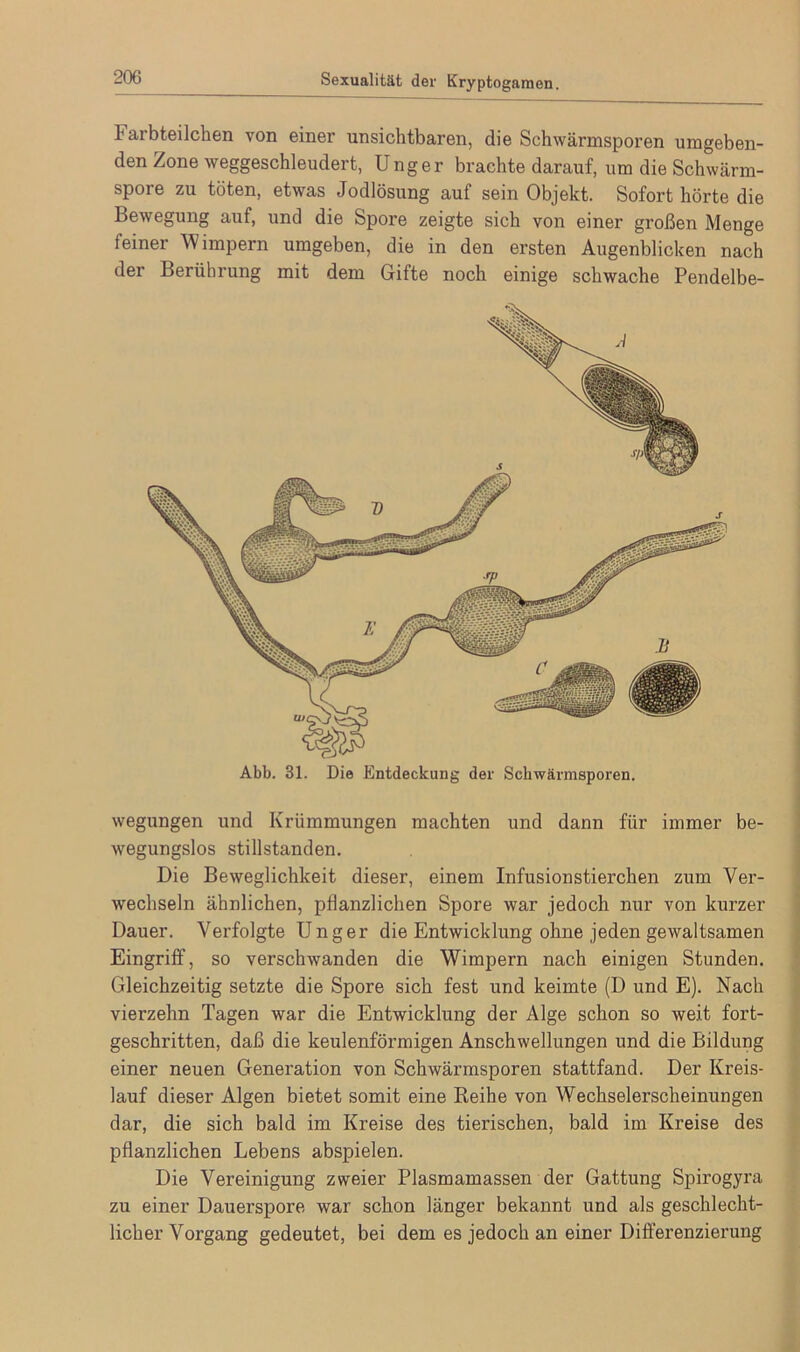 Sexualität der Kryptogamen. 1* arbteilchen von einer unsichtbaren, die Schwärmsporen umgeben- den Zone weggeschleudert, Unger brachte darauf, um die Schwärm- spore zu töten, etwas Jodlösung auf sein Objekt. Sofort hörte die Bewegung auf, und die Spore zeigte sich von einer großen Menge feiner Wimpern umgeben, die in den ersten Augenblicken nach der Berührung mit dem Gifte noch einige schwache Pendelbe- Abb. 31. Die Entdeckung der Schwärmsporen. wegungen und Krümmungen machten und dann für immer be- wegungslos Stillständen. Die Beweglichkeit dieser, einem Infusionstierchen zum Ver- wechseln ähnlichen, pflanzlichen Spore war jedoch nur von kurzer Dauer. Verfolgte Unger die Entwicklung ohne jeden gewaltsamen Eingriff, so verschwanden die Wimpern nach einigen Stunden. Gleichzeitig setzte die Spore sich fest und keimte (D und E). Nach vierzehn Tagen war die Entwicklung der Alge schon so weit fort- geschritten, daß die keulenförmigen Anschwellungen und die Bildung einer neuen Generation von Schwärmsporen stattfand. Der Kreis- lauf dieser Algen bietet somit eine Reihe von Wechselerscheinungen dar, die sich bald im Kreise des tierischen, bald im Kreise des pflanzlichen Lebens abspielen. Die Vereinigung zweier Plasmamassen der Gattung Spirogyra zu einer Dauerspore war schon länger bekannt und als geschlecht- licher Vorgang gedeutet, bei dem es jedoch an einer Differenzierung