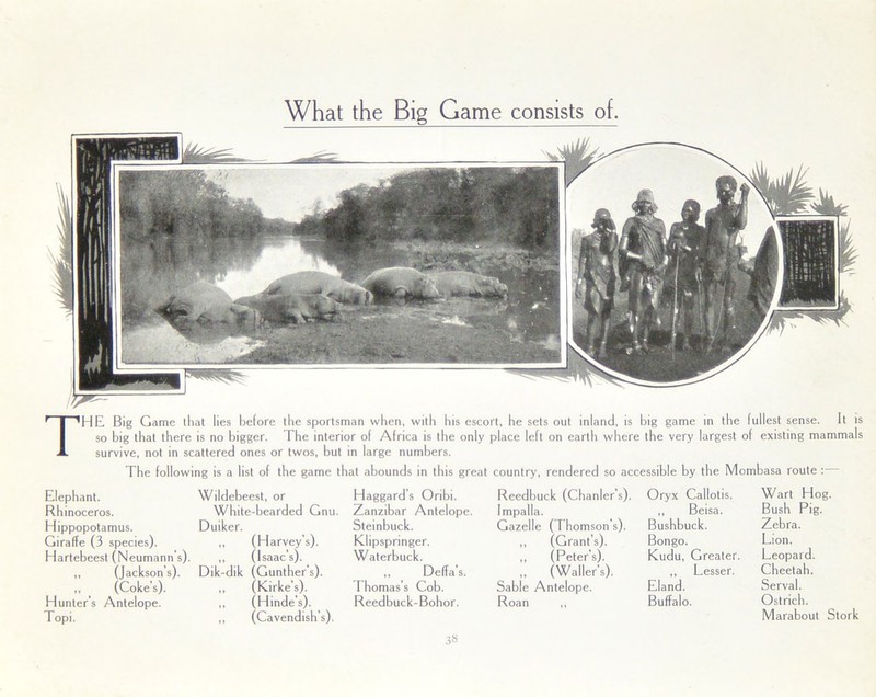 What the Big Game consists of. THE Big Game that lies before the sportsman when, with his escort, he sets out inland, is big game in the fullest sense. It is so big that there is no bigger. The interior of Africa is the only place left on earth where the very largest of existing mammals survive, not in scattered ones or twos, but in large numbers. The following is a list of the game that abounds in this great country, rendered so accessible by the Mombasa route : Elephant. Rhinoceros. Hippopotamus. Giraffe (3 species). Hartebeest (Neumann’s). ,, (Jackson’s). ,, (Coke’s). Hunter’s Antelope. Topi. Wildebeest, or White-bearded Gnu. Duiker. ,, (Harvey’s). ,, (Isaac’s). Dik-dik (Gunther’s). ,, (Kirke’s). ,, (Hinde's). ,, (Cavendish's). Haggard’s Oribi. Zanzibar Antelope. Steinbuck. Klipspringer. Waterbuck. ,, Deffa’s. Thomas’s Cob. Reedbuck-Bohor. Reedbuck (Chanler's). Impalla. Gazelle (Thomson's). ,, (Grant’s). ,, (Peter’s). „ (Waller’s). Sable Antelope. Roan ,, Oryx Callotis. ,, Beisa. Bushbuck. Bongo. Kudu, Greater. ,, Lesser. Eland. Buffalo. Wart Hog. Bush Pig. Zebra. Lion. Leopard. Cheetah. Serval. Ostrich. Marabout Stork 3«