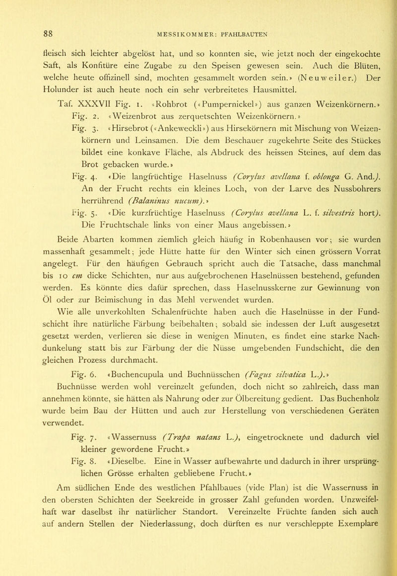 fleisch sich leichter abgeiöst hat, und so konnten sie, wie jetzt noch der eingekochte Saft, als Konfitüre eine Zugabe zu den Speisen gewesen sein. Auch die Blüten, welche heute offizinell sind, mochten gesammelt worden sein.» (Neuweiler.) Der Holunder ist auch heute noch ein sehr verbreitetes Hausmittel. Taf. XXXVII Fig. i. «Rohbrot («Pumpernickel») aus ganzen Weizenkörnern.» Fig. 2. «Weizenbrot aus zerquetschten Weizenkörnern.» Fig. 3. «Hirsebrot («Ankeweckli») aus Hirsekörnern mit Mischung von Weizen- körnern und Leinsamen. Die dem Beschauer zugekehrte Seite des Stückes bildet eine konkave Fläche, als Abdruck des heissen Steines, auf dem das Brot gebacken wurde.» Fig. 4. «Die langfrüchtige Haselnuss (Coryhis avellana i. oblonga G. And.^. An der Frucht rechts ein kleines Loch, von der Larve des Nussbohrers herrührend (Balaninus nucum).^ big. 5. «Die kurzfrüchtige Haselnuss (Corylus avellana L. f. silvestris liorL). Die Fruchtschale links von einer Maus angebissen.» Beide Abarten kommen ziemlich gleich häufig in Robenhausen vor; sie wurden massenhaft gesammelt; jede Hütte hatte für den Winter sich einen grössern Vorrat angelegt. Für den häufigen Gebrauch spricht auch die Tatsache, dass manchmal bis IO cm dicke Schichten, nur aus aufgebrochenen Haselnüssen bestehend, gefunden werden. Es könnte dies dafür sprechen, dass Haselnusskerne zur Gewinnung von Öl oder zur Beimischung in das Mehl verwendet wurden. Wie alle unverkohlten Schalenfrüchte haben auch die Haselnüsse in der Fund- schicht ihre natürliche Färbung beibehalten; sobald sie indessen der Luft ausgesetzt gesetzt werden, verlieren sie diese in wenigen Minuten, es findet eine starke Nach- dunkelung statt bis zur Färbung der die Nüsse umgebenden Fundschicht, die den gleichen Prozess durchmacht. Fig. 6. «Buchencupula und Buchnüsschen (Fagiis silvatica L.^.» Buchnüsse werden wohl vereinzelt gefunden, doch nicht so zahlreich, dass man annehmen könnte, sie hätten als Nahrung oder zur Ölbereitung gedient. Das Buchenholz wurde beim Bau der Hütten und auch zur Herstellung von verschiedenen Geräten verwendet. Fig. 7. «Wassernuss (Trapa natans L.^, eingetrocknete und dadurch viel kleiner gewordene Frucht.» Fig. 8. «Dieselbe. Eine in Wasser aufbewahrte und dadurch in ihrer ursprüng- lichen Grösse erhalten gebliebene Frucht.» Am südlichen Ende des westlichen Pfahlbaues (vide Plan) ist die Wassernuss in den obersten Schichten der Seekreide in grosser Zahl gefunden worden. Unzweifel- haft war daselbst ihr natürlicher Standort. Vereinzelte Früchte fanden sich auch auf andern Stellen der Niederlassung, doch dürften es nur verschleppte Exemplare