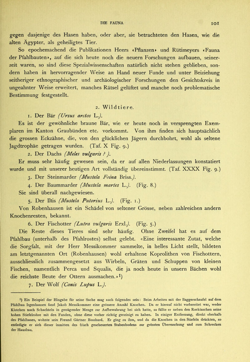 gegen dasjenige des Hasen haben, oder aber, sie betrachteten den Hasen, wie die alten Ägypter, als geheiligtes Tier. So epochemachend die Publikationen Heers «Pflanzen > und Rütimeyers < Fauna der Pfahlbauten», auf die sich heute noch die neuern Forschungen aufbauen, seiner- zeit waren, so sind diese Spezialwissenschaften natürlich nicht stehen geblieben, son- dern haben in hervorragender Weise an Hand neuer Funde und unter Beiziehung seitheriger ethnographischer und archäologischer Forschungen den Gesichtskreis in ungeahnter Weise erweitert, manches Rätsel gelüftet und manche noch problematische Bestimmung festgestellt. 2. Wildtiere. 1. Der Bär (Ursus arctos L.J. Es ist der gewöhnliche braune Bär, wie er heute noch in versprengten Exem- plaren im Kanton Graubünden etc. vorkommt. Von ihm finden sich hauptsächlich die grossen Eckzähne, die, von den glücklichen Jägern durchbohrt, wohl als seltene Jagdtrophäe getragen wurden. (Taf. X Fig. 9.) 2. Der Dachs (Meies vulgaris ?). Er muss sehr häufig gewesen sein, da er auf allen Niederlassungen konstatiert wurde und mit unserer heutigen Art vollständig übereinstimmt. (Taf. XXXX Fig. 9.) 3. Der Steinmarder (Mustela Foina Briss.y*. 4. Der Baummarder (Mustela martes (Fig. 8.) Sie sind überall nachgewiesen. 5. Der Iltis (Mustela Putorius L./ (Fig. i.) Von Robenhausen ist ein Schädel von seltener Grösse, neben zahlreichen andern Knochenresten, bekannt. 6. Der Fischotter (Lutra vulgaris Erxl.^). (Fig. 5.) Die Reste dieses Tieres sind sehr häufig. Ohne Zweifel hat es auf dem Pfahlbau (unterhalb des Pfahlrostes) selbst gelebt. «Eine interessante Zutat, welche die Sorgfalt, mit der Herr Messikommer sammelte, in helles Licht stellt, bildeten am letztgenannten Ort (Robenhausen) wohl erhaltene Koprolithen von Fischottern, ausschliesslich zusammengesetzt aus Wirbeln, Gräten und Schuppen von kleinen Fischen, namentlich Perca und Squalis, die ja noch heute in unsern Bächen wohl die reichste Beute der Ottern ausmachen.»!) 7. Der Wolf (Canis Lupus L.). 9 Ein Beispiel der Hingabe für seine Sache mag auch folgendes sein: Beim Arbeiten mit der Baggerschaufel auf dem Pfahlbau Irgenhausen fand Jakob Messikommer eine grössere Anzahl Knochen. Da er hierauf nicht vorbereitet war, weder Kistchen noch Schachteln in genügender Menge zur Aufbewahrung bei sich hatte, so füllte er neben den Rocktaschen seine hohen Stiefelrohre mit den Funden, ohne diese vorher richtig gereinigt zu haben. In einiger Entfernung, direkt oberhalb des Pfahlbaues, wohnte sein Freund Gärtner Bosshard. Er ging zu ihm, und da die Knochen in den Stiefeln drückten, so entledigte er sich dieser inmitten des frisch gescheuerten Stubenbodens zur grössten Überraschung und zum Schrecken der Hausfrau.