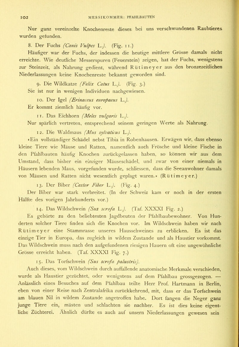 Nur ganz vereinzelte Knochenreste dieses bei uns verschwundenen Raubtieres wurden gefunden. 8. Der Fuchs (Canis Vulpes L.y). (Fig. ii.) Häufiger war der Fuchs, der indessen die heutige mittlere Grösse damals nicht erreichte. Wie deutliche Messerspuren (Feuerstein) zeigen, hat der Fuchs, wenigstens zur Steinzeit, als Nahrung gedient, während Rütimeyer aus den bronzezeitlichen Niederlassungen keine Knochenreste bekannt geworden sind. 9. Die Wildkatze (Felix Catus L.y). (Fig. 3.) Sie ist nur in wenigen Individuen nachgewiesen. 10. Der Igel (Erinaceus europaeus L.^. Er kommt ziemlich häufig vor. 11. Das Eichhorn (Meies vulgaris h.J. Nur spärlich vertreten, entsprechend seinem geringen Werte als Nahrung. 12. Die Waldmaus (Mtis sylvaticus L.y). «Ein vollständiger Schädel nebst Tibia in Robenhausen. Erwägen wir, dass ebenso kleine Tiere wie Mäuse und Ratten, namentlich auch Frösche und kleine Fische in den Pfahlbauten häufig Knochen zurückgelassen haben, so können wir aus dem Umstand, dass bisher ein einziger Mäuseschädel, und zwar von einer niemals in Häusern lebenden Maus, vorgefunden wurde, schliessen, dass die Seeanwohner damals von Mäusen und Ratten nicht wesentlich geplagt waren.» (Rütimeyer.) 13. Der Biber (Castor Fiber L.y). (Fig. 4.) Der Biber war stark verbreitet. (In der Schweiz kam er noch in der ersten Hälfte des vorigen Jahrhunderts vor.) 14. Das Wildschwein (Sus scrofa L.J. (Taf XXXXI Fig. 2.) Es gehörte zu den beliebtesten Jagdbeuten der Pfahlbaubewohner. Von Hun- derten solcher Tiere finden sich die Knochen vor. Im Wildschwein haben wir nach Rütimeyer eine Stammrasse unseres Hausschweines zu erblicken. Es ist das einzige Tier in Europa, das zugleich in wildem Zustande und als Haustier vorkommt. Das Wildschwein muss nach den aufgefundenen riesigen Hauern oft eine ungewöhnliche Grösse erreicht haben. (Taf. XXXXI Fig. 7.) 15. Das Torfschwein (Sus scrofa palustris). Auch dieses, vom Wildschwein durch auffallende anatomische Merkmale verschieden, wurde als Haustier gezüchtet, oder wenigstens auf dem Pfahlbau grossgezogen. — Anlässlich eines Besuches auf dem Pfahlbau teilte Herr Prof. Hartmann in Berlin, eben von einer Reise nach Zentralafrika zurückkehrend, mit, dass er das Torfschwein am blauen Nil in wildem Zustande angetroffen habe. Dort fangen die Neger ganz junge Tiere ein, mästen und schlachten sie nachher. Es ist dies keine eigent- liche Züchterei. Ähnlich dürfte es auch auf unsern Niederlassungen gewesen sein