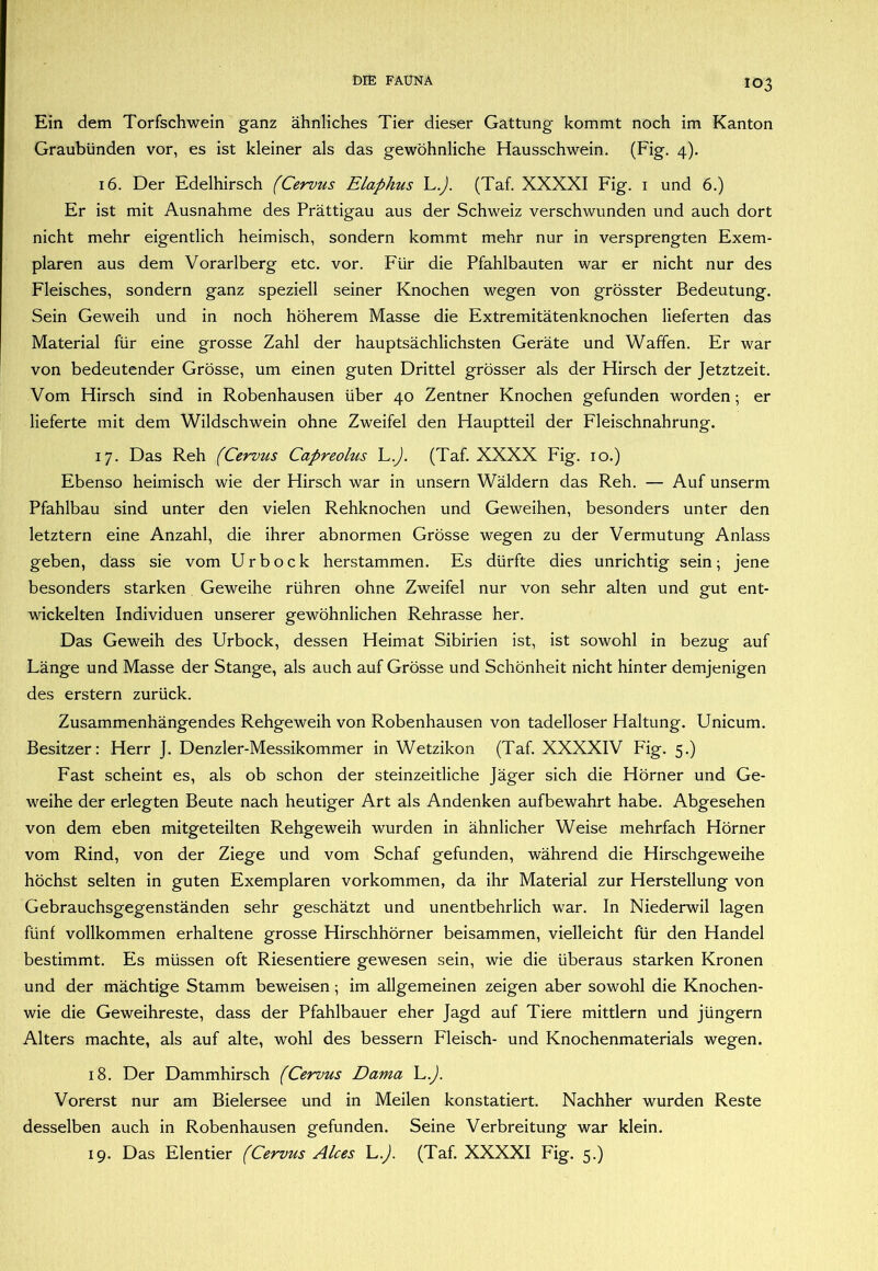 Ein dem Torfschwein ganz ähnliches Tier dieser Gattung kommt noch im Kanton Graubünden vor, es ist kleiner als das gewöhnliche Hausschwein. (Fig. 4). 16. Der Edelhirsch (Cervus Elaphus (Taf. XXXXI Fig. i und 6.) Er ist mit Ausnahme des Prättigau aus der Schweiz verschwunden und auch dort nicht mehr eigentlich heimisch, sondern kommt mehr nur in versprengten Exem- plaren aus dem Vorarlberg etc. vor. Für die Pfahlbauten war er nicht nur des Fleisches, sondern ganz speziell seiner Knochen wegen von grösster Bedeutung. Sein Geweih und in noch höherem Masse die Extremitätenknochen lieferten das Material für eine grosse Zahl der hauptsächlichsten Geräte und Waffen. Er war von bedeutender Grösse, um einen guten Drittel grösser als der Hirsch der Jetztzeit. Vom Hirsch sind in Robenhausen über 40 Zentner Knochen gefunden worden 5 er lieferte mit dem Wildschwein ohne Zweifel den Hauptteil der Fleischnahrung. 17. Das Reh (Cervus Capreolus C,). (Taf. XXXX Fig. 10.) Ebenso heimisch wie der Hirsch war in unsern Wäldern das Reh. — Auf unserm Pfahlbau sind unter den vielen Rehknochen und Geweihen, besonders unter den letztem eine Anzahl, die ihrer abnormen Grösse wegen zu der Vermutung Anlass geben, dass sie vom Urbock herstammen. Es dürfte dies unrichtig sein; jene besonders starken Geweihe rühren ohne Zweifel nur von sehr alten und gut ent- wickelten Individuen unserer gewöhnlichen Rehrasse her. Das Geweih des Urbock, dessen Heimat Sibirien ist, ist sowohl in bezug auf Länge und Masse der Stange, als auch auf Grösse und Schönheit nicht hinter demjenigen des erstem zurück. Zusammenhängendes Rehgeweih von Robenhausen von tadelloser Haltung. Unicum. Besitzer: Herr J. Denzler-Messikommer in Wetzikon (Taf. XXXXIV Fig. 5.) Fast scheint es, als ob schon der steinzeitliche Jäger sich die Hörner und Ge- weihe der erlegten Beute nach heutiger Art als Andenken aufbewahrt habe. Abgesehen von dem eben mitgeteilten Rehgeweih wurden in ähnlicher Weise mehrfach Hörner vom Rind, von der Ziege und vom Schaf gefunden, während die Hirschgeweihe höchst selten in guten Exemplaren Vorkommen, da ihr Material zur Herstellung von Gebrauchsgegenständen sehr geschätzt und unentbehrlich war. In Niederwil lagen fünf vollkommen erhaltene grosse Hirschhörner beisammen, vielleicht für den Handel bestimmt. Es müssen oft Riesentiere gewesen sein, wie die überaus starken Kronen und der mächtige Stamm beweisen; im allgemeinen zeigen aber sowohl die Knochen- wie die Geweihreste, dass der Pfahlbauer eher Jagd auf Tiere mittlern und jüngern Alters machte, als auf alte, wohl des bessern Fleisch- und Knochenmaterials wegen. 18. Der Dammhirsch (Cervus Dama C,.). Vorerst nur am Bielersee und in Meilen konstatiert. Nachher wurden Reste desselben auch in Robenhausen gefunden. Seine Verbreitung war klein. 19. Das Elentier (Cervus Alces L.). (Taf. XXXXI Fig. 5.)