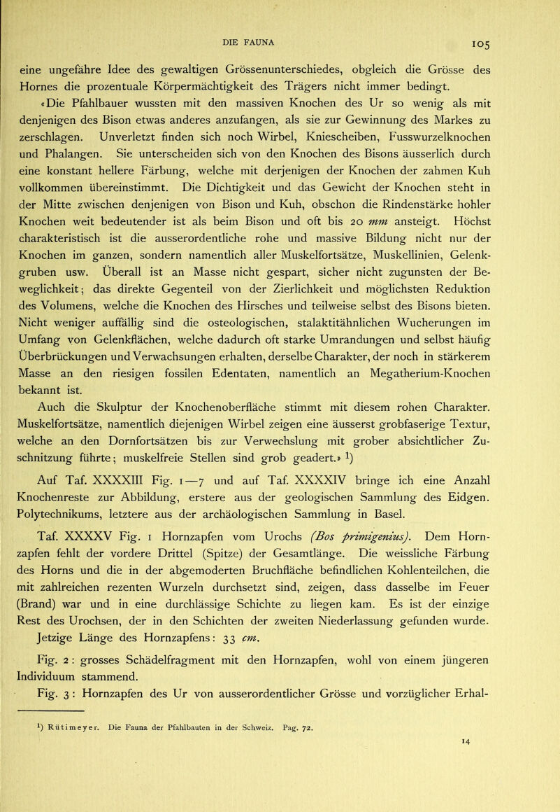 eine ungefähre Idee des gewaltigen Grössenunterschiedes, obgleich die Grösse des Hornes die prozentuale Körpermächtigkeit des Trägers nicht immer bedingt. «Die Pfahlbauer wussten mit den massiven Knochen des Ur so wenig als mit denjenigen des Bison etwas anderes anzufangen, als sie zur Gewinnung des Markes zu zerschlagen. Unverletzt finden sich noch Wirbel, Kniescheiben, Fusswurzelknochen und Phalangen. Sie unterscheiden sich von den Knochen des Bisons äusserlich durch eine konstant hellere Färbung, welche mit derjenigen der Knochen der zahmen Kuh vollkommen übereinstimmt. Die Dichtigkeit und das Gewicht der Knochen steht in der Mitte zwischen denjenigen von Bison und Kuh, obschon die Rindenstärke hohler Knochen weit bedeutender ist als beim Bison und oft bis 20 mm ansteigt. Höchst charakteristisch ist die ausserordentliche rohe und massive Bildung nicht nur der Knochen im ganzen, sondern namentlich aller Muskelfortsätze, Muskellinien, Gelenk- gruben usw. Überall ist an Masse nicht gespart, sicher nicht zugunsten der Be- weglichkeit ; das direkte Gegenteil von der Zierlichkeit und möglichsten Reduktion des Volumens, welche die Knochen des Hirsches und teilweise selbst des Bisons bieten. Nicht weniger auffällig sind die osteologischen, stalaktitähnlichen Wucherungen im Umfang von Gelenkflächen, welche dadurch oft starke Umrandungen und selbst häufig Überbrückungen und Verwachsungen erhalten, derselbe Charakter, der noch in stärkerem Masse an den riesigen fossilen Edentaten, namentlich an Megatherium-Knochen bekannt ist. Auch die Skulptur der Knochenoberfläche stimmt mit diesem rohen Charakter. Muskelfortsätze, namentlich diejenigen Wirbel zeigen eine äusserst grobfaserige Textur, welche an den Dornfortsätzen bis zur Verwechslung mit grober absichtlicher Zu- schnitzung führte; muskelfreie Stellen sind grob geadert.» 1) Auf Taf. XXXXIII Fig. 1—7 und auf Taf. XXXXIV bringe ich eine Anzahl Knochenreste zur Abbildung, erstere aus der geologischen Sammlung des Eidgen. Polytechnikums, letztere aus der archäologischen Sammlung in Basel. Taf. XXXXV Fig. i Hornzapfen vom Urochs (Bos primigenius). Dem Horn- zapfen fehlt der vordere Drittel (Spitze) der Gesamtlänge. Die weissliche Färbung des Horns und die in der abgemoderten Bruchfläche befindlichen Kohlenteilchen, die mit zahlreichen rezenten Wurzeln durchsetzt sind, zeigen, dass dasselbe im Feuer (Brand) war und in eine durchlässige Schichte zu liegen kam. Es ist der einzige Rest des Urochsen, der in den Schichten der zweiten Niederlassung gefunden wurde. Jetzige Länge des Hornzapfens: 33 cm. Fig. 2 : grosses Schädelfragment mit den Hornzapfen, wohl von einem jüngeren Individuum stammend. Fig. 3 : Hornzapfen des Ur von ausserordentlicher Grösse und vorzüglicher Erhal- Rütimeyer. Die Fauna der Pfahlbauten in der Schweiz. Pag. 72. 14