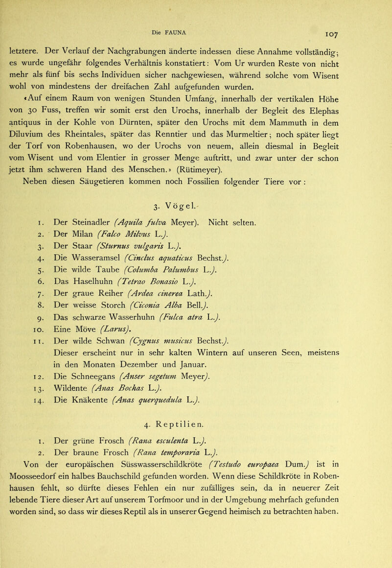 letztere. Der Verlauf der Nachgrabungen änderte indessen diese Annahme vollständig; es wurde ungefähr folgendes Verhältnis konstatiert: Vom Ur wurden Reste von nicht mehr als fünf bis sechs Individuen sicher nachgewiesen, während solche vom Wisent wohl von mindestens der dreifachen Zahl aufgefunden wurden. «Auf einem Raum von wenigen Stunden Umfang, innerhalb der vertikalen Höhe von 30 Fuss, treffen wir somit erst den Urochs, innerhalb der Begleit des Elephas antiquus in der Kohle von Dürnten, später den Urochs mit dem Mammuth in dem Diluvium des Rheintales, später das Renntier und das Murmeltier; noch später liegt der Torf von Robenhausen, wo der Urochs von neuem, allein diesmal in Begleit vom Wisent und vom Elender in grosser Menge auftritt, und zwar unter der schon jetzt ihm schweren Hand des Menschen.» (Rütimeyer). Neben diesen Säugetieren kommen noch Fossilien folgender Tiere vor : 3. Vögel.' 1. Der Steinadler (Aquila fulva Meyer). Nicht selten. 2. Der Milan (Falco Milvus L.J. 3. Der Staar (Sturnus vulgaris L.y). 4. Die Wasseramsel (Cinclus aquaticus Bechst.y*. 5. Die wilde Taube (Columba Palumbus C.). 6. Das Haselhuhn (Tetrao Bonasio C.). 7. Der graue Reiher (Ardea cinerea Lath.y). 8. Der weisse Storch (Ciconia Alba Bell.^). 9. Das schwarze Wasserhuhn (Fulca atra C.). 10. Eine Möve (Larus). 11. Der wilde Schwan (Cygnus musicus Bechst.y). Dieser erscheint nur in sehr kalten Wintern auf unseren Seen, meistens in den Monaten Dezember und Januar. 12. Die Schneegans (Anser segetum Meyer^). 13. Wildente (Anas Bochas L.J. 14. Die Knäkente (Anas querquedula L.J. 4. Reptilien. 1. Der grüne Frosch (Rana esculenta L.J. 2. Der braune Frosch (Rana temporaria L.J. Von der europäischen Süsswasserschildkröte (Testudo europaea Dum.J ist in Moosseedorf ein halbes Bauchschild gefunden worden. Wenn diese Schildkröte in Roben- hausen fehlt, so dürfte dieses Fehlen ein nur zufälliges sein, da in neuerer Zeit lebende Tiere dieser Art auf unserem Torfmoor und in der Umgebung mehrfach gefunden worden sind, so dass wir dieses Reptil als in unserer Gegend heimisch zu betrachten haben.