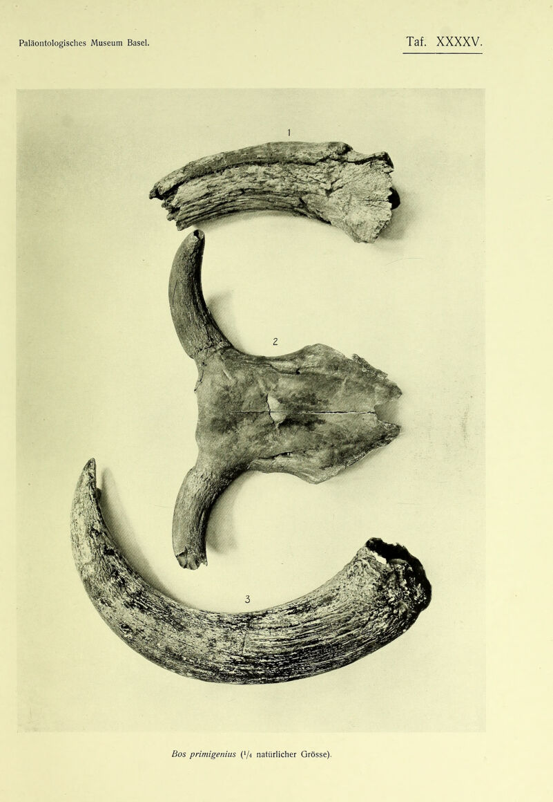 Bos primigenius {^4 natürlicher Grösse).