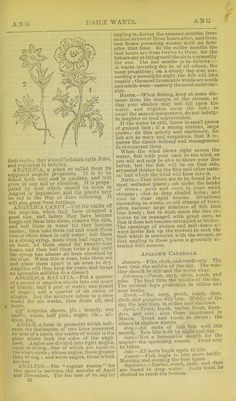 ANG their roots; they »houhl be taken up In June, and rei)'.unted in October. ANG1:LICA, a plant so calicd Irorn its supposed angelic properties. It is to be lound botli wild and in gardens, and will grovr in any soil or situation. It is propa- gated liy seed wliich sliould be sown in August or September, and the plants may be cut in the >Iay or June I'ollowiiig. it wili also grow from cuttings. AAGKLICA CAMDV.-Cut tlio stalks off the angelica, when they have obtained a good size, and before tiicy liave become tough cut tliem into slices, remove tlie skin, aiiu boil tlieni in water till they become tender; tlieii take them out and wash them two or tliree times in cold water; boii tliem in a strong syrup, made from loat sugar, lor an hour, let tliem stand lor twenty-four hours, and tlien boil them twice a day until tile syrup lias almost all been absorbed by the fruit. AVhen this is done, take them out and place them apart in an oven to dry. Angelica will thus keep for years, and Ibrms an agreeable addition to a dessert. ANGHUCA JlATAhlA.—l*ut a quarter of a iiound of angelica shoots into one (piart of brandy, half a pint of water, one pound of 8Ug;ir; add a quarter o1 an ounce ol allspice. I,et the miNtnre infu.se in a close vessel for si.k weeks, then drain oil, and 1 bottle. V J Angelica shoots, lib. ; brandy, one quart; water, lialf iiint; sugar, llb. ; all- spice, Inz. AN(J1,IC, a iorm in geometry which indi- cates the inclination ol two lines ineasured by arcs of a circle, the centre ol’which is the point where both tlie sides of the angh meet. Angies are dividcil into riglit angi>.s, •sinal to 91) cleg., four of which are ecinal to the whole circle ; obUise angles, those greater than un di'g.; and acute angles, those which are less. ANtjl.ING.—The “regular season” for the sport is lictwecui the months of y\iirll and >\oveniber. The Irti time of Uu day lor 23 angling is, during the summer months, from sunrise to two or tliree hours after, andlrom two hours preceding sunset until an hour after that time. In the colder months the best hours are from tw'clve to three, for the lish are shy at biting un til the air is lyarmed by the sun. The best weather is as follows :— A w:irm lowering day is, of all others, the most pre-pitious ; on a cloudy day also suc- ceeding a moonlight night the lish will bite readily ; the most favourable winds arci south and south-west—easterly the most uufavour- able. , . ,. li iNTS.—’When fishing, keep at some dis- tance from the margin oi’ the stream, so that j'our sliadoiv may not tall upon t-ie water, and frighten away the lish; to avoid the same consequences, do not indulge in laughter or loud conversa tion. If the water be still, throw in small pieces of ground bait; if a strong current, large pieces; do this quietly and cautiously, tor lish are so wary and suspicious, that it re- quires the nicest delicacy and management to oii-cumvent them. When the wind blows right across the water, lish with your back to the wind, as you will not only be able to throw your line better, but the lish will be on that side, attracted thither by the Hies and other natu- ral bait which the wind will blow into it. XoTE.—That bream are to be founo iii the most secluded places; eels under the bank.s of rivers ; perch and roach in clear suitt stJ’CtUiis; chub iu tloep shiulod holes; aiiu trout in clear rapid brooks. Situations abounding in weeds, or old stumps ol trees, often hartour large numbers of fish that bite freely ; but in such cases the line re- quires to be managed with great care, so that it does not become entangled or broken. The openings of sluices and mill-dams al- ways invite fish up the current to seek the I'ood which is conveyed with the stream, so that angling in these places is generally at- tended with success. Angler’s Calendar. Jammrw.—Pike, chub, and roach only. The best time the middle of the d;iy. 'Ihe wea- ther should be still and the water clear. Fchi'^Ktry.— Perch, c;u*p, chub, voncli, auo iiike. The best time the middle of the day. The mildest days preferable in eddies and near banks. , , , j/,<rt7i.-l’ike, carp, perch, roach, dace, chub, {iiid gucl;;oou will bite. lUiddie Oi tiio day the best time, in eddies and .shallows. .Ini i/.—Trout, tench, barbel, bleak, lloun- ders, and eels; al.so those mentioned in March. 'J’roiit and tench iu rivers; the others in shallow waters. All sorts ol lish bite well this nionl'h. Kels bite both by night and day. Jane.—'Not a favourable nionlh lor tlie angler -the Hiiawning season. Trout may be taken. . ^ ,/aIv.—All sorts begin again to bile, /liu/ttit.- Pish begin to bite more boUm Jloriiing and evening the besl times Scy-Wi^r.-lhirbel, roach, chill., •»' < are found hi deep water. Tails must be shotted to reach the bottom.