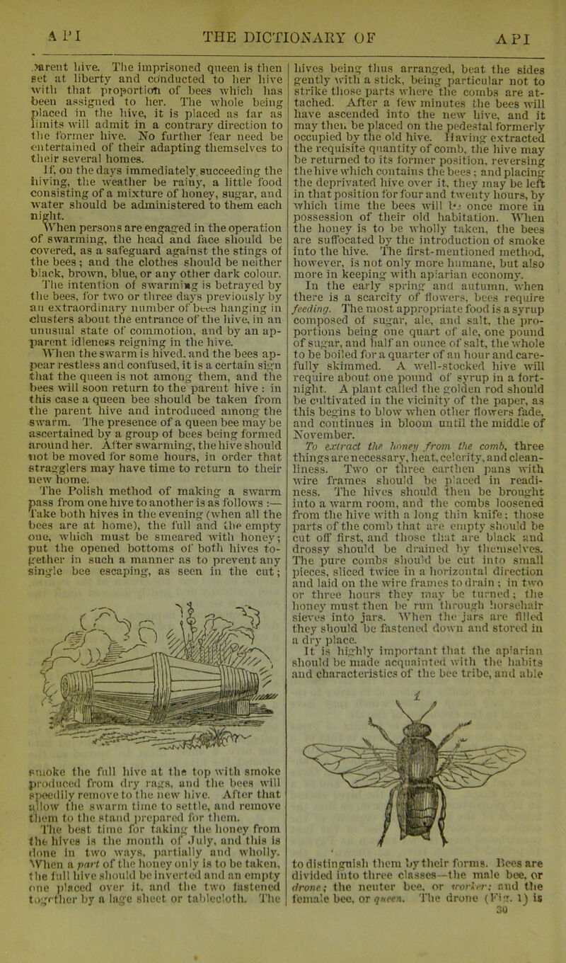 >areiit liive. The imprisoned queen is tlien fift iit liberty and conducted to lier liive with that proportion of bees which has been assigned to her. The whole being ilaced in the hive, it is placed as lar as imits will admit in a contrary direction to the former hive. No further fear need be entertained of their adapting themselves to their several homes. If, on the days immediately.succeeding the liiving, the weather be rainy, a little food consisting of a mixture of honey, sugar, and water should be administered to them each night. ■\\'hen persons are engaged in the operation of swarming, the head and face should be covered, as a safeguard against the stings of the bees ; and the clothes should be neither black, brown, blue, or any other dark colour. The intention of swarmi»g is betrayed by the bees, for two or throe days previously by au e.xtraordinary number of bees hanging in clusters about the entrance of the hive, in an unusual state of commotion, and by an ap- parent idleness reigning in the hive. ■\Vhen the swarm is hived, and the bees ap- pear restless and confused, it is a certain sign that the queen is not among them, and the bees wall soon return to the parent hive : in this case a queen bee should be taken from the parent hive and introduced among the swarm. The presence of a queen bee may be ascertained by a group of bees being formed around her. After swarming, the hive should not be moved for some hours, in order that stragglers may have time to return to their new home. The Polish method of making a swarm pass from one hive to another is as follows :— Take both hives in the evening (when all the bees are at home), the full and the empty one, which must be smeared with honey; put the opened bottoms of both hives t'o- getlier in such a manner as to prevent any single bee escaping, as seen in the cut; smoke the full hive at the top with smoke produced from dry rags, and the bees will srieedily remove to the new hive. After that allow tlie swarm time to settle, and remove tiiem to the stand |)rei)arcd for them. ’1‘he best time for taking the honey from the hives is tiie month of .Tuly, and this is done in two ways, partially and wholly. ^Vllen a part of the honey only is to be taken, the full hive should be inverted and an empty one placed over it, and the two fastened together by a lage sheet or tablecloth. The hives being thus arranged, beat the sides gently \vith a stick, being particular not to strike tliose parts where the combs are at- tached. After a few minutes the bees will have ascended into the new hive, and it may then be placed on the pedestal formerly occupied by the old hive. 11 aving extracted the requisite quantity of comb, the hive may be returned to its former position, reversing the hive which contains the bees; and placing the deprivated hive over it, they may be left in that position for four and twenty hours, by which lime the bees will pj once more in possession of their old habitation. YHieu the honey is to be wholly taken, the bees are suffocated by the introduction of smoke into the hive. The first-mentioned method, however, is not only more humane, but also more in keeping with apiarian economy. In the early spring and autumn, when there is a scarcity of flowers, bees I'cquire feeding. I'he most appropriate food is a syrup composed of sugar, ale, and salt, the pro- portions being one quart of ale, one pound of sugar, and lialf an ounce of salt, the whole to be boiled for a quarter of an hour and care- fully skimmed. A well-stocked hive will require about one pound of syrup in a fort- night. A plant called the golden rod should be cultivated in the vicinity of the paper, as this begins to blow when other flowers fade, and continues in bloom until the middle of November. To extract the honey from the comb, three things are necessary, heat, celerity, and clean- liness. Two or three earthen j)ans with wire frames should be p'aced in readi- ness. The hives should then be brought into a warm room, and the combs loosened from the hive with a long thin knife; those parts of the comb that are empty should be cut off first, and those tliat are black and drossy should be drained by themselves. The pure combs should be cut into small pieces, sliced twice in a horizontal direction and laid on the wire frames to drain ; in two or three hours they iviay be turned; the honey must then be run through horsehair sieves into jar.s. 'SVhen the jars arc filled they should be fastemsl down and stored in a dry place. It is highly important that the apiarian should be made acquainted with the habits and characteristics of the bee tribe, and able to distinguish them by their forms, llees are divided into three classes—the male bee, or drone; the neuter bee, or trorler; .■’.ud the female bee, or The drone (I'ig. i) it 3U