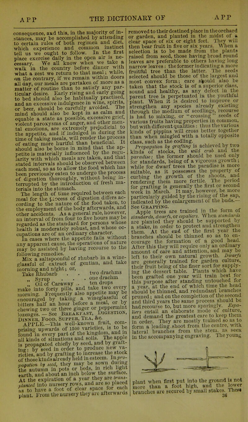 consequence, and this, in the majority of in- stances, may be accomplished by attending to certain rules of both regimen and diet, which experience and common instinct tell us we ought to follow. In the first place exercise daily in the open air is ne- cessary. We all know when we take a walk in the country before dinner with what a zest we return to that meal; while, on the contrary, if we remain within doors all day, our meals are partaken of more as a matter of I’outine than to satisfy any par- ticular desire. Early rising and early going to bed should also be habitually practised, and an excessive indulgence in wine, spirits, or beer, should be carefully avoided. Ihe mind should also be kept in as calm and equable a state as possible, excessive griel, violent paroxysms of anger, and other men- tal emotions, are extremely prejudicial to the appetite, and if indulged in during the time of taking meals, will render the process of eating more huriiul than beneficial. It should also be borne in mind that the ap- petite is materially influenced by the r^u- larity with which meals are taken, and that stated intervals should be obsen'ed beUveen each meal, so as to allow the food which has been previously eaten to undergo the process of digestion thoroughly, without being in- terrupted by the introduction of fresh ma- terials into the stomach. The length of time required between each meal for tlie piccess of digestion differs ac- cording to the nature of the food taken, to the employment of the body afterwards, and other accidents. As a general rule, however, an interval of from four to five hours maybe regarded as the standard for persons whose health is moderately robust, and whose oc- cupations are of an ordinary character. In cases where the appetite fails without any apparent cause, the operations of nature may be assisted by having recourse to the following remedies. . Mix a saltspoonful of rhubarb m a wine- glassful of extract of gentian, and take morning and nfght; or, , , Take llhubarb . • I'® drachms Syrup . . • one drachm ” Oil of Caraway .. ten drops make into forty pills, and take two every morning. Frequently also appetite mav be encouraged by taking a wincglasslul of bitters half an hour before a meal, or by chewing two or tliree ginger or peppermint lozenges. — See Bueakfast, Oigestion, OiNNEU, Food, Suppek, Tea, &c. APPLE.—This well-known fruit, com- prising upwards of 1500 varieties, is to be found in every part of the kingdom, and m all kinds of situations and soils. Ihe apple is propagated chiefly by seed, and by gralt- liiK' by seed in order to produce new va- rieties, and by grafting to increase the stock of those kinds already held in esteem. In pro- vaaation bit seed, they may be sown d'l!''!? the autumn in ixits or beds, in rich lighi earth, and about an inch below the suriace. At tlie expiration of a year they are h-oin- planted into nursery rows, and are so us to have a foot of clear space lor each removed to their destined place in the orchard or garden, and planted in the midst of a clear space of six or eight feet. They^ will then bear fruit in five or six years. M hen a selection is to be made from the plants raised from seed, those having broad round leaves are preferable to others having long narrow leaves: the former indicating a more fruitful tree than the latter. The seeds selected should be those of the largest and most convex form; care si>ould also be taken that the stock is of a superior class, sound and healthy, as any defect in the parent tree is perpetuated in the youthful plant. When it is desired to improve or strengthen any species already existing through the medium of seedlings, recourse is had to mixing, or “crossing” seeds of various fruits having properties in common, but \vith different qualities : thus the various kinds of pippins will cross better together than when mingled with a totaUy opposite class, such as the codUng. Propagation by grafting is achieved by two kinds of stocks, the xcild crab and the paradise: the former should be used only for standards, being of a vigorous growth ; while for dwarf trees the paradise is more suitable, as it possesses the property of curbing the growth of the shoots, and rendering them more fertile. The period for grafting is generally the fii*st or second week in March. It may, however, be more particularly guided by the rising of the sap, indicated by the enlargement of the buds.— SeeGRAETING. ^ . X, ^ r Apple trees are tramed in the form of standards, dwarfs, or espaliers. 'When standards are planted they should be supported by a stake, in order to protect and strengthen them. At the end of the first year the branches should be thinned so as to en- courage the formation of a good head. After this they will require only an ordinary amount of care and attention, and may be left to their own natural growth. Dwarfs are generally trained for garden culture, their fruit being of the finer sort for supply- ing the dessert table. Plants which have been grafted one year will train best for this purpose after standing untouched for a year, at the end of which time the head should be thinned, and redundant branchc.s pruned; and on the completion of the second and third years the same process should be had recourse to, but more sparingly. Espa- liers entail an elaborate mode of culture, and demand the greatest care to keep them in order. They are mostly trained so as to form a leading shoot from the centre, with lateral branches from the stem, as seen in the accompanying engraving. 'J he young plant when first put into the ground is not more than a foot high, and the lo\\cr branches are secured by small stakes. I lies*