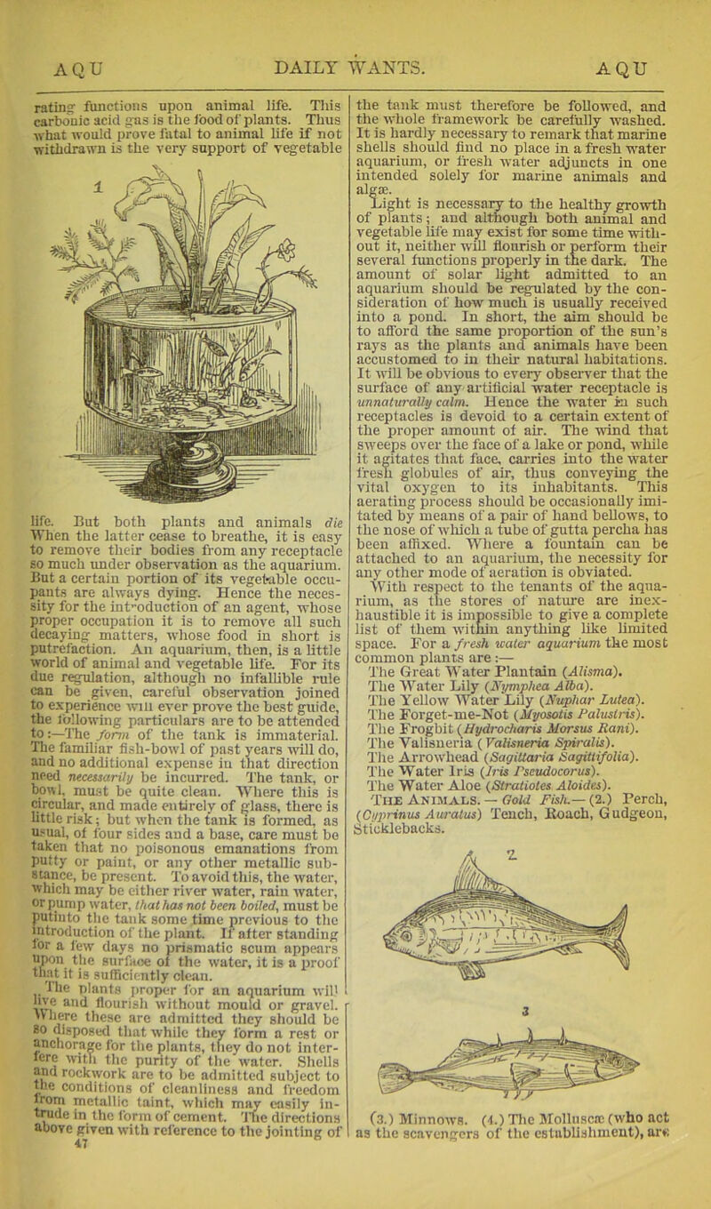 ratings functions upon animal life. Tliis carbonic acid gas is the Ibod of plants. Thus ivhat would prove fatal to animal life if not withdrawn is the very support of vegetable life. But both plants and animals die When the latter cease to breathe, it is easy to remove their bodies from any receptacle so much under obsei-vation as the aquarium. But a certain portion of its vegetiible occu- pants are always dying. Hence the neces- sity for the int-oduction of an agent, whose proper occupation it is to remove all such decaying matters, whose food in short is putrefaction. An aquarium, then, is a little world of animal and vegetable life. For its due regulation, althou^i no infallible rule can be given, careful observation joined to experience win ever prove the best guide, the following particulars are to be attended to'fhe form of the tank is immaterial. Tlie familiar fish-bowl of past years mil do, and no additional expense in that direction need necasarily be incurred. The tank, or bowl, must be quite clean. Where this is circular, and made entirely of glass, there is little risk; but when the tank is formed, as u.«ual, ot four sides and a base, care must bo taken that no poisonous emanations from putty or paint, or any other metallic sub- stance, be present. To avoid this, the water, which may be either river ivater, rain water, or pump water, that has not been boiled, must be putiiito the tank some time previous to the introduction of the plant. It after standing lor a few days no prismatic scum appears upon the surface of the water, it is a proof that it is sufhciently clean. The plants proper for an aquarium will live and flourish without mould or gravel. Mliere these are admitted they should be 80 disposed that while tliey form a rest or anchorage for the plants, they do not inter- fere with the purity of the water. Shells and rockwqrk are to be admitted subject to the conditions of cleanliness and freedom from metallic taint, which may easily iii- trode in the form of cement. The directions above given with reference to the jointing of the tank must therefore be followed, and the whole framework be carefully washed. It is hardly necessary to remark that marine shells should find no place in a fresh water aquarium, or fresh water adjuncts in one intended solely for marine animals and algae. Light is necessary to the healthy growth of plants; and although both animal and vegetable life may exist for some time with- out it, neither will flourish or perform their several functions pi’operly in the dark. The amount of solar light admitted to an aquarium should be regulated by the con- sideration of how much is usually received into a pond. In short, the aim should be to afford the same proportion of the sun’s rays as the plants and animals have been accustomed to in their natural habitations. It will be obvious to every observer that the surface of any artificial water receptacle is unnaturally calm. Hence the water in such receptacles is devoid to a certain extent of the proper amount of air. Tlie ■wind that sweeps over the face of a lake or pond, while it agitates that face, carries into the water fresh globules of air, thus conveying the vital oxygen to its inhabitants. This aerating process should be occasionally imi- tated by means of a pair of hand beUows, to the nose of wliich a tube of gutta percha has been affixed. Where a fountain can be attached to an aquarium, the necessity for any other mode of aeration is obviated. With respect to the tenants of the aqua- rium, as the stores of nature are ine.x- haustible it is impossible to give a complete list of them within anything like limited space. For a fresh water aquarium the most common plants are :— The Great Water Plantain {Alisma), The Water Lily {Xymphea Alba). The Yellow Water Lily (Nuphar Lutea). The Forget-me-Not (Myosotis Palustris). The Frogbit {^Hydrocharis Morsus Rani). The Valisueria (Valisneria Spiralis). The Arrowhead {SagiUaria Sagittifolia). The Water Iris {Iris Pseudocorus). The Water Aloe (Stratiotes Aloides). The Animals. — ffoW Fish.— (2.) Perch, {Cyprinus Auratus) Tench, Koach, Gudgeon, Sticklebacks. f3.) Minnows. (I.) Tlie Mollnsca; (who act as the scavengers of the establishment), are