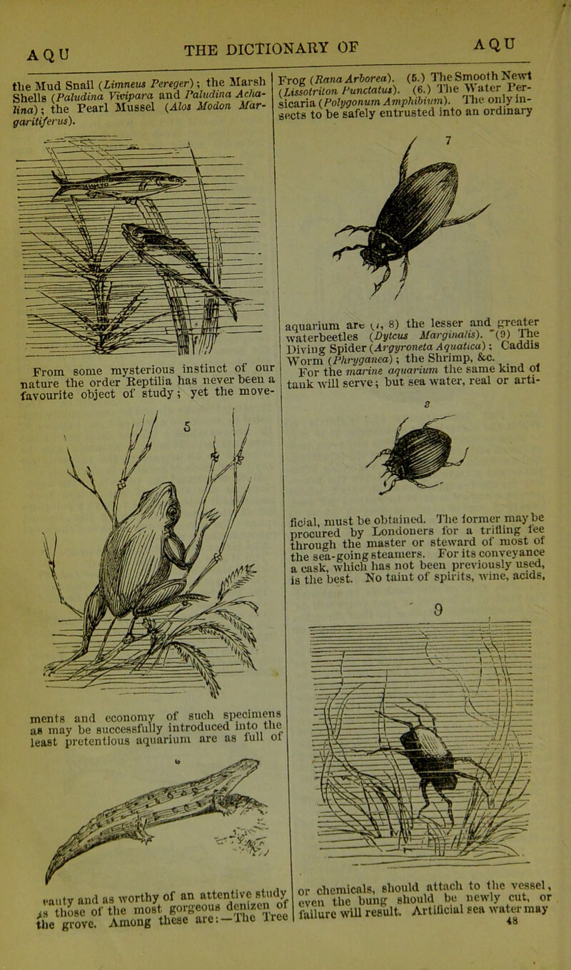 the Mud Snail (Limneus Pereger); the Marsh Shells (Paludina Vivipara and Paludina Acha- lina); the Pearl Mussel (Alos Modon Mar- gariti/erus). From some mysterious instinct of our nature the order Keptilia has never been a favourite object of study; yet the move- Frog (RanaArhorea). (B.) Tlie Smooth Nmvt (Lissolrilon Punctatut). (6.) The M ater 1 er- sicaria (Polygonum AmpJiibitim). nie only in- sects to be safely entrusted into an ordinary aquarium arc u, 8) the lesser and grc^r waterbeetles {Dytcus Marginalis). '(9) The Diving Spider {Argyroneta Aqitatica); Caddis Worm (Phryganea); the Shrimp, &c. For the marine aquarium the same kind ol tank will serve; but sea water, real or arti- ments and economy of such specimens as may be successfully introduced into the least pretentious aquarium are as lull oi ,.auty and as worthy of an attentive stiidy s tliLe of the most gorgeous ficial, must be obtained. The iormer may be procured by Londoners for a trifling lee through the master or steward of most ol the sea-going steamers. For its conveyance a cask, which has not been previously us^, is the best. Ko taint of spirits, wine, acids, chemicals, should attach to the vessel, n the bung should be newly cut, or lure will result. Artiflcial sea water may