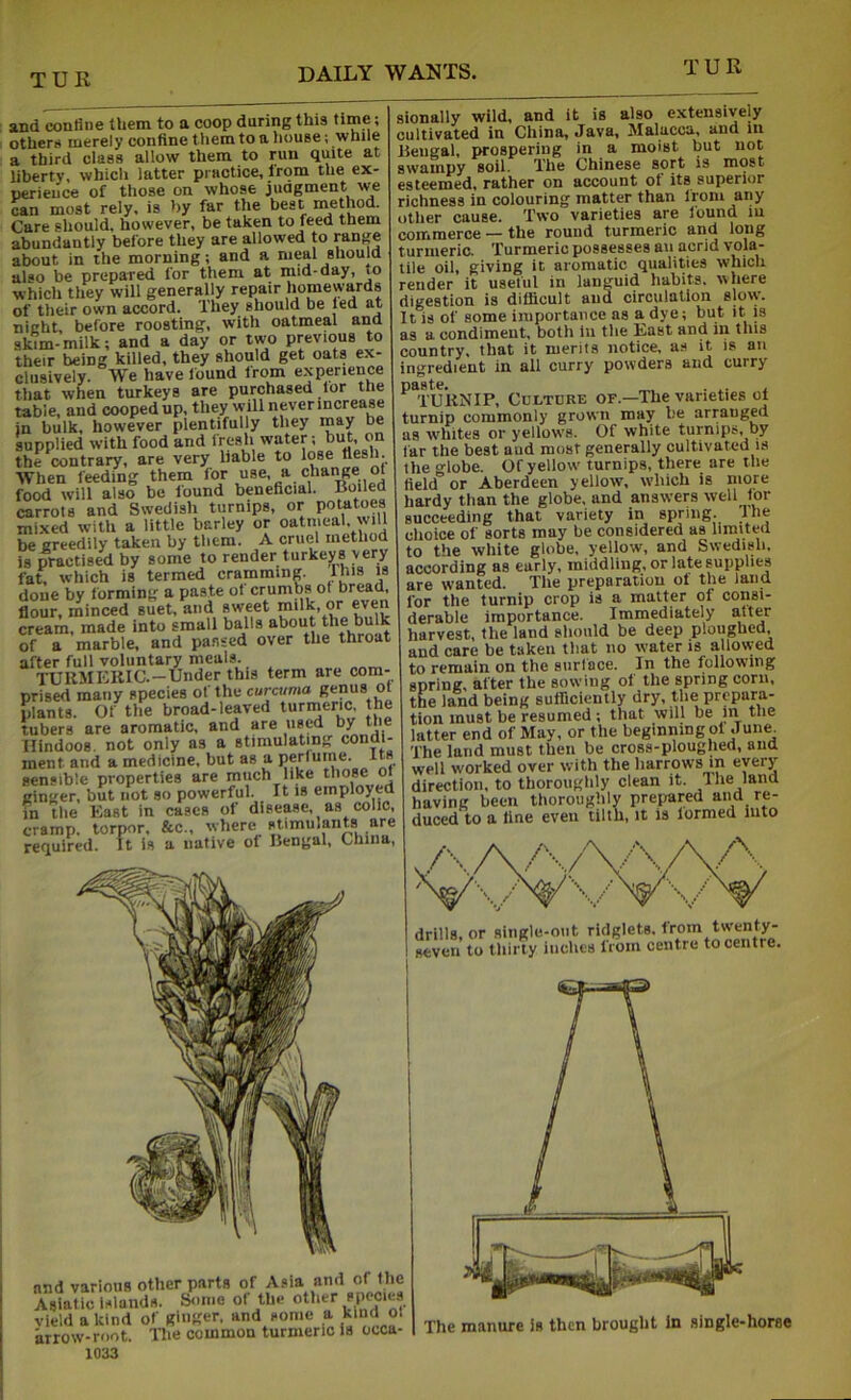 and confine them to a coop during this time; others merely confine tliem to a liouse; while a third class allow them to run quite at liberty, which latter practice, I'rom the ex- perience of those on whose juagment we can most rely, is by far the best method. Care should, however, be taken to feed them abundantly before they are allowed to range about in the morning; and a meal should also be prepared for them at mid-day, to which they will generally repair homevyards of their own accord. They should be led at night, before roosting, with oatmeal and skim-milk; and a day or two previous to their being killed, they should get oats ex- clusively. We have lound from experience that when turkeys are purchased lor the table, and cooped up, they will never increase in bulk, however plentifully they ^e supplied with food and fresh water; but on the contrary, are very liable to lose “esb- When feeding them food will also be found beneficial. Boiled carrots and Swedish turnips, or potatoes mixed with a little barley or oatmeal, will be greedily taken by them. A cruel method is practised by some to render turkey^s very fat. which is termed cramming. Ihis is done by forming a paste ol crumbs of bread, flour, minced suet, and sweet milk, or even cream, made into small balls about the bulk of a marble, and passed over the throat after full voluntary meals. turmeric.—Under this term are com- prised many species of the curcuma genus ot plants. Of the broad-leaved turmeric, the tubers are aromatic, and are used by the Hindoos, not only as a stimulating condi- ment and a medicine, but as a perfume, its sensible properties are much like those oi ginger, but not so powerful. It is employed in the East in cases of disease, as colic, cramp, torpor. &c., where stimuiants are required. It is a native of Bengal, China sionally wild, and it is also extensively cultivated in China, Java, Malacca, and in Bengal, prospering in a moist but not swampy soil. The Chinese sort is most esteemed, rather on account ol its superior richness in colouring matter than Ironi any other cause. Two varieties are found in commerce — the round turmeric and long turmeric. Turmeric possesses an acrid vola- tile oil, giving it aromatic qualities which render it useful in languid habits, where digestion is difficult and circulation slo\y. It is of some importance as a dye; but it is as a condiment, both lii the East and in this country, that it merits notice, as it is an ingredient in all curry powders and curry *’^TURNIP, Culture of.—The varieties ot turnip commonly grown rony be arranged as w'hites or yellow's. Of white turnips, by far the best aud most generally cultivated is the globe. Of yellow' turnips, there are tlie field or Aberdeen yellow, which is more hardy than the globe, and answers well for succeeding that variety in spring. The clioice of sorts may be considered as limited to the white globe, yellow, and Swedish, according as early, middling, or late supplies are wanted. The preparation of the land for the turnip crop is a matter of consi- derable importance. Immediately alter harvest, the land should be deep ploughed, and care be taken that no w'ater is allow;ed to remain on the surface. In the following spring, after the sowing of the spring corn, the land being sufficiently dry, the prepara- tion must be resumed; that will be in the latter end of May, or the beginning ot June The land must then be cross-ploughed, and well worked over with the harrows m every direction, to thoroughly clean it. The land having been thoroughly prejiared and re- duced to a tine even tilth, it is formed into drills, or single-out ridglets. seven to thirty inches Irom centre to centre. 1 various other parts of Asia and of the iatic Islands. Some of the other Id a kind of gin«er. and some a kind ol ■ow-root. llie common turmeric is otca- The manure is then brought In single-horse