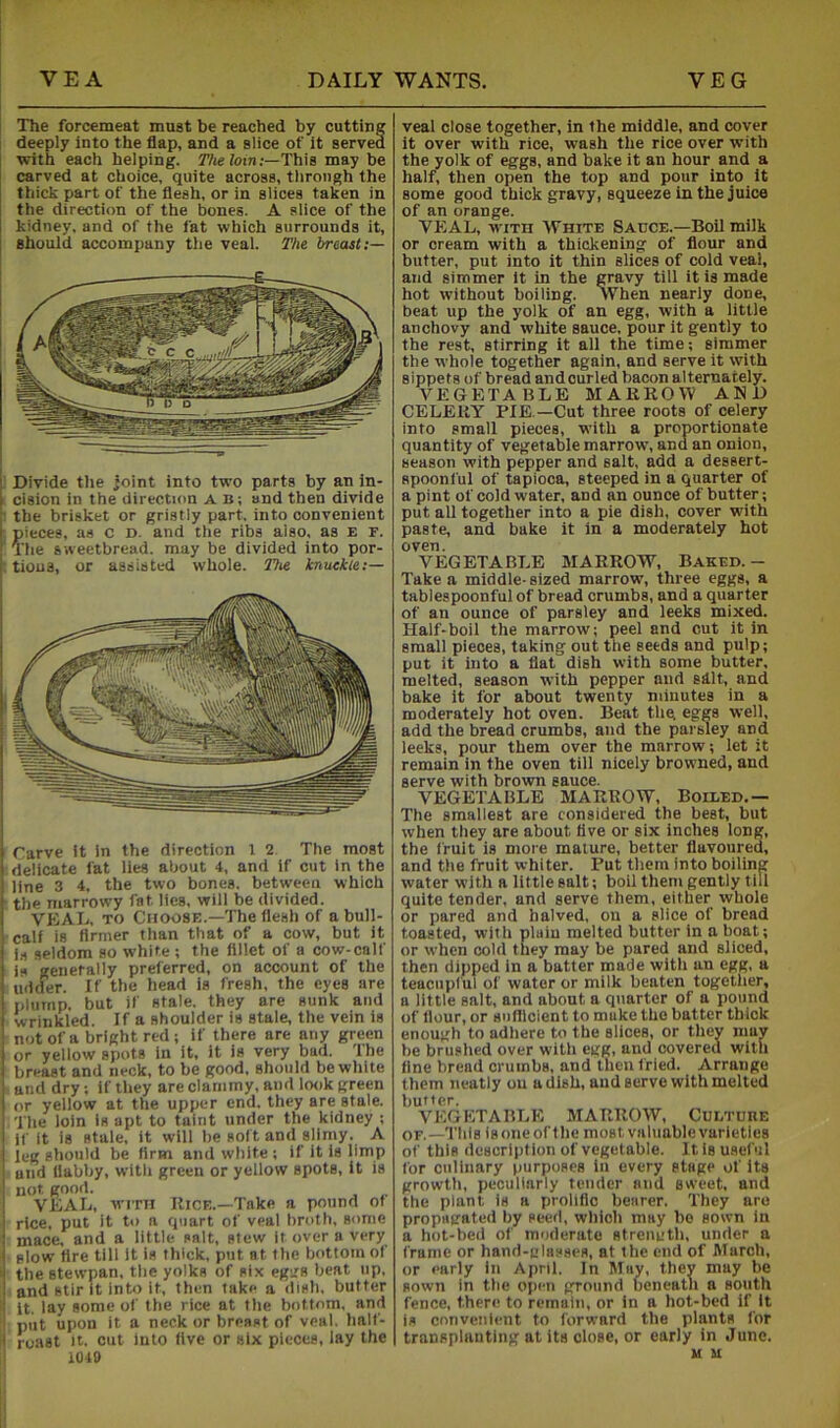 The forcemeat must be reached by cutting deeply into the flap, and a slice of it served with each helping. 77ie iom;—This may be carved at choice, quite across, through the thick part of the flesh, or in slices taken in the direction of the bones. A slice of the kidney, and of the fat which surrounds it, I should accompany the veal. The breast:— ' Divide the joint into two parts by an in- I cision in the direction a b; and then divide the brisket or gristly part, into convenient ?ieces, as c D. and the ribs also, as e f. he sweetbread, may be divided into por- I tious, or assisted whole. ?7i« knuckle:— Tarve it in the direction 1 2 The most delicate fat lies about 4, and if cut in the line 3 4. the two bones, between which ■ the marrowy fat lies, will be divided. VEAL, TO Choose.—The flesh of a bull- calf is firmer than that of a cow, but it Is seldom so white ; the fillet of a cow-calf is generally preferred, on account of the lidder. If the head is fresh, the eyes are plump, but if stale, they are sunk and wrinkled. If a shoulder is stale, the vein is not of a bright red ; if there are any green or yellow spots in it, it is very bad. The breast and neck, to be good, should be white and dry; if they are clammy, and lottk green or yellow at the upper end, they are stale. The loin is apt to taint under the kidney ; if it Is stale, it will be soft and slimy. A ieg should be firm and white; if it is limp and flabby, with green or yellow spots. It is not good. VEAL, WITH Rice.—Take a pound of rice, put it to a quart of veal hroth, some mace, and a little salt, stew it over a very slow fire till it is thick, put at the bottom of the stewpan, the yolks of six eggs beat up, and stir It into it, then take a dish, butter It. lay some of the rice at the bottom, and put upon it a neck or breast of veal, half- roast It. cut into five or six pieces, lay the 1040 veal close together, in the middle, and cover it over with rice, wash the rice over with the yolk of eggs, and bake it an hour and a half, then open the top and pour into it some good thick gravy, squeeze in the juice of an orange. VEAL, WITH White Sauce.—Boil milk or cream with a thickening of flour and butter, put into it thin slices of cold veai, and simmer ft in the gravy till it is made hot without boiling. When nearly done, beat up the yolk of an egg, with a little anchovy and white sauce, pour it gently to the rest, stirring it all the time; simmer the whole together again, and serve it with sippets of bread and curled bacon alternately. VEGETABLE MARROW AND CELERY PIE—Cut three roots of celery into small pieces, with a proportionate quantity of vegetable marrow, and an onion, season with pepper and salt, add a dessert- spoonful of tapioca, steeped in a quarter of a pint of cold water, and an ounce of butter; put all together into a pie dish, cover with paste, and bake it in a moderately hot oven. VEGETABLE MARROW, Baked.- Take a middle- sized marrow, three eggs, a tablespoonful of bread crumbs, and a quarter of an ounce of parsley and leeks mixed. Half-boil the marrow; peel and cut it in small pieces, taking out the seeds and pulp; put it into a flat dish with some butter, melted, season with pepper and slit, and bake it for about twenty minutes in a moderately hot oven. Beat the, eggs well, add the bread crumbs, and the parsley and leeks, pour them over the marrow; let it remain in the oven till nicely browned, and serve with brown sauce. VEGETABLE MARROW, Boiled,— The smallest are considered the best, but when they are about five or six inches long, the fruit is more mature, better flavoured, and the fruit whiter. Put them into boiling water with a little salt; boil them gently till quite tender, and serve them, either whole or pared and halved, ou a slice of bread toasted, with plain melted butter in a boat; or when cold they may be pared and sliced, then dipped in a batter made with an egg, a teacupful of water or milk beaten together, a little salt, and about a quarter of a pound of flour, or sufllcient to make the batter thick enough to adhere to the slices, or they may be brushed over with egg, and covered with fine bread crumbs, and then fried. Arrange them neatly ou a dish, and serve with melted butler, VEGETABLE MARROW, Culture OF.—Tills isoneofthe most valuable varieties of this description of vegetable. Itisuseful for culinary purposes in every stage of its growth, peculiarly tender and sweet, and the plant is a prolific bearer. They are propagated by seed, wliicli may bo sown in a hot-bed of moderate strength, under a frame or hand-glasses, at the end of March, or early in April. In May, thev may be sown in the open ground beneath a south fence, there to remain, or in a hot-bed if it Is convenient to forward the plants for transplanting at its ciose, or early in June. M U