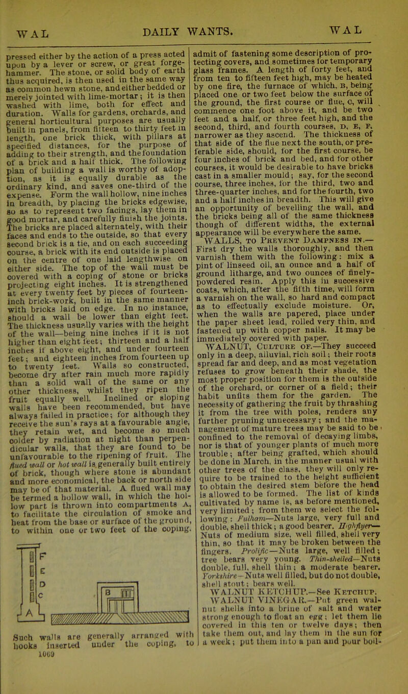 pressed either by the action of a press acted upon by a lever or screw, or great forge- hammer. The atone, or solid body of earth thus acquired, is then used in the same way as common hewn stone, and either bedded or merely jointed with lime-mortar; it is then washed with lime, both for effect and duration. 'SYalla for gardens, orchards, and general horticultural purposes are usually built in panels, from fitteen to thirty ieet in length, one brick thick, with pillars at specitied distances, for the purpose of adding to their strength, and the foundation of a brick and a half thick. The following plan of building a wall is worthy of adop- tion, as it is equally durable as the ordinary kind, and saves one-third of the expense. Form the wall hollow, nine inches In breadth, by placing the bricks edgewise, BO as to represent two facings, lay them in food mortar, and carefully finish the joints. he bricks are placed alternately, with their faces and ends to the outside, so that every second brick is a tie, and on each succeeding course, a brick with its end outside is placed on the centre of one laid lengthwise on either side. The top of the wall must be covered with a coping of stone or bricks projecting eight inches. It is strengthened at every twenty feet by pieces of fourteen- inch brick-work, built in the same manner with bricks laid on edge. In no instance, should a wall be lower than eight feet. The thickness usually varies with the height of the wall—being nine inches if it is not higher than eight feet; thirteen and a half inches if above eight, and under fourteen feet; and eighteen inches from fourteen up to twenty leet. Walls so constructed, become dry after rain much more rapidly than a solid wall of the same or any other thickness, whilst they ripen the fruit equally well Inclined or sloping walls have been recommended, but have always failed in practice; for although they receive the sun’s rays at a favourable angle, they retain wet, and become so much colder by radiation at night than perpen- dicular walls, that they are found to be unfavourable to the ripening of fruit. The dued vaU or hot teall is.generally built entirely of brick, though where stone is abundant and more economical, the back or north side may be of that material. A lined wall may be termed a hollow wall, in which the hol- low part is thrown into compartments A, to facilitate the circulation of smoke and heat from the base or surface of the ground, to within one or two feet of the coping. Such walls are generally arranged with hooks Inserted under the coping, to iova admit of fastening some description of pro- tecting covers, and sometimes for temporary glass frames. A length of forty feet, and from ten to fifteen feet high, may be heated by one fire, the furnace of which, b, being placed one or two feet below the surface of the ground, the first course or flue, c, will _ commence one foot above it, and be two feet and a half, or three feet high, and the second, third, and fourth courses, d, e, f. narrower as they ascend. The thickness of that side of the flue next the south, or pre- ferable side, should, for the first course, be four Inches of brick and bed, and for other courses, it would be desirable to have bricks cast in a smaller mould; say, for the second course, three inches, for the third, two and three-quarter inches, and for the fourth, two and a half inches in breadth. This will give an opportunity of bevelling the wall, and the bricks being all of the same thickness though of different widths, the external appearance will be everywhere the same. WALLS, TO Prevent Dampness in.— First dry the walls thoroughly, and then varnish them with the following: mix a pint of linseed oil, an ounce and a half of ground litharge, and two ounces of finely- powdered resin. Apply this in successive coats, which, after the fifth time, will form a varnish on the wall, so hard and compact as to effectually exclude moisture. Or, when the walls are papered, place under the paper sheet lead, rolled very thin, and fastened up with copper nails. It may be immediately covered with paper. WALNUT, Culture of.—They succeed only in a deep, alluvial, rich soil; their roots spread far and deep, and as most vegetation refuses to grow beneath their shade, the most proper position for them is the outside of the orchard, or corner of a field; their habit unfits them for the garden. The necessity of gathering the fruit by thrashing it from the tree with poles, renders any further pruning unnecessary; and the ma- nagement of mature trees may be said to be • confined to the removal of decaying limbs, nor is that of younger plants of much more trouble; after being grafted, which should be done in March, in the manner usual with other trees of the class, they will only re- quire to be trained to the height suflicient to obtain the desired stem before the head is allowed to be formed. The list of kinds cultivated by name is, as before mentioned, very limited ; from them we select the fol- lowing : Fu/Aowi—Nuts large, very full and double, shell thick; a good bearer. U'ghfiytr^ Nuts of medium size, well filled, shell very thin, so that it may be broken between the fingers. Prolific—'Swtt large, well filled; tree bears very young. T’/iin-jAeded—Nuts double, full, shell thin; a moderate bearer. }'or*iAi>e—Nuts well filled, but do not double, shell stout: bears well. WALNUT KKTCHUP.-.See Ketchup. WALNUT VlNKCAll.—I’lit green wal- nut shells into a brine of salt and water strong enough to float an egg; let them lie covered in this ten or twelve days; then take them out, and lay them in the sun for a week; put them into a pan and puur boil-