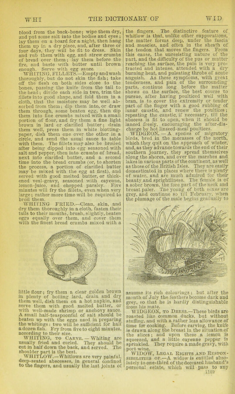 blood from the back-hone; wipe them dry, and put some salt into the bodies and eyes ; lay them on a board for a night, then hang them up in a dry place, and, after three or four days, they will be fit to dress. Skin and rub them with egg, and strew crumbs of bread over them; lay them before the fire, and baste with butter until brown enough. Serve with egg sauce. WHITING, FILLETS.—Empty and wash thoroughly, but do not skin the fish; take off the fiesh on both sides close to the bones, passing the knife from the tail to the head -, divide each side in two, trim the fillets into good shape, and fold them in a cloth, that the moisture may be well ab- sorbed from them; dip them into, or draw them through, some beaten egg, then dip them into fine crumbs mixed with a small ortion of Hour, and fry them a fine light rown in lard or clarified butter; drain them well, press them in white blotting- paper, dish them one over the other in a circle, and send the usual sauce to table with them. The fillets may also be broiled after being dipped into egg seasoned with salt and pepper, then into crumbs of bread, next into clarified butter, and a second time into the bread crumbs (or, to shorten the process, a portion of clarified butter may be mixed with the egg at first), and served with good melted butter, or thick- ened veal-gravy, seasoned with cayenne, lemon-juice, and chopped parsley. Five minutes will fry the fillets, even when very large; rather more time will be required to broil them. WHIITNG FRIBD.-Clean, skin, and dry them thoroughly in a cloth, fasten their tails to their mouths, brush, slightly, beaten eggs equally over them, and cover them with the finest bread crumbs mi.xed with a little flour; fry them a clear golden browm in i>lenty of boiling lard, drain and dry them well, dish them on a hot napkin, and serve them witli good melted butter, or with well-made shrimp or anchovy sauce. A small half-teaspoonlul of salt should be beaten up with the eggs used in preparing the whitings: two will be sulQcicnt for half a dozen ilsh. Fry from live to eiglit minutes, according to their size. AVIiriTNG, TO Cauve. — Whiting are usually fried and curled. They should be cut in half down the back, and served. The Shoulder part is the beat. WHITLOW.—Whitlow'S are very painful, deep-seated abscesses, in general confined to the lingers, and usually ttie last joints of the fingers. The distinctive feature of whitlow is that, unlike other suppurations, the matter forms deep, under the fascia and muscles, and often in the sheath of the tendon that moves the fingers. From this cause, the unresisting nature of the part, and the difficulty of the pus or matter reaching the surface, the pain is very pro- tracted and intense, attended w'ith a dry burning heat, and pulsating throbs of acute anguish. As these symptoms, with great tenderness, and pain of the surrounding parts, continue long before the matter shows on the surface, the best course to pursue, after having poulticed well with bran, is to cover the extremity or tender part of the finger with a good rubbing of lunar caustic, and renew the poultices; repeating the caustic, if necessary, till the abscess is fit to open, when it should be lanced freely, encouraging the after-dis- charge by hot linseed-meal poultices. WIDGEON. — A species of migratory birds, bred in the morasses of the north, which they quit on the approach of winter, and, as they advance towards the end of their southern journey, they spread themselves along the shores,' and over the marshes and lakes in various parts of the continent, as well as those of the British Isles. They are easily domesticated in places where there is plenty of w'ater, and are much admired for their beauty and sprightliness. The female is of a sober brown, the fore part of the neck and breast paler. Tne young of both sexes are grey, and continue so till Februa.'-j-, when tlie plumage of the male begins gra-Jually to assume its rich colourings; but after the mimtli of July the feathers become dark and grey, so that he is hardly distinguishable from his mate. WIDGEON, TO Dress.—Tliese birds are roasted like common ducks, but without stuffing, and with a rather less allowance of time for cooking. Before carving, the knife is drawn along the breast in the situation of the slices; and upon these a lemon is squeezed, and a little cayenne pepper is sprinkled. They require a made gravy, with port wine. AVIDOW, Legal Rights and Respon- siniMTir.s OF.—A widow is entitled abso- lutely to one-third of thedeceased husband’s personal cslute, which will pass to any II0-2
