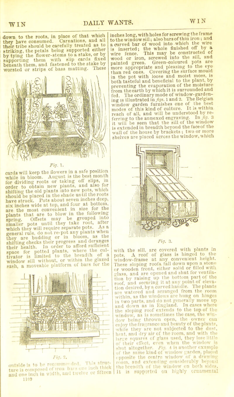 down to the roots, in place of that which they have consumed. Carnations, and all their tribe should be carefully treated as to striking, the petals being supported either by tying the flower-stems to a stake, or by supporting them with slip cards fixed beneath them, and fastened to the staxe by worsted or strips of bass matting. These inches long, with holes for screwing the frame to the window sill; alsobarsof thin iron ; and a curved bar of wood into which the wire is inserted; the whole finished off by a wire fence. This may be constructed of wood or iron, screwed into the sill, and painted green. Green-coloured pots are more appropriate and pleasing to the eye than red ones. Covering the surface mould in the pot with loose and moist moss, is both tasteful and beneficial to the plant, by preventing the evaporation of the moisture from the earth by which it is surrounded and fed. The ordinary mode of window-garden- ing is illustrated in/ys. 1 and 2. The Belgian window garden furnishes one of the best modes of this kind of culture. It is within reach of all, and will be understood by re- ferring to the annexed engraving. In y/jr. 3 it will be seen that the sill of the window is extended in breadth beyond the face of the wall of the house by brackets ; two or more shelves are placed across the window, which Fig. 1. cards will keep the flowers in a safe position while in bloom. August is the best month for dividing roots or taking off slips, in order to obtain new plants, and also tor shifting the old plants into new pots, which should be placed in the shade until the roots have struck. I’ots about seven inches deep, six inches wide at top, and four at bottom, are the most convenient in size for the plants that are to blow in the follovviiig spring. Offsets may be grouped into smaller pots until they take root, after which they will require separate pots. As a general rule, do not re-pot any plants when they are budding or in bloom, as the Shifting checks their progress and deranges their health. In order to aflord suificient space for potted plants, where the cul- tivator is limited to the hreadlh of a window sill without, or within the glazed sash, a moveable platform of bars lor the striie- ontside is to be rec umru ilcl. tore is composed of iron h o < one iiiel hick and one inch in ii idth, uin; tw elve or lillecn Fig. ,3. with the sill, are covered with plants in pots. A roof of glass is hinged to the window-frame at any convenient height, 'fliese sloping roofa tall down upon a at,one or wooden trorit, either solid or tilled with '^hiss and are opened and shut loi ventila- tion by raising up the bottom part, of the roof and securing it at any iioint of eleva- tion desired, by a curved liaudle. The plants are watered and arranged from the room itliin, us the windows are hung on liinges in two parts, and do not generally move up and down ns in Kngland. In cases where the sloping roof e.xlenda to the top ol' the winilow, a.s i.s sometime.s the case, the win- dow heiinr thrown open, the owmr can enjoy the fragrance and beauty of the plants, 'vliile they are not subjected to Die dust, h'at, and dry air of the room, and with the larve squares of glass used, they lose little o!' their iTlVct, even wluii the window in -hut altogether. Fig. t is nnnthiT exnmple of the same kind of window garden, placed ( iiposite the centre window of a diawiiu' room, and extending considerably lieyoi.il the breadth ol the wimlow on both side.s. U IS supportiil on highly oniatnental