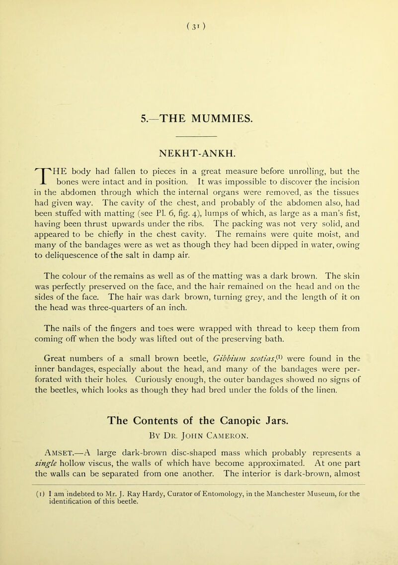 5.—THE MUMMIES. NEKHT-ANKH. HE body had fallen to pieces in a great measure before unrolling, but the bones were intact and in position. It was impossible to discover the incision in the abdomen through which the internal organs were removed, as the tissues had given way. The cavity of the chest, and probably of the abdomen also, had been stuffed with matting (see PI. 6, fig. 4), lumps of which, as large as a man’s fist, having been thrust upwards under the ribs. The packing was not very solid, and appeared to be chiefly in the chest cavity. The remains were quite moist, and many of the bandages were as wet as though they had been dipped in water, owing to deliquescence of the salt in damp air. The colour of the remains as well as of the matting was a dark brown. The skin was perfectly preserved on the face, and the hair remained on the head and on the sides of the face. The hair was dark brown, turning grey, and the length of it on the head was three-quarters of an inch. The nails of the fingers and toes were wrapped with thread to keep them from coming off when the body was lifted out of the preserving bath. Great numbers of a small brown beetle, Gibbium scotias!;^'> were found in the inner bandages, especially about the head, and many of the bandages were per- forated with their holes. Curiously enough, the outer bandages showed no signs of the beetles, which looks as though they had bred under the folds of the linen. Amset.—A large dark-brown disc-shaped mass which probably represents a single hollow viscus, the walls of which have become approximated. At one part the walls can be separated from one another. The interior is dark-brown, almost The Contents of the Canopic Jars. By Dr. John Cameron. (i) I am indebted to Mr. J. Ray Hardy, Curator of Entomology, in the Manchester Museum, for the identification of this beetle.
