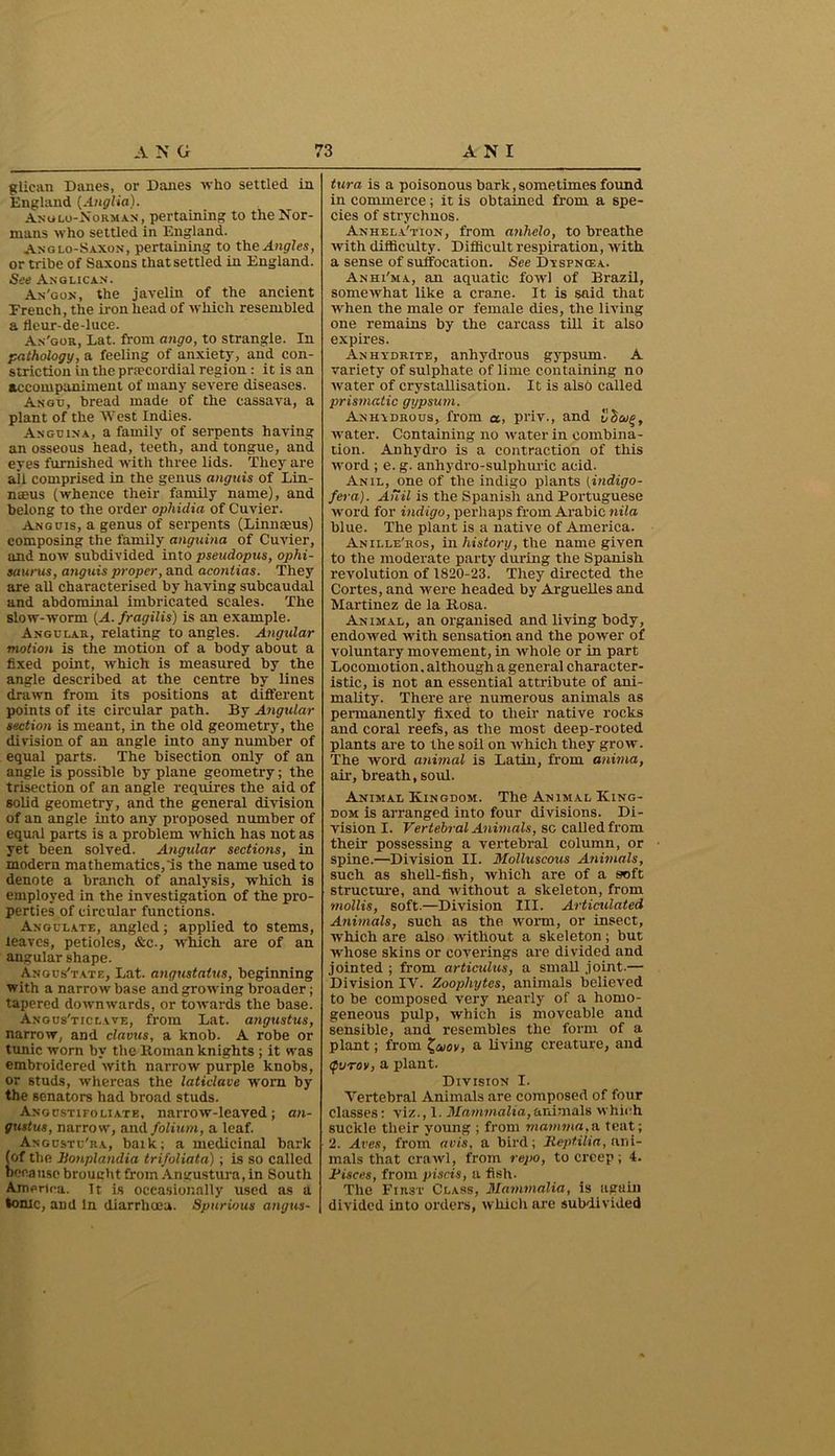 glican Danes, or Danes who settled in England (Anglia). Anglo-Norman , pertaining to the Nor- mans who settled in England. Anglo-Saxon, pertaining to the Angies, or tribe of Saxons that settled in England. See Anglican. An'gon, the javelin of the ancient French, the iron head of which resembled a lleur-de-luce. An'gor, Lat. from ango, to strangle. In pathology, a feeling of anxiety, and con- striction in the pnecordial region : it is an accompaniment of many severe diseases. Ango, bread made of the cassava, a plant of the AVest Indies. An go in a, a family of serpents having an osseous head, teeth, and tongue, and eyes furnished with three lids. They are ail comprised in the genus anguis of Lin- naeus (whence their family name), and belong to the order ophidia of Cuvier. Angcis, a genus of serpents (Linnaeus) composing the family anguina of Cuvier, and now subdivided into pseudopus, ophi- saurus, anguis proper, and aconlias. They are all characterised by having subcaudal and abdominal imbricated scales. The slow-worm (A. fragilis) is an example. Angular, relating to angles. Angular motion is the motion of a body about a fixed point, which is measured by the angle described at the centre by lines drawn from its positions at different points of its circular path. By Angular section is meant, in the old geometry, the division of an angle into any number of equal parts. The bisection only of an angle is possible by plane geometry; the trisection of an angle requires the aid of solid geometry, and the general division of an angle into any proposed number of equal parts is a problem which has not as yet been solved. Angular sections, in modern mathematics,'is the name used to denote a branch of analysis, which is employed in the investigation of the pro- perties of circular functions. Angulate, angled; applied to stems, leaves, petioles, &c., which are of an angular shape. Angus'tate, Lat. angustalus, beginning with a narrow base and growing broader; tapered downwards, or towards the base. Angus'ticlave, from Lat. angustus, narrow, and clavus, a knob. A robe or tunic worn by the Homan knights ; it was embroidered with narrow purple knobs, or studs, whereas the lattclave worn by the senators had broad studs. Angdstifoliate, narrow-leaved; an- gustus, narrow, and folium, a leaf. Angcstu'ra, baik; a medicinal bark (of the Ronplandia trifoliata); is so called beca use brouixht from Angusturn, in South America, it is occasionally used as a tome, and In diarrhoea. Spurious angus- tura is a poisonous bark,sometimes found in commerce; it is obtained from a spe- cies of strychnos. Anhela'tion, from anhelo, to breathe with difficulty. Difficult respiration, with a sense of suffocation. See Dyspncea. Anhi'ma, an aquatic fowl of Brazil, somewhat like a crane. It is said that when the male or female dies, the living one remains by the carcass till it also expires. Anhydrite, anhydrous gypsum. A variety of sulphate of lime containing no water of crystallisation. It is also called prismatic gypsum. Anhydrous, from a, priv., and vhaig, water. Containing no water in combina- tion. Anhydro is a contraction of this word ; e. g. ahhydro-sulphuric acid. Anil, one of the indigo plants (indigo- fera). An il is the Spanish and Portuguese word for indigo, perhaps from Arabic nila blue. The plant is a native of America. Anille'hos, in history, the name given to the moderate party during the Spanish revolution of 1820-23. They directed the Cortes, and were headed by Arguelles and Martinez de la Rosa. Animal, an organised and living body, endowed with sensation and the power of voluntary movement, in Yvhole or in part Locomotion, although a general character- istic, is not an essential attribute of ani- mality. There are numerous animals as permanently fixed to their native rocks and coral reefs, as the most deep-rooted plants are to the soil on which they grow. The word animal is Latin, from anima, ah-, breath, soul. Animal Kingdom. The Animal King- dom is arranged into four divisions. Di- vision I. Vertebral Animals, so called from their possessing a vertebral column, or spine.—Division II. Molluscous Animals, such as shell-fish, which are of a soft structure, and without a skeleton, from mollis, soft.—Division III. Articulated Animals, such as the worm, or insect, which are also without a skeleton; but whose skins or coverings are divided and jointed ; from articulus, a small joint.— Division IV. Zoophytes, animals believed to be composed very nearly of a homo- geneous pulp, which is moveable and sensible, and resembles the form of a plant; from Z,o>ov, a living creature, and <pi/Tov, a plant. Division I. Vertebral Animals are composed of four classes: viz., 1. Mammalia, animals which suckle their young ; from mamma,a. teat; 2. Aves, from avis, a bird; Reptilia, ani- mals that craivl, from repo, to creep; 4. Risces, from piscis, a fish. The First Class, Mammalia, is again divided into orders, which are subdivided