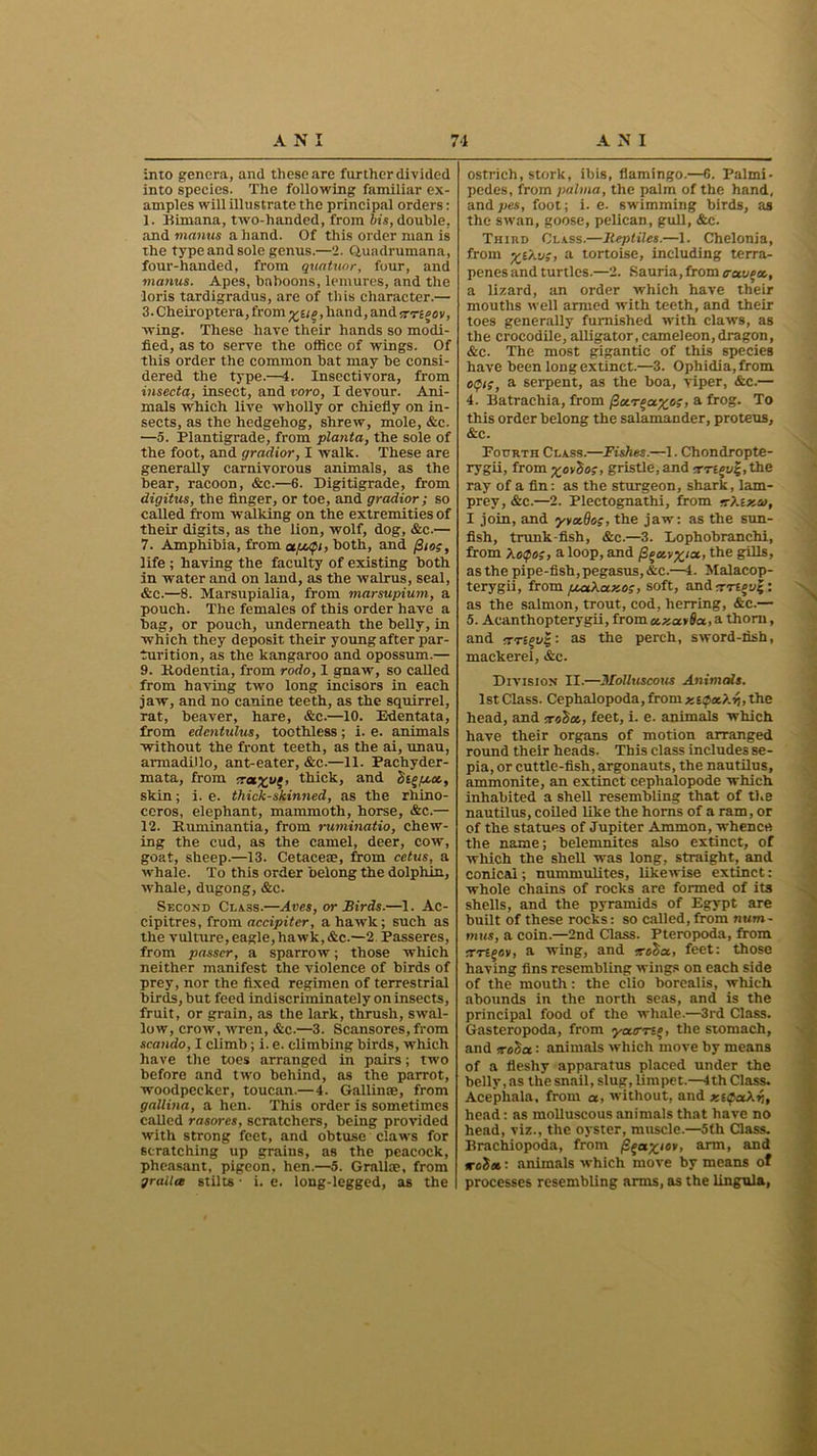 into genera, and these are further divided into species. The following familiar ex- amples will illustrate the principal orders: 1. Bimana, ttvo-handed, from bis, double, and mantis a hand. Of this order man is the type and sole genus.—2. Quadrumana, four-handed, from quatuor, four, and mantis. Apes, hahoons, leniures, and the loris tardigradus, are of this character.— 3. Cheiroptera, from yue, hand, and ernoov, wing. These have their hands so modi- fied, as to serve the office of wings. Of this order the common bat may be consi- dered the type.—4. Insectivora, from insecta, insect, and voro, I devour. Ani- mals which live wholly or chiefly on in- sects, as the hedgehog, shrew, mole, &c. —5. Plantigrade, from planta, the sole of the foot, and gradior, I walk. These are generally carnivorous animals, as the hear, racoon, &c.—6. Digitigrade, from digitus, the finger, or toe, and gradior ; so called from walking on the extremities of their digits, as the lion, wolf, dog, &c.— 7. Amphibia, from atfjupi, both, and (3ic;, life ; having the faculty of existing both in water and on land, as the walrus, seal, &c.—8. Marsupialia, from marsupium, a pouch. The females of this order have a bag, or pouch, underneath the belly, in which they deposit their young after par- turition, as the kangaroo and opossum.— 9. Kodentia, from rodo, 1 gnaw, so called from having two long incisors in each jaw, and no canine teeth, as the squirrel, rat, beaver, hare, &c.—10. Edentata, from edcntulus, toothless; i. e. animals without the front teeth, as the ai, unau, armadillo, ant-eater, &c.—11. Pachyder- mata, from iratxui’ thick, and bieu,ct, skin; i. e. thick-skinned, as the rhino- ceros, elephant, mammoth, horse, &c.— 12. Ruminantia, from ruminatio, chew- ing the cud, as the camel, deer, cow, goat, sheep.—13. Cetaceae, from cetus, a whale. To this order belong the dolphin, whale, dugong, &c. Second Class.—Aves, or Birds.—4. Ac- cipitres, from accipiter, a hawk; such as the vulture, eagle,hawk, &c.—2 Passeres, from passer, a sparrow; those wrhich neither manifest the violence of birds of prey, nor the fixed regimen of terrestrial birds, but feed indiscriminately on insects, fruit, or grain, as the lark, thrush, swal- low, crow, wren, &c.—3. Scansores, from scando, I climb; i. e. climbing birds, which have the toes arranged in pairs; two before and two behind, as the parrot, woodpecker, toucan.— 4. Gallime, from gallina, a hen. This order is sometimes called rasores, scratchers, being provided with strong feet, and obtuse claws for scratching up grains, as the peacock, pheasant, pigeon, hen.—5. Gralloe, from yruita stilts ■ i. e. long-legged, as the ostrich, stork, ibis, flamingo.—6. Palmi- pedes, from palma, the palm of the hand, andpes, foot; i. e. swimming birds, as the swan, goose, pelican, gull, &c. Third Class.—Reptiles.—1. Chelonia, from a tortoise, including terra- penes and turtles.—2. Sauria, from trav^a., a lizard, an order which have their mouths well armed with teeth, and their toes generally furnished with claws, as the crocodile, alligator, cameleon,dragon, &c. The most gigantic of this species have been long extinct.—3. Ophidia.from otfis, a serpent, as the boa, viper, &c.— 4. Batraehia, from fiocr^axo;, a frog. To this order belong the salamander, proteus, &c. Fourth Class.—Fishes.—1. Chondropte- rygii, from yo^o;, gristle, and erriev%, the ray of a fin: as the sturgeon, shark, lam- prey, &c.—2. Plectognathi, from erhixto, I join, and yvoiOo;, the jaw: as the sun- fish, trunk-fish, &c.—3. Eophobranchi, from ho$og, a loop, and ^eavyia, the gills, as the pipe-fish, pegasus, &c.—4. Malacop- terygii, from pcaXaxo;, soft, andrrrtji/j;: as the salmon, trout, cod, herring, &c.— 5. Aeanthopterygii, from a.xat 9a, a thorn, and TTtevi': as the perch, sword-fish, mackerel, &c. Division II.—Molluscous Animals. 1 st Class. Cephalopoda, from x , the head, and eroha., feet, i. e. animals which have their organs of motion arranged round their heads. This class includes se- pia, or cuttle-fish, argonauts, the nautilus, ammonite, an extinct ceplialopode which inhabited a shell resembling that of the nautilus, coiled like the horns of a ram, or of the statues of Jupiter Ammon, whence the name; belemnites also extinct, of which the shell was long, straight, and conical; nummulites, likewise extinct: whole chains of rocks are formed of its shells, and the pyramids of Egypt are built of these rocks: so called, from num- mus, a coin.—2nd Class. Pteropoda, from rrricov, a wing, and crcoa, feet: those having fins resembling wings on each side of the mouth: the elio borealis, which abounds in the north seas, and is the principal food of the whale.—3rd Class. Gasteropoda, from yam*, the stomach, and voSa: animals which move by means of a fleshy apparatus placed under the belly, as the snail, slug, limpet.—4th Class. Acepliala, from a, without, and xiCahr,, head: as molluscous animals that have no head, viz., the oyster, muscle.—5th Class. Brachiopoda, from {L^ayjor, arm, and jr: animals which move by means of processes resembling arms, as the lingula,