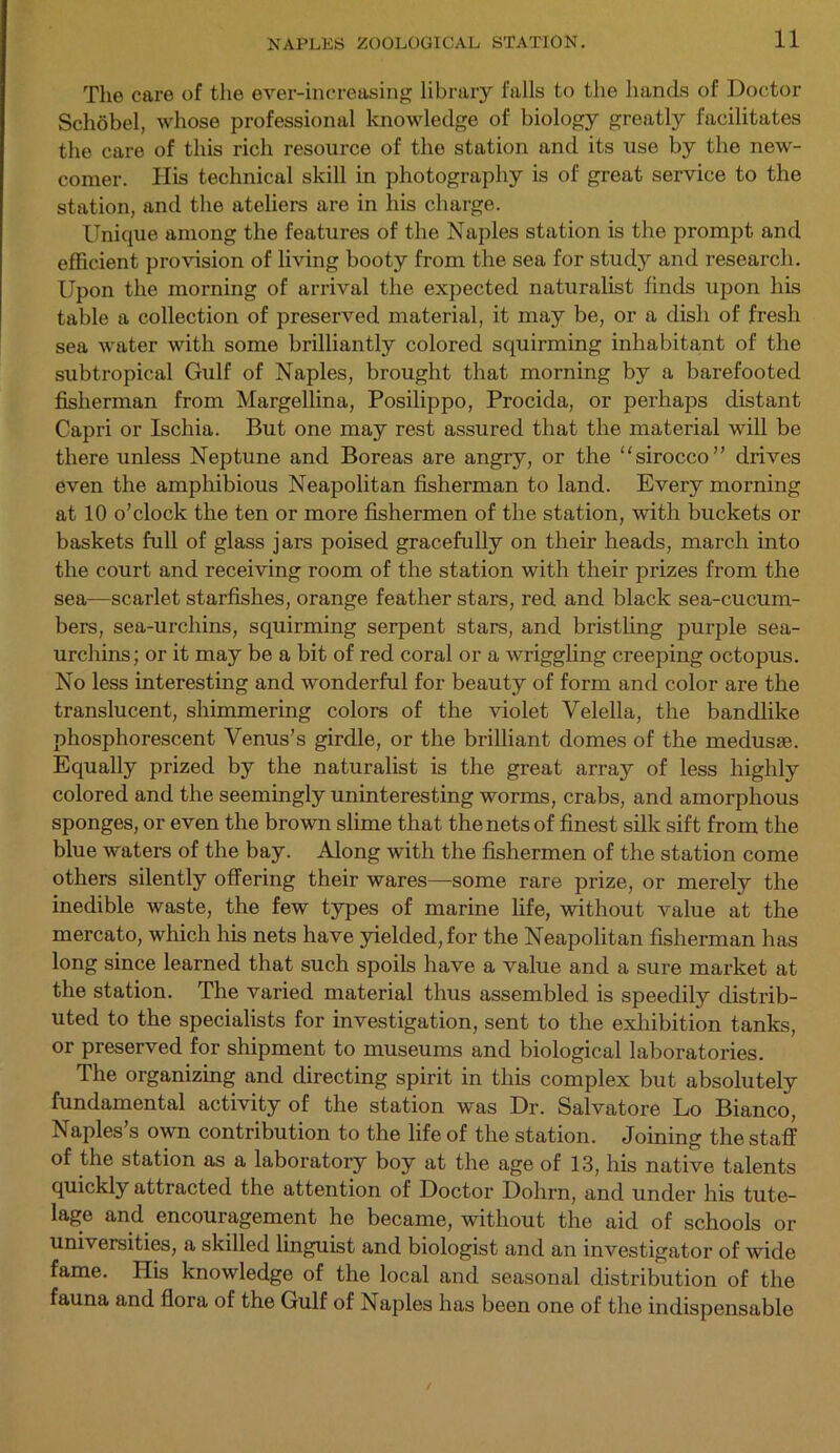 The care of the ever-increasing library falls to the hands of Doctor Schobel, whose professional knowledge of biology greatly facilitates the care of this rich resource of the station and its use by the new- comer. His technical skill in photography is of great service to the station, and the ateliers are in his charge. Unique among the features of the Naples station is the prompt and efficient provision of living booty from the sea for study and research. Upon the morning of arrival the expected naturalist finds upon his table a collection of preserved material, it may be, or a dish of fresh sea water with some brilliantly colored squirming inhabitant of the subtropical Gulf of Naples, brought that morning by a barefooted fisherman from Margellina, Posilippo, Procida, or perhaps distant Capri or Ischia. But one may rest assured that the material will be there unless Neptune and Boreas are angry, or the sirocco” drives even the amphibious Neapolitan fisherman to land. Every morning at 10 o’clock the ten or more fishermen of the station, with buckets or baskets full of glass jars poised gracefully on their heads, march into the court and receiving room of the station with their prizes from the sea—scarlet starfishes, orange feather stars, red and black sea-cucum- bers, sea-urchins, squirming serpent stars, and bristling purple sea- urchins; or it may be a bit of red coral or a wriggling creeping octopus. No less interesting and wonderful for beauty of form and color are the translucent, shimmering colors of the violet Velella, the bandlike phosphorescent Venus’s girdle, or the brilliant domes of the medusae. Equally prized by the naturalist is the great array of less highly colored and the seemingly uninteresting worms, crabs, and amorphous sponges, or even the brown slime that the nets of finest silk sift from the blue waters of the bay. Along with the fishermen of the station come others silently offering their wares—some rare prize, or merely the inedible waste, the few types of marine life, without value at the mercato, which his nets have yielded, for the Neapolitan fisherman has long since learned that such spoils have a value and a sure market at the station. The A^aried material thus assembled is speedily distrib- uted to the specialists for investigation, sent to the exhibition tanks, or preserved for shipment to museums and biological laboratories. The organizing and directing spirit in this complex but absolutely fundamental activity of the station was Dr. Salvatore Lo Bianco, Naples’s own contribution to the life of the station. Joining the staff of the station as a laboratory boy at the age of 13, his native talents quickly attracted the attention of Doctor Dohrn, and under his tute- lage and encouragement he became, without the aid of schools or universities, a skilled linguist and biologist and an investigator of wide fame. His knowledge of the local and seasonal distribution of the fauna and flora of the Gulf of Naples has been one of the indispensable