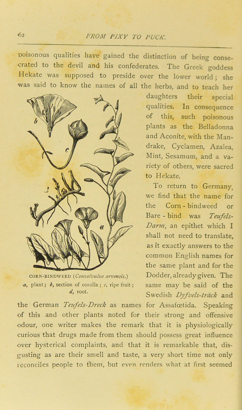<S2 poisonous qualities have gained the distinction of being conse- •crated to the devil and his confederates. The Greek goddess Hekate was supposed to preside over the lower world; she was said to know the names of all the herbs, and to teach her daughters their special qualities. In consequence of this, such poisonous plants as the Belladonna and Aconite, with the Man- drake, Cyclamen, Azalea, Mint, Sesamum, and a va- riety of others, were sacred to Hekate. To return to Germany, we find that the name for the Corn - bindweed or Bare - bind was Teufels- Dartn, an epithet which I shall not need to translate, as it exactly answers to the common English names for the same plant and for the Dodder, already given. The same may be said of the Swedish Dyfvels-trdck and the German Tenfels-Dreck as names for Assafoetida. Speaking of this and other plants noted for their strong and offensive odour, one writer makes the remark that it is physiologically curious that drugs made from them should possess great influence over hysterical complaints, and that it is remarkable that, dis- gusting as are their smell and taste, a very short time not only icconciles people to them, but even renders what at first seemed CORN-BINDWEED {Convolvulus arvensis.) <j, plant; b, section of corolla ; c, ripe fruit; d, root.