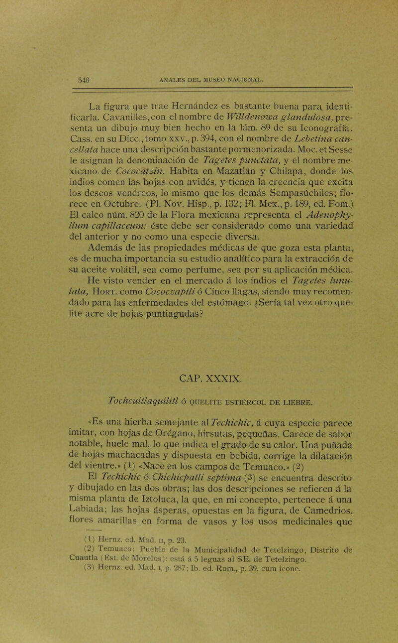 La figura que trae Hernández es bastante buena para identi- ficarla. Cavanilles, con el nombre de Willdenowa glandulosa, pre- senta un dibujo muy bien hecho en la lám. 89 de su Iconografía. Cass. en su Dice., tomo xxv., p. 394, con el nombre de Lebetinci can- cellata hace una descripción bastante pormenorizada. Moc.etSesse le asignan la denominación de Tagetes piinctata, y el nombre me- xicano de Cococatsin. Habita en Mazatlán y Chilapa, donde los indios comen las hojas con avidés, y tienen la creencia que excita los deseos venéreos, lo mismo que los demás Sempasúchiles; flo- rece en Octubre. (Pl. Nov. Hisp., p. 132; Fl. Mex., p. 189, ed. Fom.) El calco núm. 820 de la Flora mexicana representa el Adenophy- llum capillaceum: éste debe ser considerado como una variedad del anterior y no como una especie diversa. Además de las propiedades médicas de que goza esta planta, es de mucha importancia su estudio analítico para la extracción de su aceite volátil, sea como perfume, sea por su aplicación médica. He visto vender en el mercado á los indios el Tagetes lunu- lata, Hort. como Cococsaptli ó Cinco llagas, siendo muy recomen- dado para las enfermedades del estómago. ¿Sería tal vez otro que- lite acre de hojas puntiagudas? CAP. XXXIX. Tochcuitlaquilitl ó quelite estiércol de liebre. «Es una hierba semejante al Techichic, á cuya especie parece imitar, con hojas de Orégano, hirsutas, pequeñas. Carece de sabor notable, huele mal, lo que indica el grado de su calor. Una puñada de hojas machacadas y dispuesta en bebida, corrige la dilatación del vientre.» (1) «Nace en los campos de Temuaco.» (2) El Techichic ó Chichicpatli séptima (3) se encuentra descrito y dibujado en las dos obras; las dos descripciones se refieren á la misma planta de Iztoluca, la que, en mi concepto, pertenece á una Labiada; las hojas ásperas, opuestas en la figura, de Camedrios, flores amarillas en forma de vasos y los usos medicinales que (1) Hernz. ed. Mad. ii, p. 23. (2) femuaco: Pueblo de la Municipalidad de Tetelzingo, Distrito de Cuautla (Est. de Morelos): está á 5 leguas al SE. de Tetelzingo. (3) Hernz. ed. Mad. i, p. 287; Ib. ed. Rom., p. 39, cum icone.