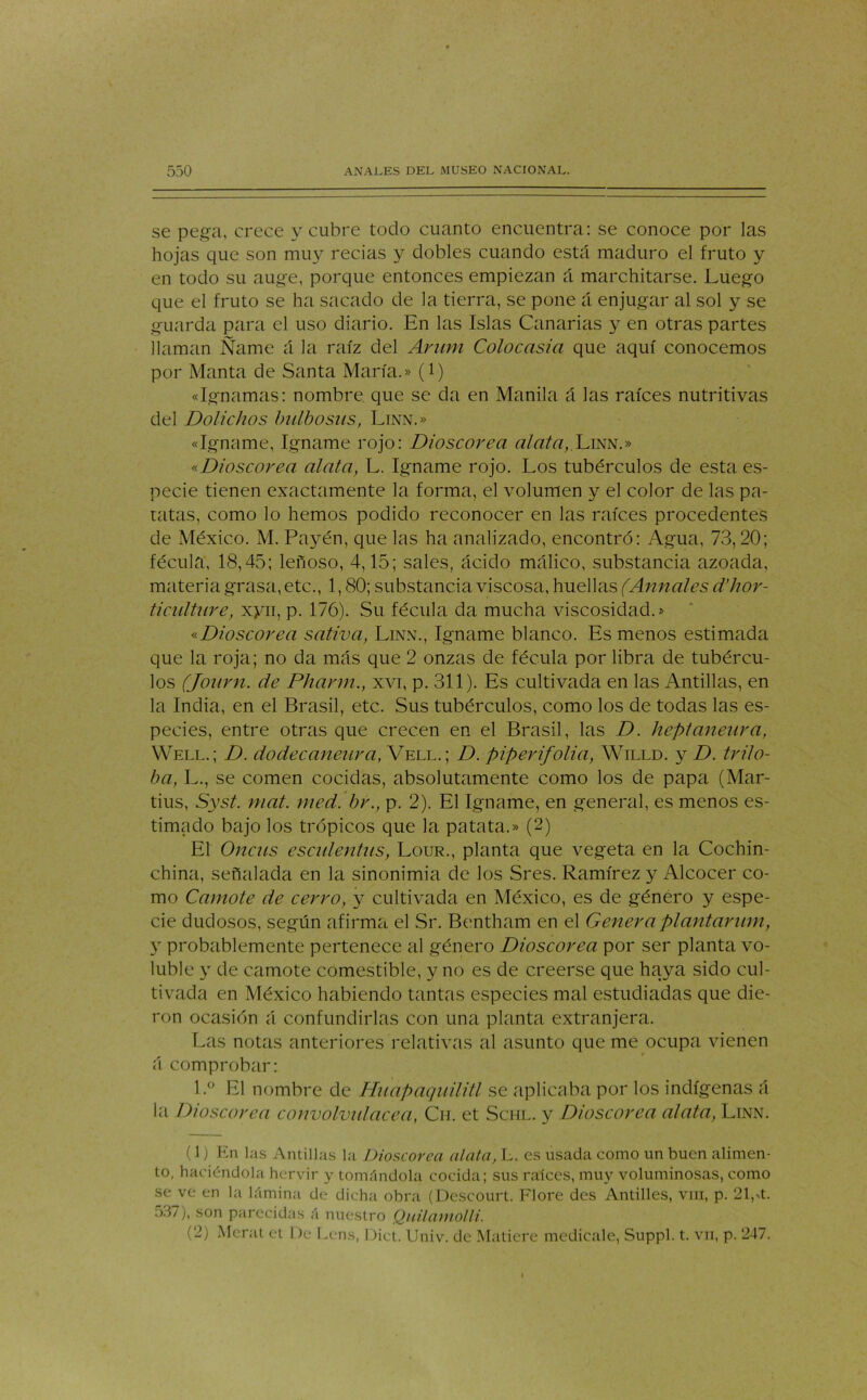 se pega, crece y cubre todo cuanto encuentra: se conoce por las hojas que son muy recias y dobles cuando está maduro el fruto y en todo su auge, porque entonces empiezan á marchitarse. Luego que el fruto se ha sacado de la tierra, se pone á enjugar al sol y se guarda para el uso diario. En las Islas Canarias y en otras partes llaman Ñame á la raíz del Aman Colocasia que aquí conocemos por Manta de Santa María.» (l) «Ignamas: nombre que se da en Manila á las raíces nutritivas del Dolichos bulbosus, Linn.» «Igname, Igname rojo: Dioscorea alata,.Linn.» «Dioscorea alata, L. Igname rojo. Los tubérculos de esta es- pecie tienen exactamente la forma, el volumen y el color de las pa- tatas, como lo hemos podido reconocer en las raíces procedentes de México. M. Payén, que las ha analizado, encontró: Agua, 73,20; fécula, 18,45; leñoso, 4,15; sales, ácido málico, substancia azoada, materia grasa, etc., 1,80; substancia viscosa, huellas (Anuales d’hor- ticultnre, xyn, p. 176). Su fécula da mucha viscosidad.» «Dioscorea sativa, Linn., Igname blanco. Es menos estimada que la roja; no da más que 2 onzas de fécula por libra de tubércu- los (Journ. de Pharm., xvi, p. 311). Es cultivada en las Antillas, en la India, en el Brasil, etc. Sus tubérculos, como los de todas las es- pecies, entre otras que crecen en el Brasil, las D. heptaneara, Well.; D. dodecaneura, Vell.; D. piper ifolia, Willd. y D. trilo- ba, L., se comen cocidas, absolutamente como los de papa (Mar- tius, Syst. mat. med. bv., p. 2). El Igname, en general, es menos es- timado bajo los trópicos que la patata.» (2) El Oncns escalentas, Lour., planta que vegeta en la Cochin- china, señalada en la sinonimia de los Sres. Ramírez y Alcocer co- mo Camote de cerro, y cultivada en México, es de género y espe- cie dudosos, según afirma el Sr. Bentham en el Genera plantarían, y probablemente pertenece al género Dioscorea por ser planta vo- luble y de camote comestible, y no es de creerse que haya sido cul- tivada en México habiendo tantas especies mal estudiadas que die- ron ocasión á confundirlas con una planta extranjera. Las notas anteriores relativas al asunto que me ocupa vienen á comprobar: l.° El nombre de Hnapaqnilitl se aplicaba por los indígenas á la Dioscorea convolvulácea, Ch. et Schl. y Dioscorea alata, Linn. (1) En las Antillas la Dioscorea alafa, L. es usada como un buen alimen- to, haciéndola hervir y tomándola cocida; sus raíces, muy voluminosas, como se ve en la lámina de dicha obra (Descourt. Flore des Antilles, viii, p. 21,a. 537), son parecidas á nuestro Quilamolli. (2) Merat et De Lens, Dict. Univ. de Matiere medícale, Suppl. t. vn, p. 247.