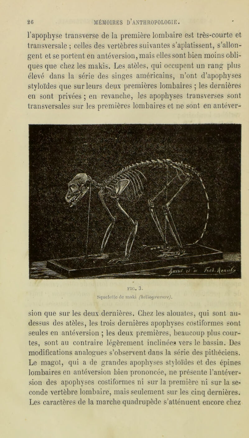 l’apophyse transverse de la première lombaire est très-courte et transversale ; celles des vertèbres suivantes s’aplatissent, s’allon- gent et se portent en antéversion, mais elles sont bien moins obli- ques que chez les makis. Les atèles, qui occupent un rang plus élevé dans la série des singes américains, n’ont d’apophyses styloïdes que sur leurs deux premières lombaires ; les dernières en sont privées ; en revanche, les apophyses transverses sont transversales sur les premières lombaires et ne sont en antéver- FIG. 3. Squelcltedc maki (héliogravure). sion que sur les deux dernières. Chez les alouates, qui sont au- dessus des atèles, les trois dernières apophyses costiformes sont seules en antéversion ; les deux premières, beaucoup plus cour- tes, sont au contraire légèrement inclinées vers le bassin. Des modifications analogues s’observent dans la série des pithéciens. Le magot, qui a de grandes apophyses styloïdes et des épines lombaires en antéversion bien prononcée, ne présente l’antéver- sion des apophyses costiformes ni sur la première ni sur la se- conde vertèbre lombaire, mais seulement sur les cinq dernières. Les caractères de la marche quadrupède s’atténuent encore chez