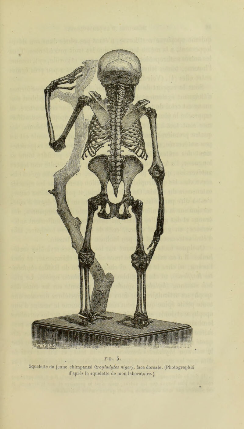 i ' F!Q. 5. Squelette du jeune chimpanzé (troglodytes nigerj, face dorsale. (Photographié d'après le squelette de mon laboratoire.)