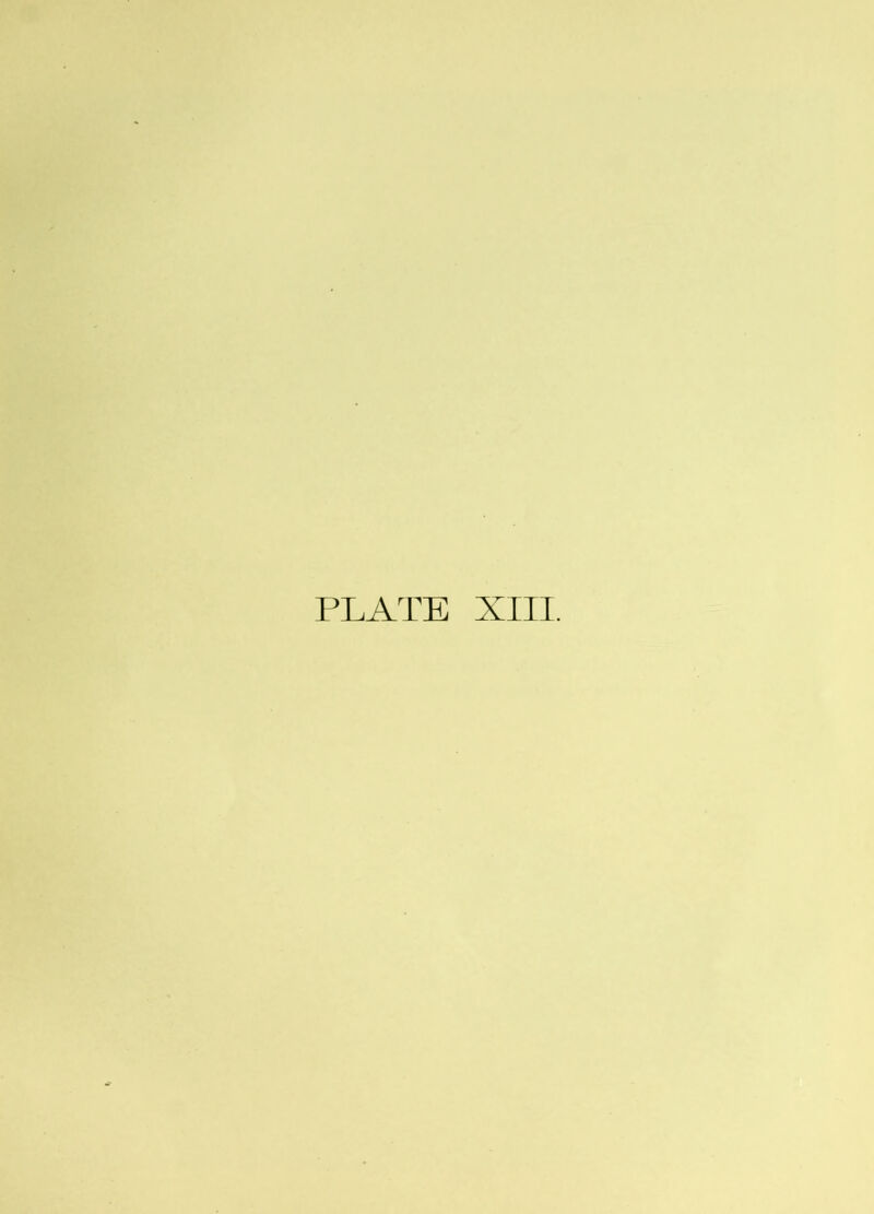 PLATE XIII.