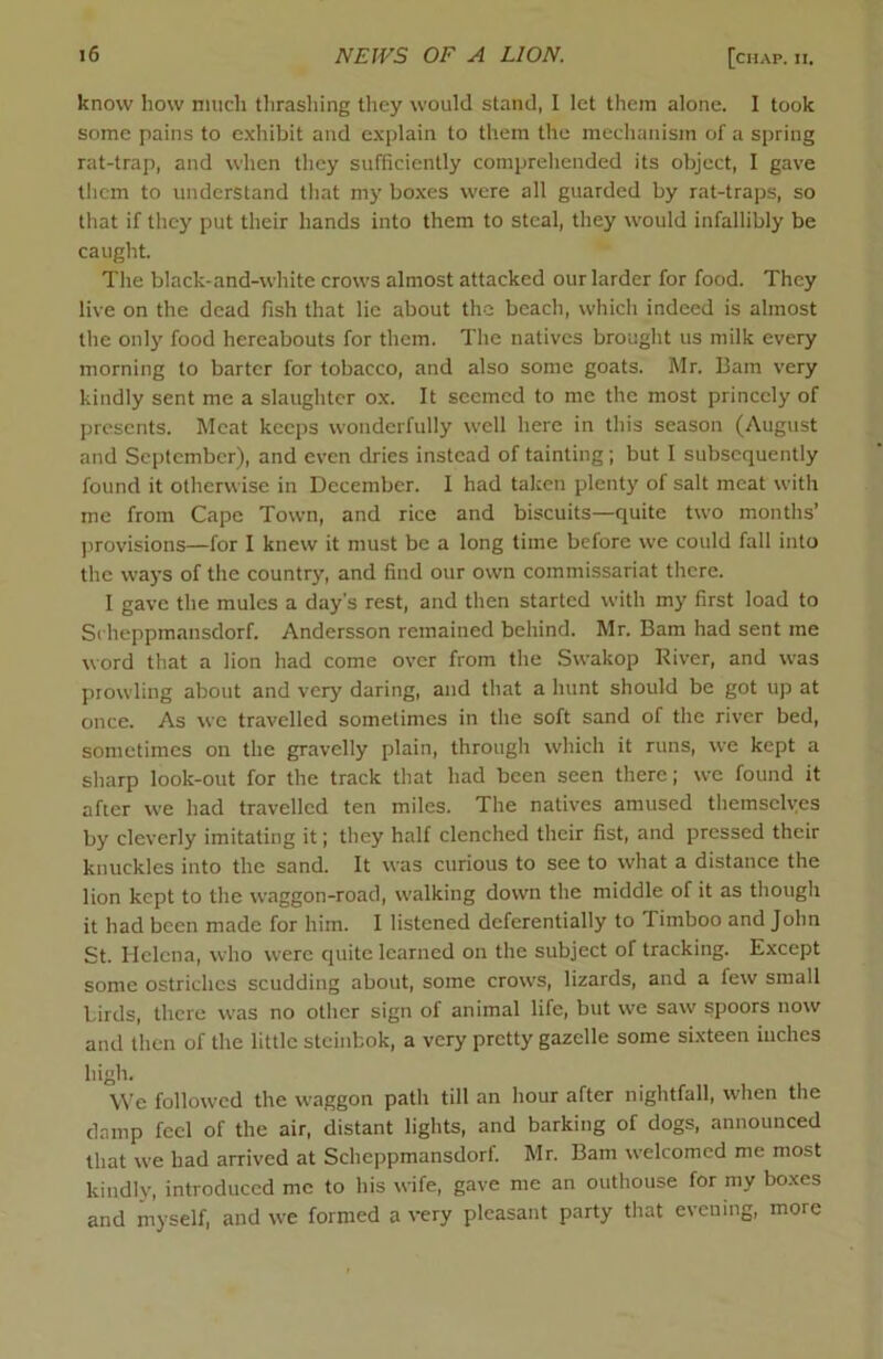 know how niiich thrasliing they would stand, I let them alone. I took some pains to e.xhibit and explain to them the mechanism of a spring rat-trap, and when they sufficiently comprehended its object, I gave them to understand that mj’ boxes were all guarded by rat-traps, so that if they put their hands into them to steal, they would infallibly be caught. The black-and-white crows almost attacked our larder for food. They live on the dead fish that lie about the beach, which indeed is almost the only food hereabouts for them. The natives brought us milk every morning to barter for tobacco, and also some goats. Mr. Bam very kindly sent me a slaughter ox. It seemed to me the most princely of presents. Meat keeps wonderfully well here in this season (August and September), and even dries instead of tainting; but I subsequently found it otherwise in December. I had taken plenty of salt meat with me from Cape Town, and rice and biscuits—quite two months’ provisions—for 1 knew it must be a long time before we could fall into the ways of the country, and find our own commissariat there. I gave the mules a day's rest, and then started with my first load to Scheppmansdorf. Andersson remained behind. Mr. Bam had sent me word that a lion had come over from tlie Swakop River, and was prowling about and very daring, and that a hunt should be got up at once. As we travelled sometimes in the soft sand of the river bed, sometimes on the gravelly plain, through which it runs, we kept a sharp look-out for the track that had been seen there; we found it after we had travelled ten miles. The natives amused themsclyes by cleverly imitating it; they half clenched their fist, and pressed their knuckles into the sand. It was curious to see to what a distance the lion kept to the waggon-road, walking down the middle of it as tliough it had been made for him. I listened deferentially to Timboo and John St. Helena, who were quite learned on the subject of tracking. Except some ostriches scudding about, some crows, lizards, and a few small birds, there was no other sign of animal life, but we saw spoors now and then of the little stcinbok, a very pretty gazelle some sixteen inches high. We followed the waggon path till an hour after nightfall, when the damp feel of the air, distant lights, and barking of dogs, announced that we had arrived at Scheppmansdorf. Mr. Bam welcomed me most kindly, introduced me to his wife, gave me an outhouse for my bo.xes and myself, and we formed a very pleasant party tliat evening, more