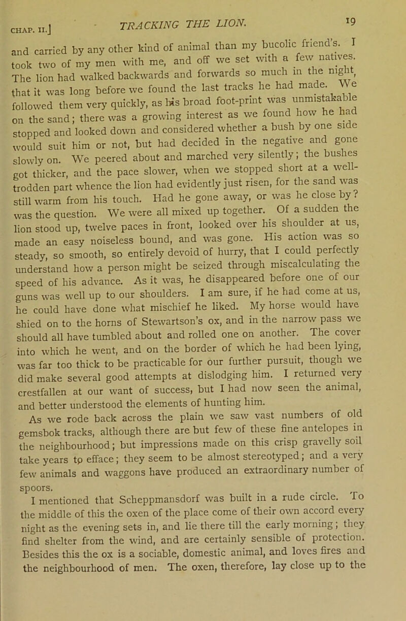 tracking the lion. carried by an, other hind of animal than my bucol.c ft,end s. I took two of my men with me, and off we set w.th a tew natwes The lion had walked backwards and forwards so much in the night, that it ^vas long before we found the last tracks he had niade We followed them ver>^ quickly, as liis broad foot-print was unmistakable on the sand; there was a growing interest as we found how he had stopped and looked down and considered whether a bush by one side would suit him or not, but had decided in the negative and gone slowly on. We peered about and marched very silently; the bushes got thicker, and the pace slower, when we stopped short at a well- trodden part whence the lion had evidently just risen, for the sand was still warm from his touch. Had he gone away, or was he close by? was the question. We were all mixed up together. ^ Of a sudden the lion stood up, twelve paces in front, looked over his shoulder at us, made an easy noiseless bound, and was gone. His action was so steady, so smooth, so entirely devoid of hurry, that I could perfectly understand how a person might be seized through miscalculating the speed of his advance. As it was, he disappeared before one of our guns was well up to our shoulders. I am sure, if he had come at us, he could have done what mischief he liked. My horse would have shied on to the horns of Stewartson’s ox, and in the narrow pass we should all have tumbled about and rolled one on another. The cover into which he went, and on the border of which he had been lying, was far too thick to be practicable for our further pursuit, though we did make several good attempts at dislodging him. I returned very crestfallen at our want of success, but I had now seen the animal, and better understood the elements of hunting him. As we rode back across the plain we saw vast numbers of old gemsbok tracks, although there are but few of these fine antelopes in the neighbourhood; but impressions made on this crisp gravelly soil take years tp efface; they seem to be almost stereotyped; and a very few animals and waggons have produced an extraordinary number of spoors. I mentioned that Scheppmansdorf was built in a rude circle. To the middle of this the oxen of the place come of their own accord every night as the evening sets in, and lie there till the early morning , they find shelter from the wind, and are certainly sensible of protection. Besides this the ox is a sociable, domestic animal, and loves fires and the neighbourhood of men. The oxen, therefore, lay close up to the