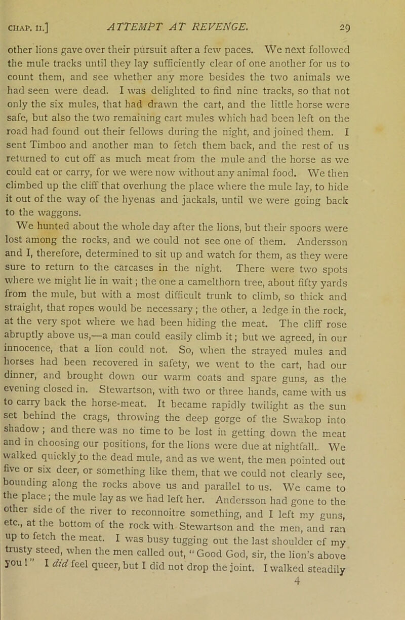 other lions gave over their pursuit after a few paces. We ne.vt followed the mule tracks until they lay sufficiently clear of one another for us to count them, and see whether any more besides the two animals we had seen were dead. I was delighted to find nine tracks, so that not only the six mules, that had drawn the cart, and the little horse were safe, but also the two remaining cart mules which had been left on the road had found out their fellows during the night, and joined them. I sent Timboo and another man to fetch them back, and the rest of us returned to cut off as much meat from the mule and the horse as we could eat or carry, for we were now without any animal food. We then climbed up the cliff that overhung the place where the mule lay, to hide it out of the way of the hyenas and jackals, until we were going back to the waggons. We hunted about the whole day after the lions, but their spoors were lost among the rocks, and we could not see one of them. Andersson and I, therefore, determined to sit up and watch for them, as they were sure to return to the carcases in the night. There were two spots where we might lie in wait; the one a camelthorn tree, about fifty yards from the mule, but with a most difficult trunk to climb, so thick and straight, that ropes would be necessary; the other, a ledge in the rock, at the very spot where we had been hiding the meat. The cliff rose abruptly above us,—a man could easily climb it; but we agreed, in our innocence, that a lion could not. So, when the strayed mules and horses had been recovered in safety, we went to the cart, had our dinner, and brought down our warm coats and spare guns, as the evening closed in. Stewartson, with two or three hands, came with us to carry back the horse-meat. It became rapidly twilight as the sun set behind the crags, throwing the deep gorge of the Swakop into shadow; and there was no time to be lost in getting down the meat and in choosing our positions, for the lions were due at nightfall.. We walked quickly ^to the dead mule, and as we went, the men pointed out five or six deer, or something like them, that we could not clearly see, bounding along the rocks above us and jiarallel to us. We came to the place; the mule lay as we had left her. Andersson had gone to the other side of the river to reconnoitre something, and I left my guns, etc., at the bottom of the rock with Stewartson and the men, and ran up to fetch the meat. I was busy tugging out the last shoulder of my trusty steed, when the men called out, ■' Good God, sir, the lion’s above you 1 I did feel queer, but I did not drop the joint. I walked steadily 4