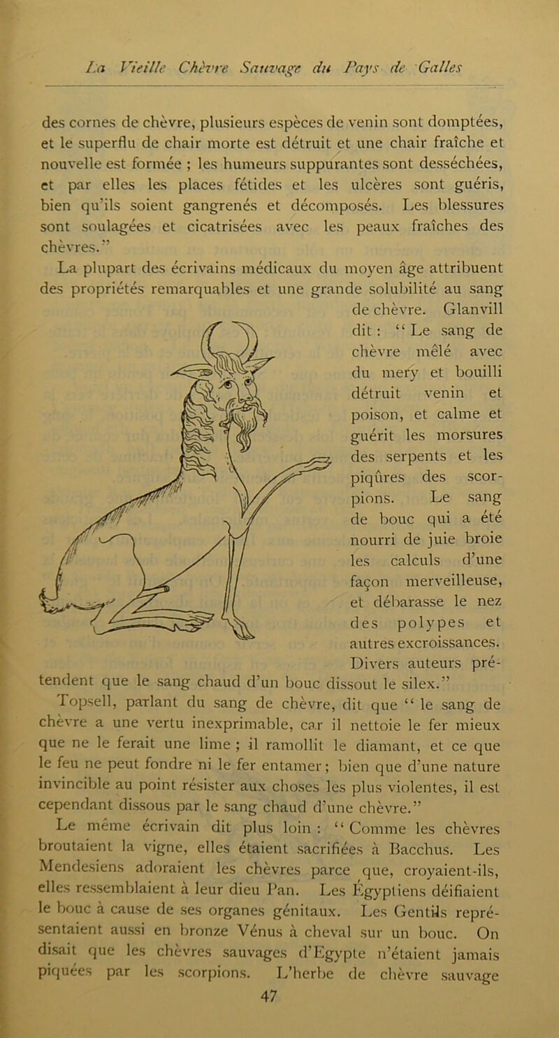 des cornes de chèvre, plusieurs espèces de venin sont domptées, et le superflu de chair morte est détruit et une chair fraîche et nouvelle est formée ; les humeurs suppurantes sont desséchées, et par elles les places fétides et les ulcères sont guéris, bien qu’ils soient gangrenés et décomposés. Les blessures sont soulagées et cicatrisées avec les peaux fraîches des chèvres.” La plupart des écrivains médicaux du moyen âge attribuent des propriétés remarquables et une grande solubilité au sang de chèvre. Glanvill dit: “Le sang de chèvre mêlé avec du mery et bouilli détruit venin et poison, et calme et guérit les morsures des serpents et les piqûres des scor- pions. Le sang de bouc qui a été nourri de juie broie les calculs d’une façon merveilleuse, et débarasse le nez des polypes et autres excroissances. Divers auteurs pré- tendent que le sang chaud d’un bouc dissout le silex.” Topsell, parlant du sang de chèvre, dit que “ le sang de chèvre a une vertu inexprimable, car il nettoie le fer mieux que ne le ferait une lime ; il ramollit le diamant, et ce que le feu ne peut fondre ni le fer entamer; bien que d’une nature invincible au point résister aux choses les plus violentes, il est cependant dissous par le sang chaud d’une chèvre.” Le meme écrivain dit plus loin : “ Comme les chèvres broutaient la vigne, elles étaient sacrifiées à Bacchus. Les Mendesiens adoraient les chèvres parce que, croyaient-ils, elles ressemblaient à leur dieu Pan. Les Egyptiens déifiaient le bouc à cause de ses organes génitaux. Les Gentils repré- sentaient aussi en bronze Vénus à cheval sur un bouc. On disait que les chèvres sauvages d’Egypte n’étaient jamais piquees par les scorpions. L’herbe de chèvre sauvage