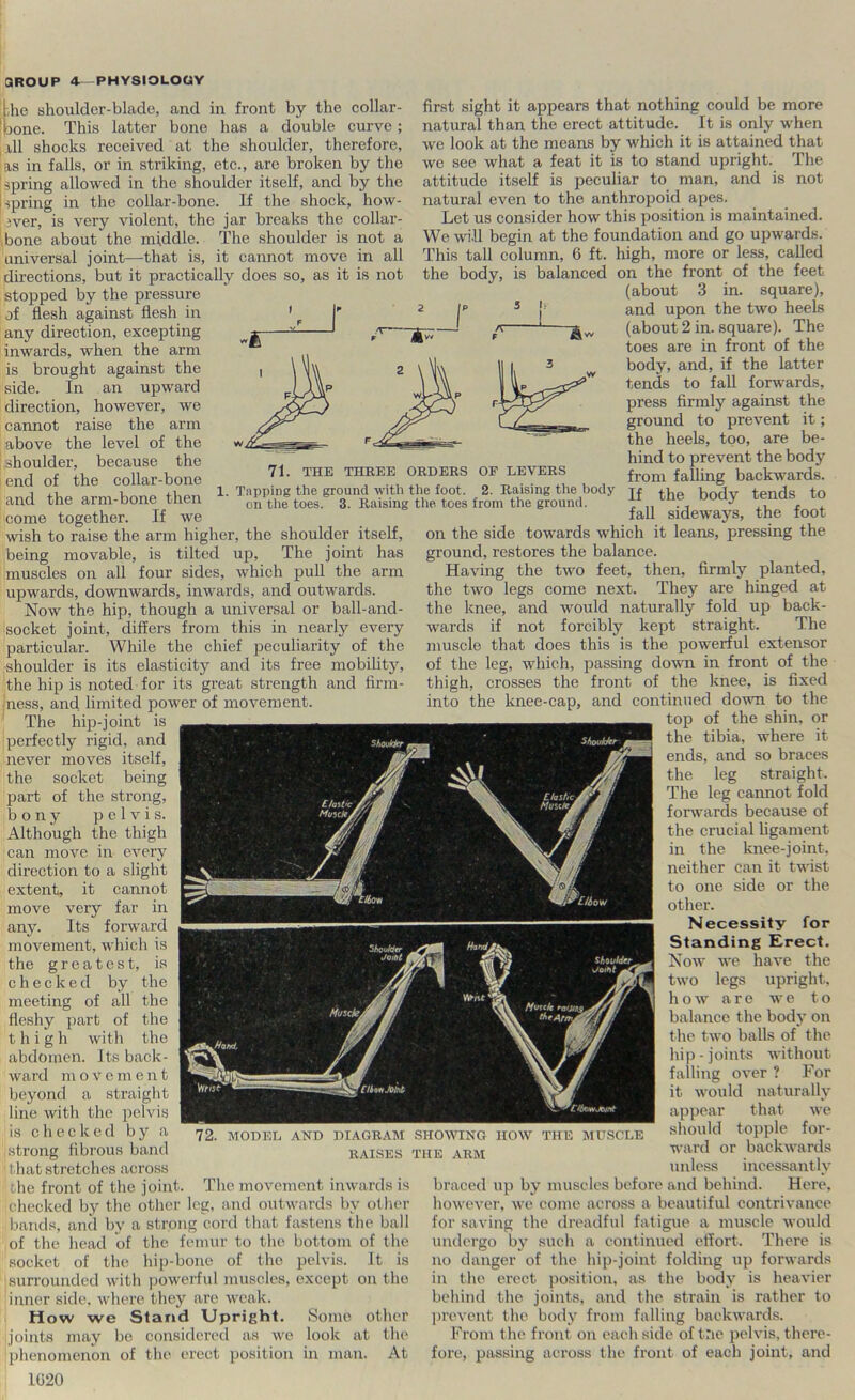 THE THREE he shoulder-blade, and in front by the collar- bone. This latter bone has a double curve; I ill shocks received at the shoulder, therefore, as in falls, or in striking, etc., arc broken by the spring allowed in the shoulder itself, and by the I spring in the collar-bone. If the shock, how- ever, is very violent, the jar breaks the collar- bone about the middle. The shoulder is not a universal joint—that is, it cannot move in all directions, but it practically does so, as it is not stopped by the pressure of flesh against flesh in any direction, excepting inwards, when the arm is brought against the side. In an upward direction, however, we cannot raise the arm above the level of the shoulder, because the end of the collar-bone and the arm-bone then come together. If we wish to raise the arm higher, the shoulder itself, being movable, is tilted up. The joint has muscles on all four sides, which pull the arm upwards, downwards, inwards, and outwards. Now the hip, though a universal or ball-and- iisocket joint, differs from this in nearly every particular. While the chief peculiarity of the ■shoulder is its elasticity and its free mobility, the hip is noted for its great strength and firm- iness, and limited power of movement. The hip-joint is perfectly rigid, and never moves itself, the socket being part of the strong, bony pelvis. Although the thigh can move in every direction to a slight extent, it cannot move very far in any. Its forward movement, which is the greatest, is checked by the meeting of all the fleshy part of the thigh with the abdomen. Its back- ward movement beyond a straight line with the pelvis is checked by a .strong fibrous band ■ that stretches across 'the front of the joint. The movement inwards is ■checked by the other leg, and outwards by other bands, and by a strong cord that fastens the ball of the head of the femur to the bottom of the socket of the hip-bone of the pelvis. It is |.surrounded with |jowerful muscles, except on the inner side, where they are weak. How we Stand Upright. Some other Joints may be considered as we look at the [phenomenon of the erect position in man. At IG20 OF LEVERS 1. Tapping the ground with the foot. 2. Raising the body- on tile toes. 3. Raising tlie toes from the ground. first sight it appears that nothing could be more natural than the erect attitude. It is only when we look at the means by which it is attained that we see what a feat it is to stand upright. The attitude itself is peculiar to man, and is not natural even to the anthropoid apes. Let us consider how this position is maintained. We wi.ll begin at the foundation and go upwards. This tall column, 6 ft. high, more or less, called the body, is balanced on the front of the feet (about 3 in. square), and upon the two heels (about 2 in. square). The toes are in front of the body, and, if the latter tends to fall forv'ards, press firmly against the ground to prevent it; the heels, too, are be- hind to prevent the body from falling backwards. If the body tends to fall sideways, the foot on the side towards which it leans, pressing the ground, restores the balance. Having the two feet, then, firmly planted, the two legs come next. They are hinged at the knee, and would naturally fold up back- wards if not forcibly kept straight. The muscle that does this is the powerful extensor of the leg, which, passing do'wn in front of the thigh, crosses the front of the knee, is fixed into the knee-cap, and continued down to the top of the shin, or the tibia, where it ends, and so braces the leg straight. The leg cannot fold forwards because of the crucial hgament in the knee-joint, neither can it twist to one side or the other. Necessity for Standing Erect. Now we have the two legs upright, how are we to balance the body on the two balls of the hip-joints without falling over ? For it would naturally appear that we should topple for- ward or backwards unless incessantly braced up by muscles before and behind. Here, however, we come across a beautiful contrivance for saving the dreadful fatigue a muscle wo\ild undergo bj’ such a continued effort. There is no danger of the hip-joint folding up forwards in the erect position, as the body is heavier behind the joints, and the strain is rather to l)revent the body from falling backwards. From the front on each side of trie pelvis, there- fore, passing across the front of each joint, and 72. MODEL AND DIAGRAM SHOMHNG HOW THE MUSCLE RAISES THE ARM