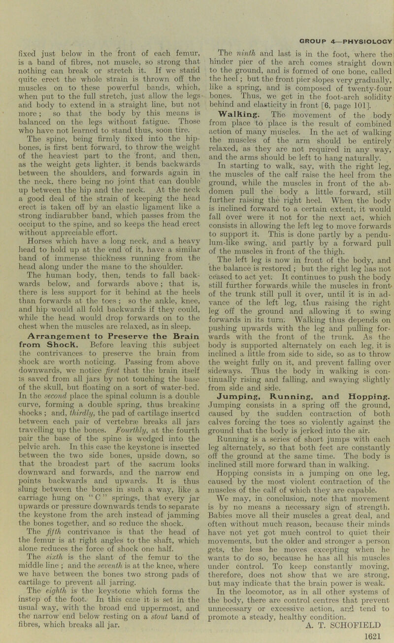 fixed just below in the front of each femur, is a band of fibres, not muscle, so strong that nothing can break or stretch it. If we stand quite erect the whole strain is thrown off the muscles on to these powerful bands, which, when put to the full stretch, just allow the legs- and body to extend in a straight line, but not more; so that the body by this means is balanced on the legs without fatigue. Those who have not learned to stand thus, soon tire. The spine, being firmly fixed into the hip- bones, is first bent forward, to throw the weight of the heaviest part to the front, and then, as the weight gets lighter, it bends backwards between the shoulders, and forwards again in the neck, there being no joint that can double up between the hip and the neck. At the neck a good deal of the strain of keeping the head erect is taken off by an elastic ligament like a strong indiarubber band, which passes from the occiput to the spine, and so keeps the head erect without appreciable effort. Horses which have a long neck, and a heavy head to hold up at the end of it, have a similar band of immense thickness running from the head along under the mane to the shoulder. The human body, then, tends to fall back- wards below, and forwards above; that is, there is less support for it behind at the heels than foiTvards at the toes ; so the ankle, knee, and hip would all fold backwards if they could, while the head would drop forwards on to the chest when the muscles are relaxed, as in sleep. Arrangement to Preserve the Brain from Shock. Before leaving this subject the contrivances to preserve the brain from shock are worth noticing. Passing from above downwards, we notice first that the brain itself IS saved froin all jars by not touching the base of the skull, but floating on a sort of water-bed. In the second place the spinal column is a double curve, forming a double spring, thus breaking shocks ; and, thirdly, the pad of cartilage inserted between each pair of vertebraj breaks all jars travelling up the bones. Fourthly, at the fourth pair the base of the spine is wedged into the pelvic arch. In this case the keystone is inserted between the two side bones, upside down, so that the broadest part of the sacrum looks downward and fonvards, and the narrow end points backwards and upwards. It is thus slung between the bones in such a way, like a carriage hung on “ C ” springs, that every jar upwards or pressure downwards tends to separate the keystone from the arch instead of jamming the bones together, and so reduce the shock. The fijth contrivance is that the head of the femur is at right angles to the shaft, which alone reduces the force of shock one half. The sixth is the slant of the femur to the middle line ; and the seventh is at the knee, where we have between the bones two strong pads of cartilage to prevent all jarring. The eighth is the keystone which forms the instep of the foot. In this case it is set in the usual way, with the broad end uppermost, and the narrow end below resting on a stout band of fibres, which breaks all jar. The ninth and last is in the foot, where the I hinder pier of the arch comes straight down I to the ground, and is formed of one bone, called the heel; but the front pier slopes very gradually, like a spring, and is composed of twenty-four bones. Thus, we get in the foot-arch solidity behind and elasticity in front [6, page 101]. Walking, The movement of the body from place to place is the result of combined action of many muscles. In the act of walking the muscles of the arm should be entirely relaxed, as they are not required in any way, and the arms should be left to hang naturally. In starting to walk, say, with the right leg, the muscles of the calf raise the heel from the ground, while the muscles in front of the ab- domen pull the body a little forward, still further raising the right heel. When the body is inclined forward to a certain extent, it would fall over were it not for the next act, which consists in allowing the left leg to move forwards to support it. This is done jjartly by a pendu- lum-like swing, and partly by a forward pull of the muscles in front of the thigh. The left leg is now in front of the body, and the balance is restored ; but the right leg has not ceased to act yet. It continues to push the body still further forwards while the muscles in front' of the trunk stiU pull it over, until it is in ad- vance of the left leg, thus raising the right leg off the ground and allowing it to swing forwards in its turn. Walking thus depends on pushing upwards with the leg and pulling for- wards with the front of the trunk. As the body is supported alternately on each leg, it is inclined a little from side to side, so as to throw the weight fuUy on it, and prevent falling over .sideways. Thus the body in walking is con- tinually rising and falling, and swaying slightly from side and side. Jumping, Running, and Hopping. Jumping consists in a spring off the ground. Caused by the sudden contraction of both calves forcing the toes so violently agaipst the ground that the body is jerked into the air. Running is a series of short jumps with each leg alternately, so that both feet are constantly off the ground at the same time. The body is inclined still more forward than in walking. Hopping consists in a jumping on one leg, caused by the most violent contraction of the muscles of the calf of which they are capable. We may, in conclusion, note that movement is by no means a necessary sign of strength. Babies move all their muscles a great deal, and often without much reason, because their minds have not yet got much control to quiet their movements, but the older and stronger a person gets, the less he moves excepting when he wants to do so, because he has all his muscles under control. To keej} constantly moving, therefore, does not show that we are strong, but may indicate that the brain power is weak. In the locomotor, as in all other systems of the body, there are control centres that prevent unnecessary or excessive action, and tend to promote a steady, healthy condition. A. T. SCHOFIELD