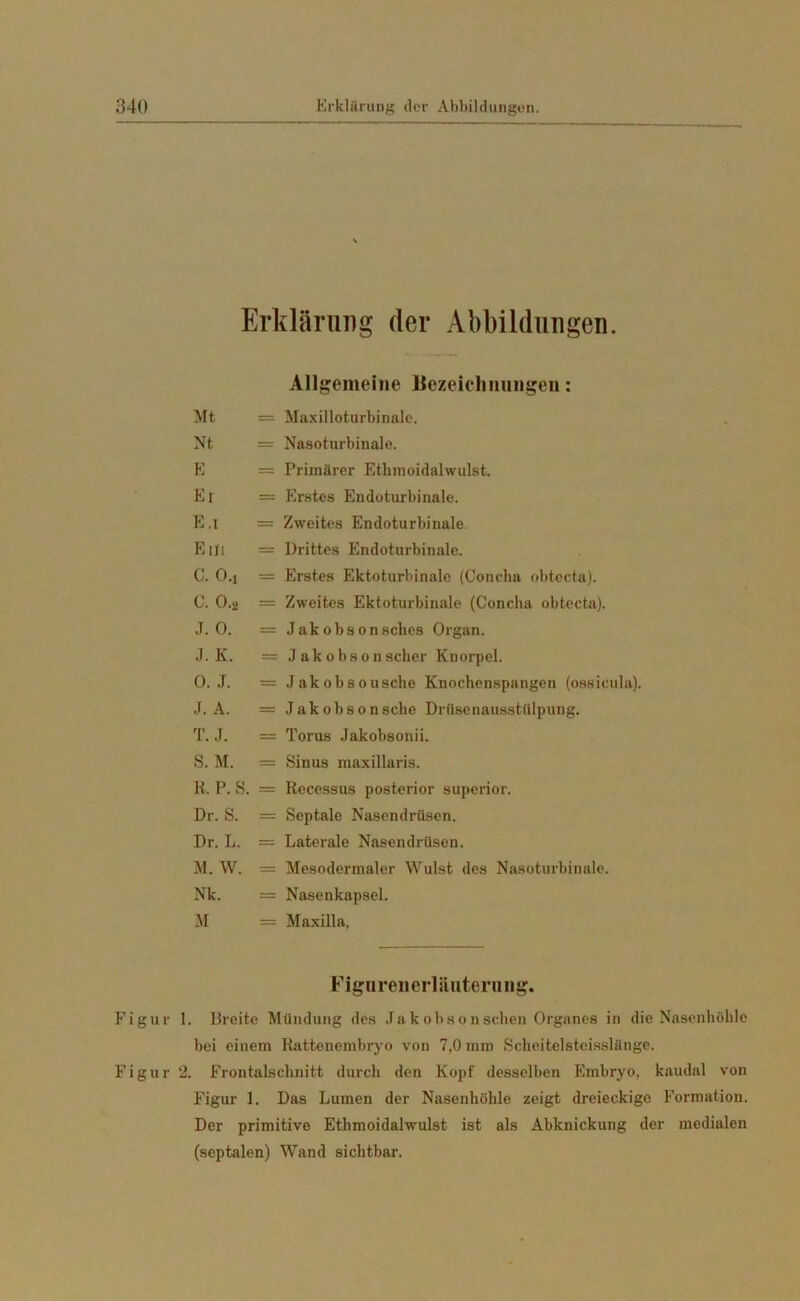 Erklärung der Abbildungen. Allgemeine Bezeichnungen: Mt = Maxilloturbinale. Nt = Nasoturbinale. E = Primärer Ethmoidalwulst. Ei =s Erstes Endoturbinale. E .1 = Zweites Endoturbinale. Eilt = Drittes Endoturbinale. C. O.i = Erstes Ektoturbinale (Concha obtecta). C. 0.2 = Zweites Ektoturbinale (Concha obtecta). J. 0. == Jakobsonsches Organ. J. K. = Jakobsonscher Knorpel. 0. J. = Jakobsousche Knochenspangen (ossicula). J. A. = Jakobsonsche Drüsenausstülpung. T. J. = Torus Jakobsonii. S. M. — Sinus maxillaris. R. P. S. = Recessus posterior superior. Dr. S. = Septale Nasendrüsen. Dr. L. = Laterale Nasendrüsen. M. W. = Mesodermaler Wulst des Nasoturbinale. Nk. = Nasenkapsel. M — Maxilla. Fignrenerläuteriing. Figur 1. Breite Mündung des Jak obson sehen Organes in die Nasenhöhle bei einem Rattenembryo von 7,0 mm Scheitelsteisslünge. Figur 2. Frontalschnitt durch den Kopf desselben Embryo, kaudal von Figur 1. Das Lumen der Nasenhöhle zeigt dreieckige Formation. Der primitive Ethmoidalwulst ist als Abknickung der medialen (septalen) Wand sichtbar.