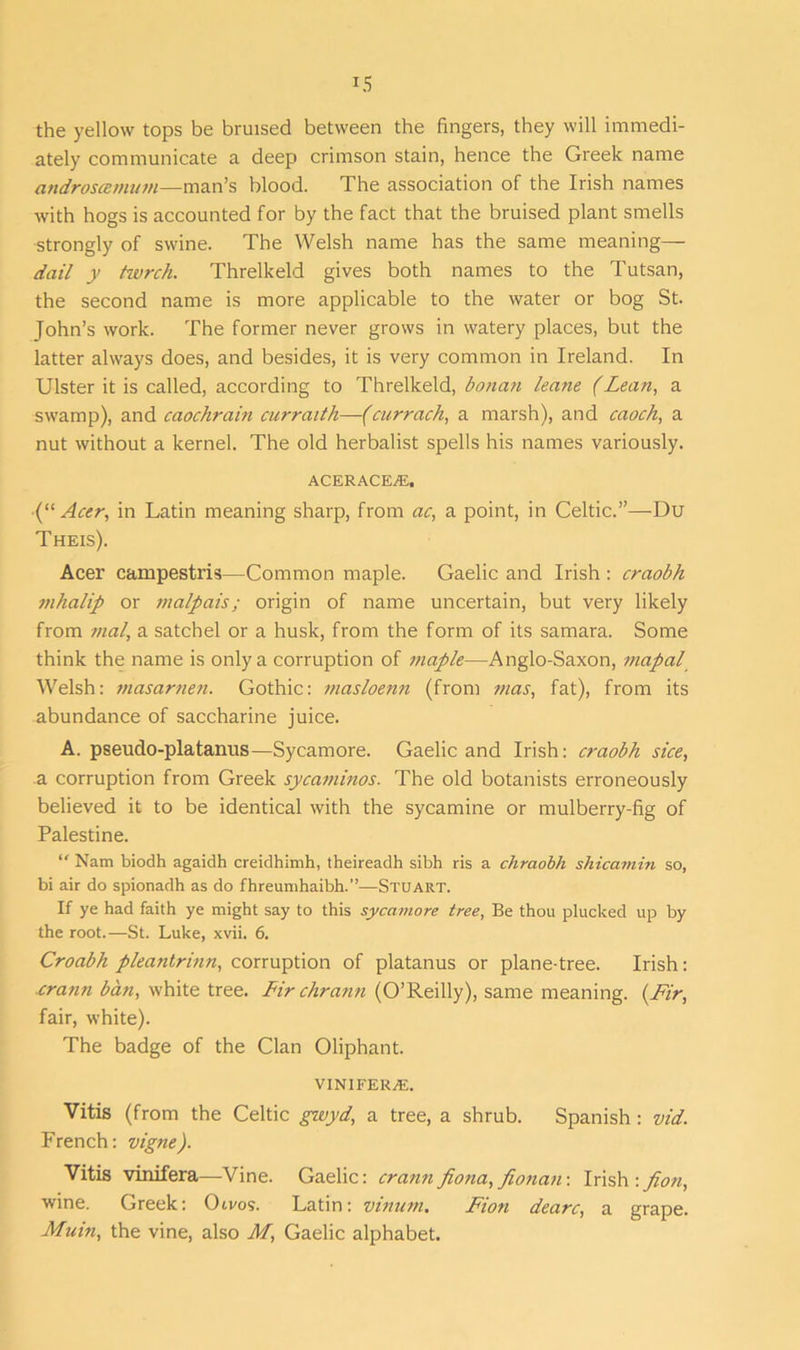 the yellow tops be bruised between the fingers, they will immedi- ately communicate a deep crimson stain, hence the Greek name androscemum—man’s blood. The association of the Irish names with hogs is accounted for by the fact that the bruised plant smells strongly of swine. The Welsh name has the same meaning— dail y twrch. Threlkeld gives both names to the Tutsan, the second name is more applicable to the water or bog St. John’s work. The former never grows in watery places, but the latter always does, and besides, it is very common in Ireland. In Ulster it is called, according to Threlkeld, bonan leane (Lean, a swamp), and caochrain curraith—(currach, a marsh), and caoch, a nut without a kernel. The old herbalist spells his names variously. ACERACE^E, (“Acer, in Latin meaning sharp, from ac, a point, in Celtic.”—Du Theis). Acer campestris—Common maple. Gaelic and Irish : craobh mhalip or malpais; origin of name uncertain, but very likely from mal, a satchel or a husk, from the form of its samara. Some think the name is only a corruption of maple—Anglo-Saxon, mapal Welsh: masarnen. Gothic: rnasloenn (from mas, fat), from its abundance of saccharine juice. A. pseudo-platanus—Sycamore. Gaelic and Irish: craobh sice, a corruption from Greek sycaminos. The old botanists erroneously believed it to be identical with the sycamine or mulberry-fig of Palestine. “ Nam biodh agaidh creidhimh, theireadh sibh ris a chraobh shicamin so, bi air do spionadh as do fhreumhaibh.”—Stuart. If ye had faith ye might say to this sycamore tree, Be thou plucked up by the root.—St. Luke, xvii. 6. Croabh pleantrinn, corruption of platanus or plane-tree. Irish: crann ban, white tree. Lir chrann (O’Reilly), same meaning. (Fir, fair, white). The badge of the Clan Oliphant. VINIFERjE. Vitis (from the Celtic gwyd, a tree, a shrub. Spanish : vid. French: vigne). Vitis vimfera—Vine. Gaelic: crann fiona, fionan-. Irish : fion, wine. Greek: Otvos. Latin: vinum. Fion dearc, a grape. Main, the vine, also M, Gaelic alphabet.