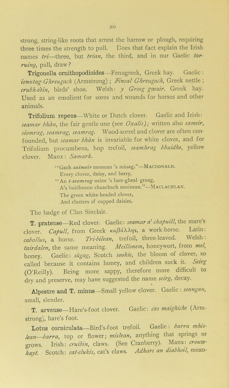 strong, string-like roots that arrest the harrow or plough, requiring three times the strength to pull. Does that fact explain the Irish names tri—three, but trian, the third, and in our Gaelic tar- ruiny, pull, draw? Trigonella ornithopodioides—Fenugreek, Greek hay. Gaelic : iomitag-Ghreugach (Armstrong); Fincal Ghreugach, Greek nettle ; crubh-ebin, birds’ shoe. Welsh: y Groeg gwair, Greek hay. Used as an emolient for sores and wounds for horses and other animals. Trifolium repeus—White or Dutch clover. Gaelic and Irish: seamar bha?i, the fair gentle one (see Oxalis); written also sameir, siomrag, seamrag, seamrog. Wood-sorrel and clover are often con- founded, but seamar bhan is invariable for white clover, and for Trifolium procumbens, hop trefoil, seamlirag bhuidhe, yellow clover. Manx: Samark. “Gach saimeir neonean’s raasag.”—Macdonald. Every clover, daisy, and berry. “An t-seamrag uaine’s barr-gheal gruag, A’s buidheann chuachach neoinean.”—Maclachlan. The green white-headed clover, And clusters of cupped daisies. The badge of Clan Sinclair. T. pratense—Red clover. Gaelic: seamar a' chapuill, the mare’s clover. Capull, from Greek Ka/MAUjs, a work-horse. Latin: cabal/us, a horse. Tri-bilean, trefoil, three-leaved. Welsh: tairdalen, the same meaning. Meillonem, honey wort, from me/, honey. Gaelic: sugag, Scotch sookie, the bloom of clover, so called because it contains honey, and children suck it. Seirg (O’Reilly). Being more sappy, therefore more difficult to dry and preserve, may have suggested the name seirg, decay. Alpestre and T. minus—Small yellow clover. Gaelic: seattgan, small, slender. T. arvense—Hare’s-foot clover. Gaelic: das tnaigluche (Arm- strong), hare’s foot. Lotus corniculata—Bird’s-foot trefoil. Gaelic : barra m/us- lean—barra, top or flower; mis/ean, anything that springs or grows. Irish: cruibin, claws. (See Cranberry). Manx: crouw- kayt. Scotch: cat-clukis, cat’s claws. Adharc an duibhoil, mean-