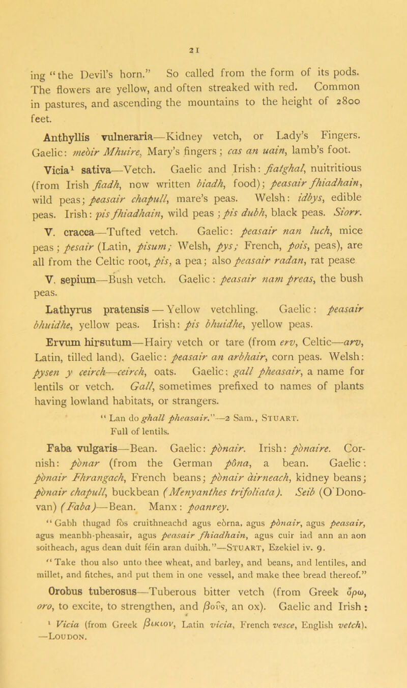 ing“the Devil’s horn.” So called from the form of its pods. The flowers are yellow, and often streaked with red. Common in pastures, and ascending the mountains to the height of 2800 feet. Anthyllis vulneraria—Kidney vetch, or Lady’s Fingers. Gaelic: mebir Mhuire, Mary’s fingers; cas an uain, lamb’s foot. Vicia1 sativa—Vetch. Gaelic and Irish: fiatghal, nuitritious (from Irish fiadh, now written biadh, food); peasair fhiadhain, wild peas; peasair chapull, mare’s peas. Welsh: idbys, edible peas. Irish: pis fhiadhain, wild peas ; pis dubh, black peas. Siorr. V. cracca—Tufted vetch. Gaelic: peasair nan luch, mice peas; pesair (Latin, pisum; Welsh, pys; French, pois, peas), are all from the Celtic root, pis, a pea; also peasair radan, rat pease V. sepium—Bush vetch. Gaelic : peasair nam preas, the bush peas. Lathyrus pratensis — Yellow vetchling. Gaelic : peasair bhuidhe, yellow peas. Irish: pis bhuidhe, yellow peas. Ervum hirsutum—Hairy vetch or tare (from erv, Celtic—arv, Latin, tilled land). Gaelic: peasair an arbliair, corn peas. Welsh: pysen y ceirch—ceirch, oats. Gaelic: gall pheasair, a name for lentils or vetch. Gall, sometimes prefixed to names of plants having lowland habitats, or strangers. “ Lan doghall pheasair.”—2 Sam., Stuart. Full of lentils. Faba vulgaris—Bean. Gaelic: pbnair. Irish: p'onaire. Cor- nish: p'onar (from the German pdna, a bean. Gaelic: pbnair Fhrangach, French beans; pbnair airneach, kidney beans; p'onair chapull, buckbean (Menyanthes trifoliata). Seib (O Dono- van) (Faba)—Bean. Manx: poanrey. “ Gabh thugad fos cruithneachd agus eorna, agus pbnair, agus peasair, agus meanbh-pheasair, agus peasair fhiadhain, agus cuir iad ann an aon soitheach, agus dean duit fein aran duibh.”—Stuart, Ezekiel iv. 9. “ Take thou also unto thee wheat, and barley, and beans, and lentiles, and millet, and fitches, and put them in one vessel, and make thee bread thereof.” Orobus tuberosus—Tuberous bitter vetch (from Greek opw, oro, to excite, to strengthen, and ftovs, an ox). Gaelic and Irish: 1 Vicia (from Greek /3ikiov, Latin vicia, French vesce, English vetch). —Loudon.