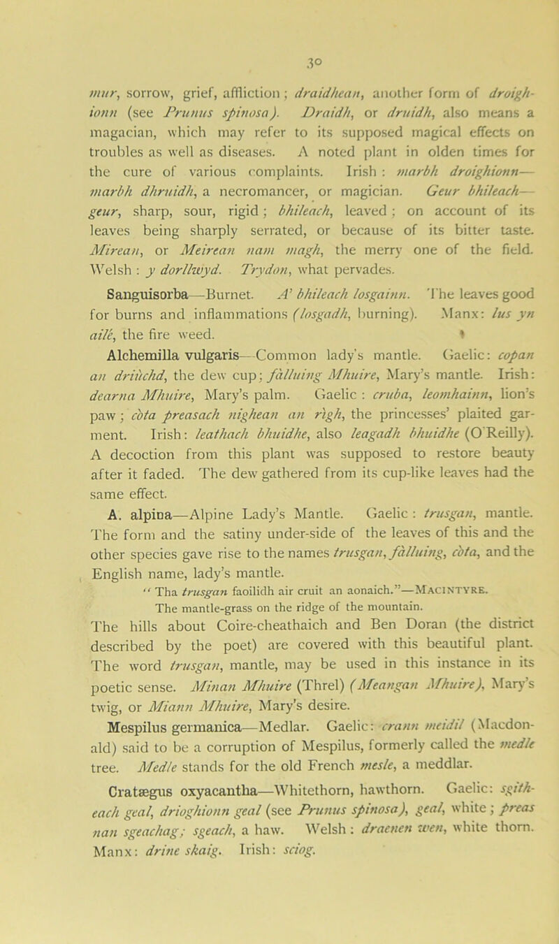3° mur, sorrow, grief, affliction ; draidhean, another form of droigh- ionn (see Prunus spinosa). Draidh, or druidh, also means a magacian, which may refer to its supposed magical effects on troubles as well as diseases. A noted plant in olden times for the cure of various complaints. Irish : marbh droighionti— marbh dhruidh, a necromancer, or magician. Geur bhileach geur, sharp, sour, rigid; bhileach, leaved : on account of its leaves being sharply serrated, or because of its bitter taste. Mirean, or Meirean nam tnagh, the merry one of the field. Welsh : y dor/lwyd. Try don, what pervades. Sanguisorba—Burnet. A' bhileach losgainn. The leaves good for burns and inflammations (losgadh, burning). Manx: lus yn aile, the fire weed. 1 Alchemilla vulgaris- Common lady’s mantle. Gaelic: copan an dr in did, the dew cup; fcilluing Mhuire, Mary’s mantle. Irish: dearna Mhuire, Mary’s palm. Gaelic : cruba, leomhainn, lion’s paw ■, c'ota preasach nighean an righ, the princesses’ plaited gar- ment. Irish: leathach bhuidhe, also leagadh bhuidhe (O'Reilly). A decoction from this plant was supposed to restore beauty after it faded. The dew gathered from its cup-like leaves had the same effect. A. alpitra—Alpine Lady’s Mantle. Gaelic : trusgan, mantle. The form and the satiny under-side of the leaves of this and the other species gave rise to the names trusgan, fdl/uing, cbta, and the English name, lady’s mantle. “ Tha trusgan faoilklh air cruit an aonaich.”—Macintyre. The mantle-grass on the ridge of the mountain. The hills about Coire-cheathaich and Ben Doran (the district described by the poet) are covered with this beautiful plant. The word trusgan, mantle, may be used in this instance in its poetic sense. Minan Mhuire (Threl) (Meangan Mhuire), Marys twig, or Miami Mhuire, Mary’s desire. Mespilus germanica—Medlar. Gaelic: cranti meidil (Macdon- ald) said to be a corruption of Mespilus, formerly called the med/e tree. Med/e stands for the old French mesle, a meddlar. Cratsegus oxyacantha—Whitethorn, hawthorn. Gaelic: sgiih- each geal, drioghionn geal (see Prunus spinosa), geal, white ; preas nan sgeachag; sgeach, a haw. Welsh: draenen wen, white thorn. Manx: drine skaig. Irish: sciog.