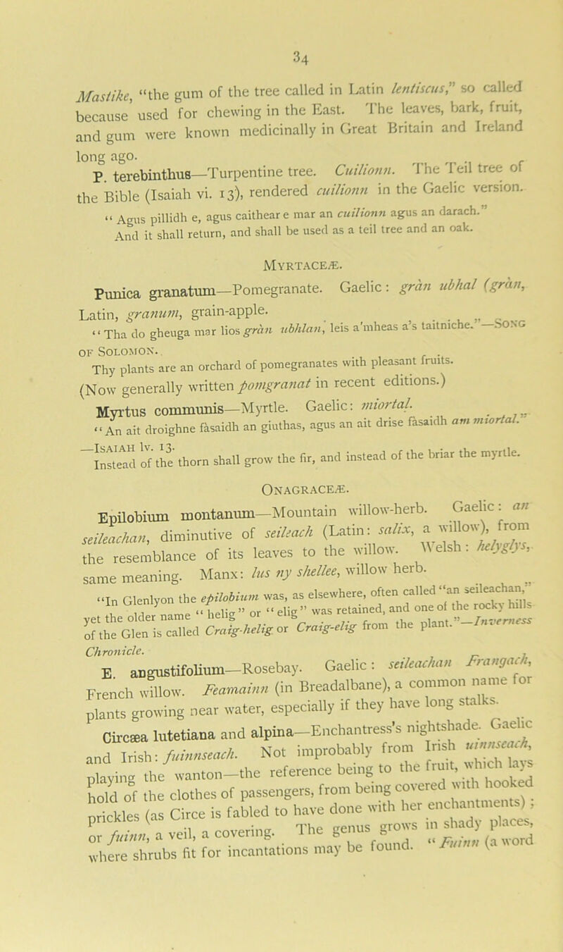 Mastike, “the gum of the tree called in Latin lentiscus ,” so called because' used for chewing in the East. The leaves, bark, fruit, and gum were known medicinally in Great Britain and Ireland long ago. P. terebinthus—'Turpentine tree. Cuilionn. The Ten tree ol the Bible (Isaiah vi. 13), rendered cuilionn in the Gaelic version. “ Agus pillidh e, agus caitheare mar an cuilionn agus an darach. And it shall return, and shall be used as a teil tree and an oak. MyrtaceiE. Prniica granatum—Pomegranate. Gaelic: gran ubhal (gran, Latin, granum, grain-apple. , “ Tha do gheuga mar lios gr&n ubhlan, leis a'mheas a’s taitmche. -SONG of Solomon. . Thy plants are an orchard of pomegranates with pleasant fruits. (Now generally written pomgranat in recent editions.) Mvrtus communis—Myrtle. Gaelic: miortal. “An ait droighne fasaidh an giuthas, agus an ait drise fasaidh am mior a . Instead of the thorn shall grow the fir, and instead of the briar the myrtle. ONAGRACE/E. Epilobium montanum—Mountain willow-herb. Gaelic: an seileachan, diminutive of seileach a ^o«V *°«n the resemblance of its leaves to the willow. Mel*, helyglys, same meaning. Manx: lus ny shellee, willow herb. . “In Glenlyon the epilobium was, as elsewhere, often called “an seileachan a i Mrr ” nr “pUp-5’ was retained, and one of the rock) hill> vet the older name “ helig or elig was reiai , „ Inverness of the Glen is called Craig-heUg or Craig-ehg from the plan,. -Inverness Chronicle. . E angustifolium—Rosebay. Gaelic: seileachan rangad, French willow. Feamainn (in Breadalbane), a common name for plants growing near water, especially if they have long stalks. Circsea lutetiana and alpina—Enchantress s nightshade, h.u ,t and Irish: fuinnseach. Not improbably from In* ‘A lying the wan.on-the reference being to the -tad. hold of the clothes of passengers, from being covered with hooked prickles (as Circe is failed to have done with her enchantments) P ' ' .. • TUp crenus crows in shady places, or fuinn, a veil, a covering. 1 he genus gro ^ 1 where shrubs fit for incantations may be found. Ft L