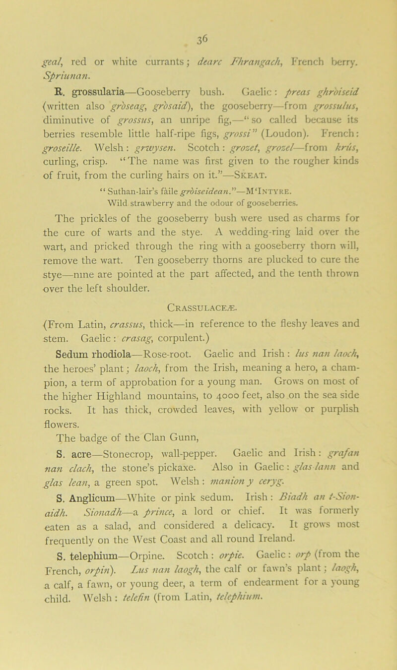 geal, red or white currants; dearc Fhrangach, French berry. Spriunan. R. grossularia—Gooseberry bush. Gaelic : preas ghr'oiseid (written also grbseag, gr'osaid), the gooseberry—from grossulus, diminutive of grossus, an unripe fig,—“ so called because its berries resemble little half-ripe figs, grassi (Loudon). French: groseille. Welsh : grwysen. Scotch : grozet, grozel—from krus, curling, crisp. “The name was first given to the rougher kinds of fruit, from the curling hairs on it.”-—Skeat. “ Suthan-lair’s faile grbiseidean.”—M‘Intyre. Wild strawberry and the odour of gooseberries. The prickles of the gooseberry bush were used as charms for the cure of warts and the stye. A wedding-ring laid over the wart, and pricked through the ring with a gooseberry thorn will, remove the wrart. Ten gooseberry thorns are plucked to cure the stye—nine are pointed at the part affected, and the tenth thrown over the left shoulder. Crassulaceas. (From Latin, crassus, thick—in reference to the fleshy leaves and stem. Gaelic : crasag, corpulent.) Sedum rhodiola—Rose-root. Gaelic and Irish : lus nan iaoch, the heroes’ plant; laoch, from the Irish, meaning a hero, a cham- pion, a term of approbation for a young man. Grows on most of the higher Highland mountains, to 4000 feet, also on the sea side rocks. It has thick, crowded leaves, with yellow' or purplish flow'ers. The badge of the Clan Gunn, S. acre—Stonecrop, wall-pepper. Gaelic and Irish: grafan nan clach, the stone’s pickaxe. Also in Gaelic: glaslann and glas lean, a green spot. Welsh: maniony ceryg. S. Anglicum—White or pink sedum. Irish : Biadh an t-Sion- aidh. Sionadh—a prince, a lord or chief. It was formerly eaten as a salad, and considered a delicacy. It grows most frequently on the West Coast and all round Ireland. S. telepliium—Orpine. Scotch : orpie. Gaelic : orp (from the French, orpui). Lus nan laogh, the calf or fawn s plant, laogh, a calf, a fawn, or young deer, a term of endearment for a young child. Welsh: telefin (from Latin, lelephium.