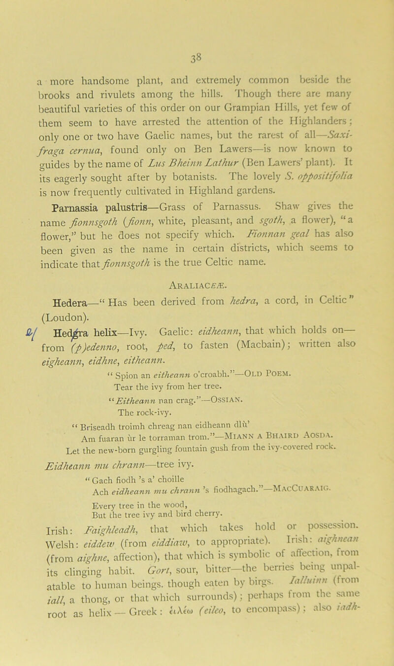 a more handsome plant, and extremely common beside the brooks and rivulets among the hills. Though there are many beautiful varieties of this order on our Grampian Hills, yet few of them seem to have arrested the attention of the Highlanders; only one or two have Gaelic names, but the rarest of all—Saxi- fraga cernua, found only on Ben Lawers—is now known to o-uides by the name of Lus Bheinn Lathur (Ben Lawers’ plant). It its eagerly sought after by botanists. The lovely 5. oppositifolia is now frequently cultivated in Highland gardens. Parnassia palustris—Grass of Parnassus. Shaw gives the name fionnsgoth (fionn, white, pleasant, and sgoth, a flower), ‘ a flower,” but he does not specify which. Fionnan geal has also been given as the name in certain districts, which seems to indicate that fionnsgoth is the true Celtic name. ARALIACAvE. Hedera—“Has been derived from liedra, a cord, in Celtic” (Loudon). Hedgra helix—Ivy. Gaelic: eidheann, that which holds on from (p)edenno, root, ped, to fasten (Macbain), written also eigheann, eidhne, eitheann. “ Spion an eitheann o'croabh.’—Old Poem. Tear the ivy from her tree. “Eitheann nan crag.”—Ossian. The rock-ivy. “ Briseadh troimh chreag nan eidheann dlu’ Am fuaran iir le torraman trom.”—MlANN A Bhaird Aosda. Let the new-born gurgling fountain gush from the ivy-covered rock. Eidheann mu chrann—tree ivy. “ Gach fiodh’s a’ choille Ach eidheann mu chrann’s fiodhagach.”—MacCuaraig. Every tree in the wood, But the tree ivy and bird cherry. Irish: Faighleadh, that which takes hold or possession. Welsh: eiddew (from eiddiaw, to appropriate). Irish: aighnean (from aighne, affection), that which is symbolic of affection, from its clinging habit. Gort, sour, bitter—the berries being unpal- atable to human beings, though eaten by birgs. Iallumn (from iall a thong, or that which surrounds): perhaps I rom the same root as helix — Greek: LA.e<u (eileo, to encompass); also iadh-