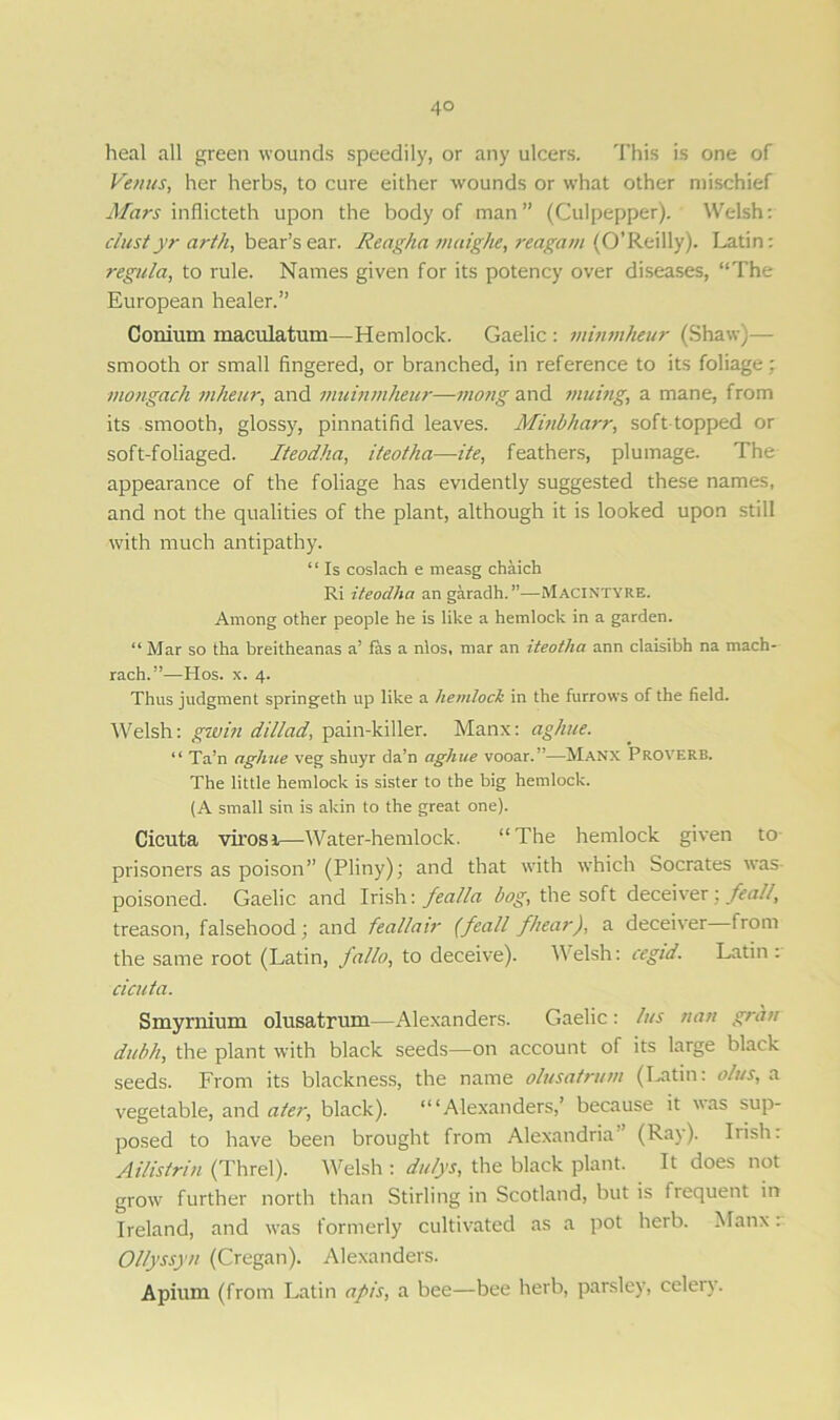 4° heal all green wounds speedily, or any ulcers. This is one of Venus, her herbs, to cure either wounds or what other mischief Mars inflicteth upon the body of man” (Culpepper). Welsh: dustyr arth, bear’s ear. Reagha maig/ie, reagam (O’Reilly). Latin: regula, to rule. Names given for its potency over diseases, “The European healer.” Conium maculatum—Hemlock. Gaelic : minmheur (Shaw)— smooth or small fingered, or branched, in reference to its foliage; mongach mheur, and muinmheur—viong and tnuing, a mane, from its smooth, glossy, pinnatifid leaves. Minbharr, soft topped or soft-foliaged. Iteodha, iteotha—ite, feathers, plumage. The appearance of the foliage has evidently suggested these names, and not the qualities of the plant, although it is looked upon still with much antipathy. “ Is coslach e measg chaich Ri iteodha angaradh.”—Macintyre. Among other people he is like a hemlock in a garden. “ Mar so tha breitheanas a’ fas a nlos, mar an iteotha ann claisibh na mach- rach.”—Hos. x. 4. Thus judgment springeth up like a hemlock in the furrows of the field. Welsh: gw in dil/ad, pain-killer. Manx: aghue. “ Ta’n aghue veg shuyr da’n aghue vooar.”—Manx Proverb. The little hemlock is sister to the big hemlock. (A small sin is akin to the great one). Cicuta viros 1—Water-hemlock. “The hemlock given to prisoners as poison” (Pliny); and that with which Socrates was poisoned. Gaelic and Irish: fealla bog, the soft deceiver; feall, treason, falsehood; and feallair (feall /hear), a deceiver from the same root (Latin, J'allo, to deceive). Welsh: cegid. Latin : acuta. Smyrnium olusatrum—Alexanders. Gaelic: bus nan gran dubh, the plant with black seeds—on account of its large black seeds. From its blackness, the name olusatrum (Latin: olus, a vegetable, and ater, black). “‘Alexanders,’ because it was sup- posed to have been brought from Alexandria (Ray). Irish: Ailistrin (Threl). Welsh: dulys, the black plant. It does not grow further north than Stirling in Scotland, but is frequent in Ireland, and was formerly cultivated as a pot herb. Manx. Ollyssyn (Cregan). Alexanders. Apium (from Latin apis, a bee—bee herb, parsley, celery.